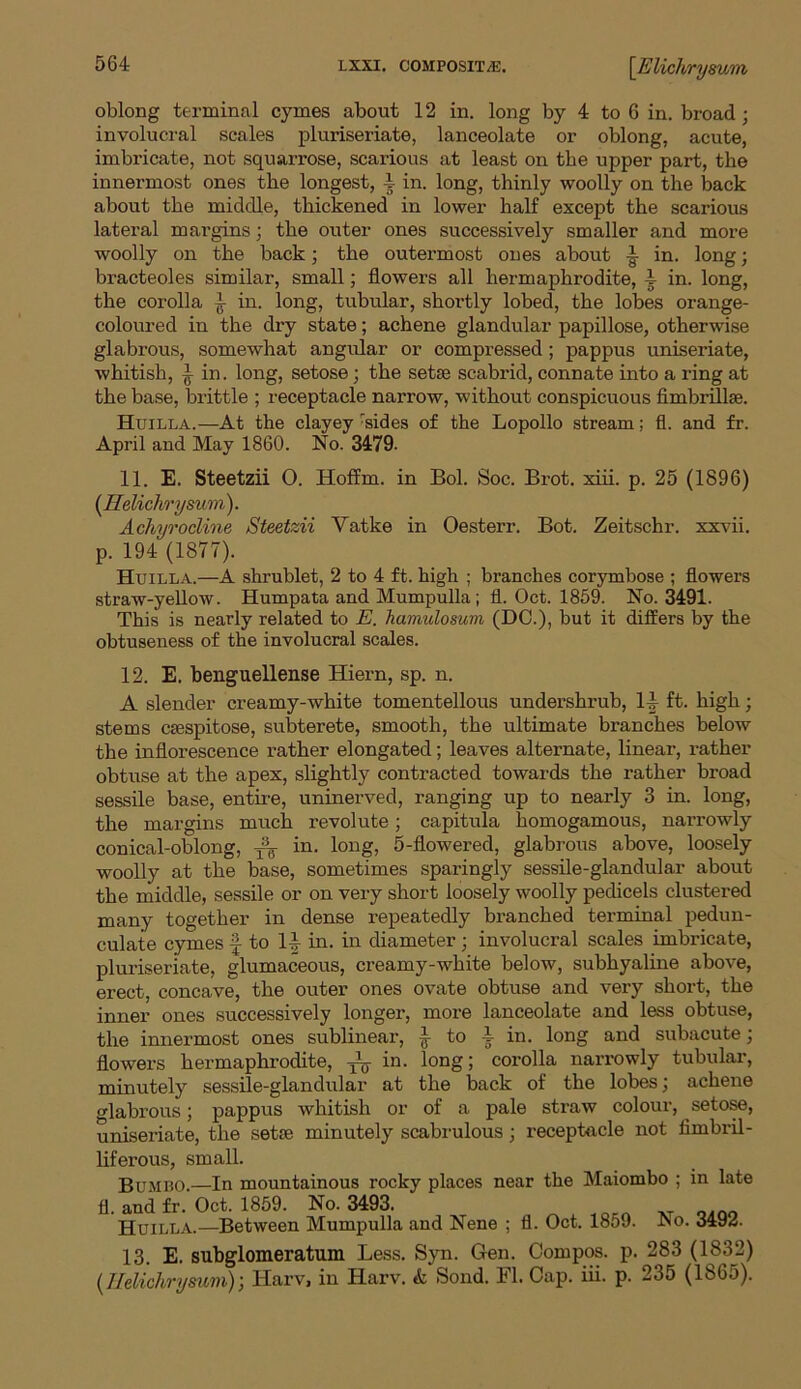 oblong terminal cymes about 12 in. long by 4 to 6 in. broad ; involucral scales pluriseriate, lanceolate or oblong, acute, imbricate, not squarrose, scarious at least on the upper part, the innermost ones the longest, i in. long, thinly woolly on the back about the middle, thickened in lower half except the scarious lateral margins ; the outer ones successively smaller and more woolly on the back; the outermost ones about ~ in. long; bracteoles similar, small; flowers all hermaphrodite, 4 in. long, the corolla ~ in. long, tubular, shortly lobed, the lobes orange- coloured in the dry state; achene glandular papillose, otherwise glabrous, somewhat angular or compressed ; pappus uniseriate, whitish, ^ in. long, setose ; the setse scabrid, connate into a ring at the base, brittle ; receptacle narrow, without conspicuous fimbrfllse. Huilla.—At the clayey :sides of the Lopollo stream; fl. and fr. April and May 1860. No. 3479- 11. E. Steetzii O. Hoffm. in Bol. Soc. Brot. xiii. p. 25 (1896) (Helichrysum). Achyrocline Steetzii Yatke in Oesterr. Bot. Zeitschr. xxvii. p. 194 (1877). Huilla.—A shrublet, 2 to 4 ft. high ; branches corymbose ; flowers straw-yellow. Humpata and Mumpulla ; fl. Oct. 1859. No. 3491. This is nearly related to E. hamulosum (DC.), but it differs by the obtuseness of the involucral scales. 12. E. benguellense Iliern, sp. n. A slender creamy-white tomentellous undershrub, 14 ft. high; stems csespitose, subterete, smooth, the ultimate branches below the inflorescence rather elongated; leaves alternate, linear, rather obtuse at the apex, slightly contracted towards the rather broad sessile base, entire, uninerved, ranging up to nearly 3 in. long, the margins much revolute ; capitula homogamous, narrowly conical-oblong, in. long, 5-flowered, glabrous above, loosely woolly at the base, sometimes sparingly sessile-glandular about the middle, sessile or on very short loosely woolly pedicels clustered many together in dense repeatedly branched terminal pedun- culate cymes f to If- in. in diameter; involucral scales imbricate, pluriseriate, glumaceous, creamy-white below, subhyaline above, erect, concave, the outer ones ovate obtuse and very short, the inner ones successively longer, more lanceolate and less obtuse, the innermost ones sublinear, } to 4 in. long and subacute; flowers hermaphrodite, —j in. long; corolla narrowly tubular, minutely sessile-glandular at the back of the lobes; achene glabrous; pappus whitish or of a pale straw colour, setose, uniseriate, the setie minutely scabrulous; receptacle not fimbril- liferous, small. Bumbo.—In mountainous rocky places near the Maiombo ; in late fl. and fr. Oct. 1859. No. 3493. ' Huilla.—Between Mumpulla and Nene ; fl. Oct. 1859. No. 3492. 13. E. subglomeratum Less. Syn. Gen. Compos, p. 283 (1832) (Ifelichrysum); Harv, in Harv. & Sond. Fl. Cap. iii. p. 235 (1865).