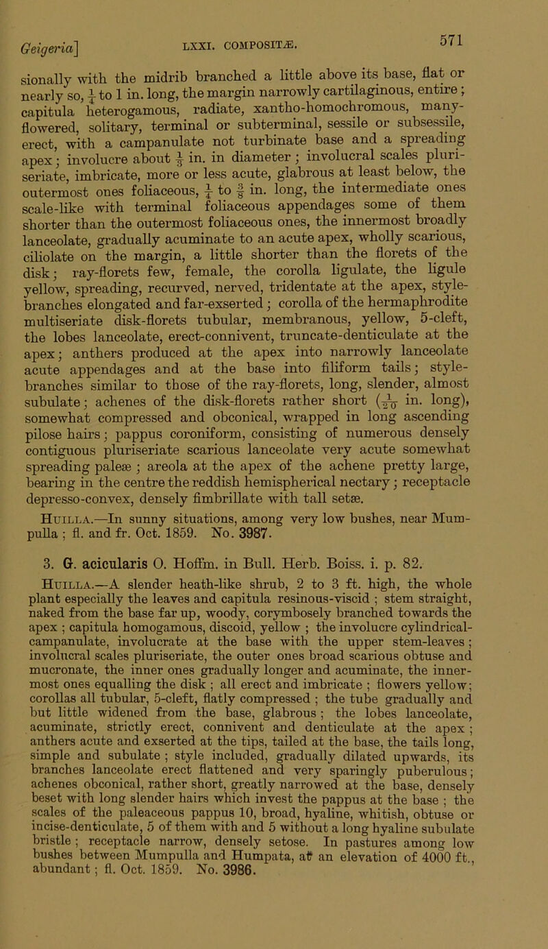 sionally with the midrib branched a little above its base, flat or nearly so, i to 1 in. long, the margin narrowly cartilaginous, entire ; capitula heterogamous, radiate, xantho-homochromous, many- flowered, solitary, terminal or subterminal, sessile or subsessile, erect, with a campanulate not turbinate base and a spreading apex; involucre about in. in diameter ; involucral scales pluri- seriate, imbricate, more or less acute, glabrous at least below, the outermost ones foliaceous, J to § in. long, the intermediate ones scale-like with terminal foliaceous appendages some of them shorter than the outermost foliaceous ones, the innermost broadly lanceolate, gradually acuminate to an acute apex, wholly scarious, ciliolate on the margin, a little shorter than the florets of the disk; ray-florets few, female, the corolla ligulate, the ligule yellow, spreading, recurved, nerved, tridentate at the apex, style- branches elongated and far-exserted; corolla of the hermaphrodite multiseriate disk-florets tubular, membranous, yellow, 5-cleft, the lobes lanceolate, erect-connivent, truncate-denticulate at the apex; anthers produced at the apex into narrowly lanceolate acute appendages and at the base into filiform tails; style- branches similar to those of the ray-florets, long, slender, almost subulate; achenes of the disk-florets rather short in. long), somewhat compressed and obconical, wrapped in long ascending pilose hairs; pappus coroniform, consisting of numerous densely contiguous pluriseriate scarious lanceolate very acute somewhat spreading palese ; areola at the apex of the achene pretty large, bearing in the centre the reddish hemispherical nectary; receptacle depresso-convex, densely fimbrillate with tall setae. Huilla.—In sunny situations, among very low bushes, near Mum- pulla ; fl. and fr. Oct. 1859. No. 3987. 3. G. acicularis 0. Hoflm. in Bull. Herb. Boiss. i. p. 82. Huilla.—A slender heath-like shrub, 2 to 3 ft. high, the whole plant especially the leaves and capitula resinous-viscid ; stem straight, naked from the base far up, woody, corymbosely branched towards the apex ; capitula homogamous, discoid, yellow ; the involucre cylindrical- campanulate, involucrate at the base with the upper stem-leaves ; involucral scales pluriseriate, the outer ones broad scarious obtuse and mucronate, the inner ones gradually longer and acuminate, the inner- most ones equalling the disk ; all erect and imbricate ; flowers yellow; corollas all tubular, 5-cleft, flatly compressed ; the tube gradually and but little widened from the base, glabrous ; the lobes lanceolate, acuminate, strictly erect, connivent and denticulate at the apex ; anthers acute and exserted at the tips, tailed at the base, the tails long, simple and subulate ; style included, gradually dilated upwards, its branches lanceolate erect flattened and very sparingly puberulous; achenes obconical, rather short, greatly narrowed at the base, densely beset with long slender hairs which invest the pappus at the base ; the scales of the paleaceous pappus 10, broad, hyaline, whitish, obtuse or incise-denticulate, 5 of them with and 5 without a long hyaline subulate bristle ; receptacle narrow, densely setose. In pastures among low bushes between Mumpulla and Humpata, afr an elevation of 4000 ft., abundant; fl. Oct. 1859. No. 3986.