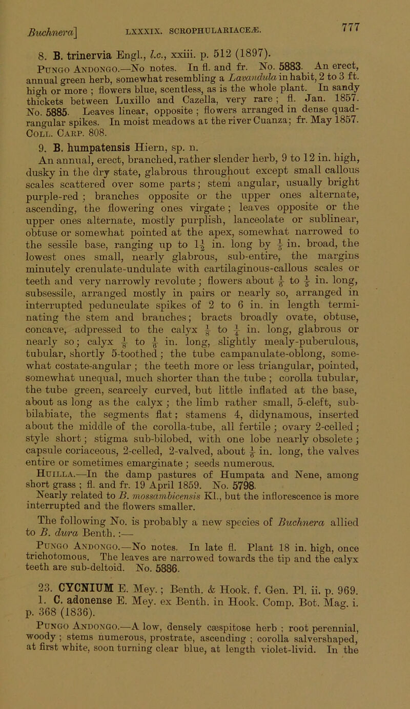 Buchneva] 8. B. trinervia Engl., l.c., xxiii. p. 512 (1897). Pungo Andongo.—No notes. In fl. and fr. No. 5883- An erect, annual green herb, somewhat resembling a Lavandula in habit, 2 to 3 ft. high or°more ; flowers blue, scentless, as is the whole plant. In sandy thickets between Luxillo and Cazella, very rare; fl. Jan. 1857. No. 5885. Leaves linear, opposite ; flowers arranged in dense quad- rangular spikes. In moist meadows at the river Cuanza; fr. May 1857. Cole. Carp. 808. 9. B. humpatensis Hiern, sp. n. An annual, erect, branched, rather slender herb, 9 to 12 in. high, dusky in the dry state, glabrous throughout except small callous scales scattered over some parts; stem angular, usually bright purple-red ; branches opposite or the upper ones alternate, ascending, the flowering ones virgate; leaves opposite or the upper ones alternate, mostly purplish, lanceolate or sublinear, obtuse or somewhat pointed at the apex, somewhat narrowed to the sessile base, ranging up to 1| in. long by I in. broad, the lowest ones small, nearly glabrous, sub-entire, the margins minutely crenulate-undulate with cartilaginous-callous scales or teeth and very narrowly revolute; flowers about ^ to L in. long, subsessile, arranged mostly in pairs or nearly so, arranged in interrupted pedunculate spikes of 2 to 6 in. in length termi- nating the stem and branches; bracts broadly ovate, obtuse, concave, adpressed to the calyx to in. long, glabrous or nearly so; calyx -I to ^ in. long, slightly mealy-puberulous, tubular, shoi-tly 5-toothed ; the tube campanulate-oblong, some- what costate-angular ; the teeth more or less triangular, pointed, somewhat unequal, much shorter than the tube; corolla tubular, the tube green, scarcely curved, but little inflated at the base, about as long as the calyx ; the limb rather small, 5-cleft, sub- bilabiate, the segments flat; stamens 4, didynamous, inserted about the middle of the corolla-tube, all fertile ; ovary 2-celled; style short; stigma sub-bilobed, with one lobe nearly obsolete ; capsule coriaceous, 2-celled, 2-valved, about £ in. long, the valves entire or sometimes emarginate ; seeds numerous. Huilla.—In the damp pastures of Humpata and Nene, among short grass ; fl. and fr. 19 April 1859. No. 5798- Nearly related to B. mossambicensis Kl., but the inflorescence is more interrupted and the flowers smaller. The following No. is probably a new species of Buchneva allied to B. dura Benth.:— Pungo Andongo.—No notes. In late fl. Plant 18 in. high, once trichotomous. The leaves are narrowed towards the tip and the calyx teeth are sub-deltoid. No. 5886. 23. CYCUTUM E. Mey.; Benth. & Hook. f. Gen. PI. ii. p. 969. 1. C. adonense E. Mey. ex Benth. in Hook. Comp. Bot. Mag. i. p. 368 (1836). ° Pungo Andongo.—A low, densely caespitose herb : root perennial, woody ; stems numerous, prostrate, ascending ; corolla salvershaped, at first white, soon turning clear blue, at length violet-livid. In the
