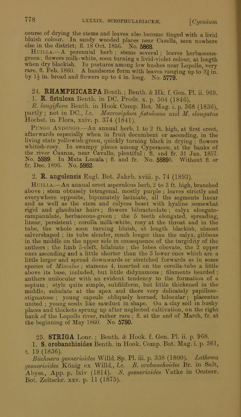 * f ® LXXXIX. SCItOPHULARIACE^E. \Cycniv/m course of drying the steins and leaves also become tinged with a livid bluish colour. In sandy wooded places near Cazella, seen nowhere else in the district; fl. 18 Oct. 1856. No. 5868. Huiu.a.—A perennial herb ; stems several ; leaves herbaceous- green; flowers milk-white, soon turning a livid-violet colour, at length when dry blackish. In pastures among low bushes near Lopollo, very rare, fl. Feb. 1860. A handsome form with leaves ranging up to 3^ in. by 1-| in. broad and flowers up to 4 in. long. No. 5779. 24. RHAMPHICARPA Benth.; Benth. & Hk. f. Gen. PI. ii. 969. 1. It. fistulosa Benth. in DC. Prodr. x. p. 504 (1846). 11. longiflora Benth. in Hook. Comp. Bot. Mag. i. p. 368 (1836), partly; not in DC., l.c. Macrosiphon Jistulosus and M. elongatus Hochst. in Flora, xxiv. p. 374 (1841). Pungo Andongo.—An annual herb, 1 to 2 ft. high, at first erect, afterwards especially when in fruit decumbent or ascending, in the living state yellowish-green, quickly turning black in drying ; flowers whitish-rosy. In swampy places among Cyperacere, at the banks of the river Cuanza, near Cavallo, plentiful; fl. and fr. 31 Jan. 1857. No. 5889. In Mata Lucala ; fl. and fr. No. 58895. Without fl. or fr. Dec. 1896. No. 5862. 2. It. angolensis Engl. Bot. Jakrb. xviii. p. 74 (1893). Huilla.—An annual erect asperulous herb, 2 to 3 ft. high, branched above ; stem obtusely tetragonal, mostly purple ; leaves strictly and everywhere opposite, bipmnately laciniate, all the segments linear and as well as the stem and calyces beset with hyaline somewhat rigid and glandular hairs; flowers bibracteolate ; calyx elongate- campanulate, herbaceous-green ; the 5 teeth elongated, spreading, linear, persistent ; corolla milk-white, rosy at the throat and in the tube, the whole soon turning bluish, at length blackish, almost salvershaped ; its tube slender, much longer than the calyx, gibbous in the middle on the upper side in consequence of the turgidity of the anthers ; the limb 5-cleft, bilabiate ; the lobes obovate, the 2 upper ones ascending and a little shorter than the 3 lower ones which are a little larger and spread downwards or stretched forwards as in some species of Mimulus ; stamens 4, inserted on the corolla-tube a little above its base, included, but little didynamous ; filaments bearded ; anthers unilocular with an evident tendency to the formation of a septum ; style quite simple, subfiliform, but little thickened in the middle, subulate at the apex and there very delicately papillose- stigmatose ; young capsule obliquely horned, bilocular; placentas united ; young seeds like sawdust in shape. On a clay soil in bushy places and thickets sprung up after neglected cultivation, on the right bank of the Lopollo river, rather rare ; fl. at the end of March, fr. at the beginning of May 1860. No. 5780. 25. STRIGA Lour.; Benth. & Hook. f. Gen. PI. ii. p. 968. 1. S. orobanchioides Benth. in Hook. Comp. Bot. Mag. i. p. 361, t. 19 (1836). JJuchnera gesnerioides Willd. Sp. PI. iii. p. 338 (1800). Lathraia, gesnerioides Kouig ex Willd., l.c. B. orohanchoides Br. in Salt, Abyss., App. p. lxiv (1814). S. gesnerioides Vatke in Oesterr. Bot. Zeitschr. xxv. p. 11 (1875).