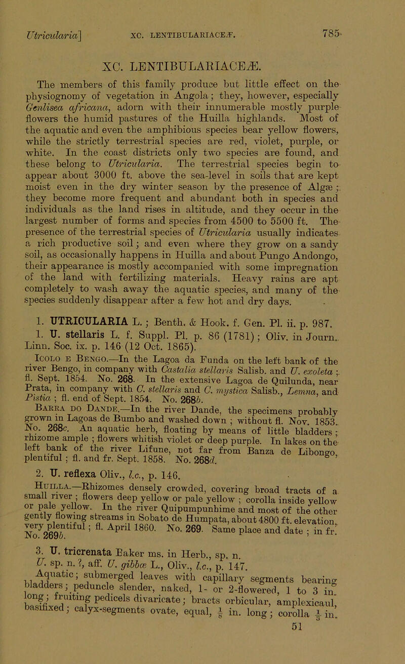 XG. LENTIBULARIACEiE. The members of this family produce but little effect on the physiognomy of vegetation in Angola; they, however, especially Genliseci africana, adorn with their innumerable mostly purple flowers the humid pastures of the Huilla highlands. Most of the aquatic and even the amphibious species bear yellow flowers, while the strictly terrestrial species are red, violet, purple, or white. In the coast districts only two species are found, and these belong to Utricularia. The terrestrial species begin to appear about 3000 ft. above the sea-level in soils that are kept moist even in the dry winter season by the presence of Algrn they become more frequent and abundant both in species and individuals as the land rises in altitude, and they occur in the largest number of forms and species from 4500 to 5500 ft. The presence of the terrestrial species of Utricularia usually indicates a rich productive soil; and even where they grow on a sandy soil, as occasionally happens in Huilla and about Pungo Andongo, their appearance is mostly accompanied with some impregnation of the land with fertilizing materials. Heavy rains are apt completely to wash away the aquatic species, and many of the species suddenly disappear after a few hot and dry days. 1. UTRICULARIA L. ; Benth. & Hook. f. Gen. PI. ii. p. 987. 1. U. stellaris L. f. Suppl. PI. p. 86 (1781); Oliv. in Journ. Linn. Soc. ix. p. 146 (12 Oct. 1865). Icolo E Bengo.—In the Lagoa da Funda on the left bank of the river Bengo, in company with Castalia stellaris Salisb. and U. exoleta n. feept. 1854. No. 268. In the extensive Lagoa de Quilunda, near Prata, in company with C. stellaris and C. mystica Salisb., Lemna, and Pistw ; fl. end of Sept. 1854. No. 2685. Barra do Dande.—In the river Dande, the specimens probably grown in Lagoas de Bumbo and washed down ; without fl. Nov 1853 No. 268c. An aquatic herb, floating by means of little bladders : rhizome ample ; flowers whitish violet or deep purple. In lakes on the left bank of the river Lifune, not far from Banza de Libongo plentiful ; fl. and fr. Sept. 1858. No. 268d. 2. U. reflexa Oliv., l.c., p. 146. Huilla.—Rhizomes densely crowded, covering broad tracts of a small river ; flowers deep yellow or pale yellow ; corolla inside yellow or pale yellow. In the river Quipumpunhime and most of the other gently flowing streams in Sobato de Humpata, about 4800 ft. elevation Nory269T 5 P 186°- Na 269 Same place and date 5 in fr- 3. U. tricrenata Baker ms. in Herb., sp. n. U. sp. n. ?, aff. U. gibber. L., Oliv., l.c., p. 147. Aquatm; submerged leaves with capillary segments bearing bladders; peduncle slender, naked, 1- or 2-flowered, 1 to 3 in& long; fruiting pedicels divaricate; bracts orbicular, amplexicaul, basifixed; calyx-segments ovate, equal, i in. long ; corolla l in. in. !ong, 51