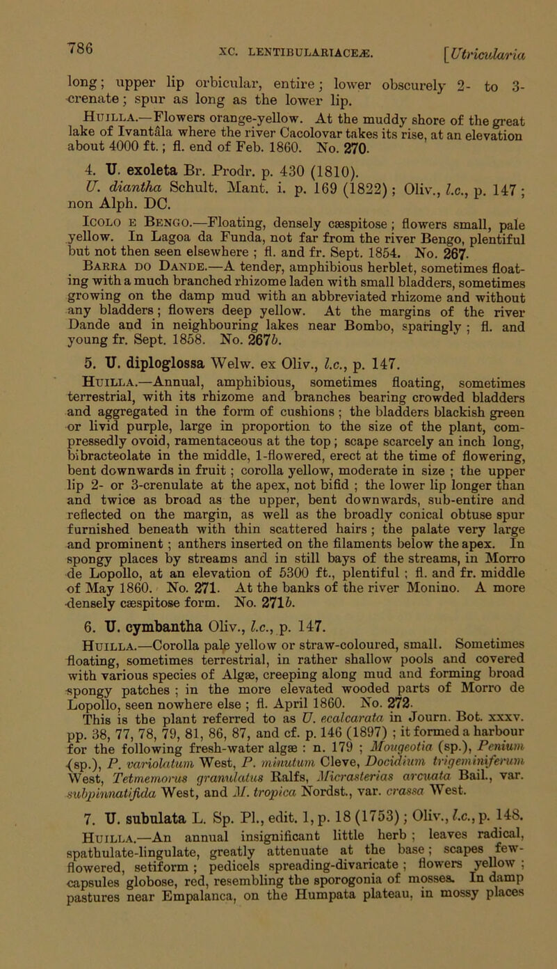 XC. lentibulariacea;. \Utrimlaria long; upper lip orbicular, entire; lower obscurely 2- to 3- crenate; .spur as long as the lower lip. Huilla.—Flowers orange-yellow. At the muddy shore of the great lake of Ivant&la where the river Cacolovar takes its rise, at an elevation about 4000 ft.; fl. end of Feb. 1860. No. 270. 4. U. exoleta Br. Prodr. p. 430 (1810). U. diantha Schult. Mant. i. p. 169 (1822); Oliv , l.c., p 147 - non Alph. DC. Icolo E Bengo.—Floating, densely caespitose ; flowers small, pale yellow. In Lagoa da Funda, not far from the river Bengo, plentiful but not then seen elsewhere ; fl. and fr. Sept. 1854. No. 267- Barra do Dande.—A tender, amphibious herblet, sometimes float- ing with a much branched rhizome laden with small bladders, sometimes growing on the damp mud with an abbreviated rhizome and without any bladders ; flowers deep yellow. At the margins of the river Dande and in neighbouring lakes near Bombo, sparingly ; fl. and young fr. Sept. 1858. No. 267b. 5. U. diploglossa Welw. ex Oliv., l.c., p. 147. Huilla.—Annual, amphibious, sometimes floating, sometimes terrestrial, with its rhizome and branches bearing crowded bladders and aggregated in the form of cushions ; the bladders blackish green or livid purple, large in proportion to the size of the plant, com- pressedly ovoid, ramentaceous at the top ; scape scarcely an inch long, bibracteolate in the middle, 1-flowered, erect at the time of flowering, bent downwards in fruit; corolla yellow, moderate in size ; the upper lip 2- or 3-crenulate at the apex, not bifid ; the lower lip longer than and twice as broad as the upper, bent downwards, sub-entire and reflected on the margin, as well as the broadly conical obtuse spur furnished beneath with thin scattered hairs ; the palate very large and prominent; anthers inserted on the filaments below the apex. In spongy places by streams and in still bays of the streams, in Morro de Lopollo, at an elevation of 5300 ft., plentiful ; fl. and fr. middle of May 1860. No. 271- At the banks of the river Monino. A more •densely caespitose form. No. 2715- 6. U. cymbantha Oliv., l.c., p. 147. Huilla.—Corolla pale yellow or straw-coloured, small. Sometimes floating, sometimes terrestrial, in rather shallow pools and covered with various species of Algae, creeping along mud and forming broad spongy patches ; in the more elevated wooded parts of Morro de Lopollo, seen nowhere else ; fl. April 1860. No. 272- This is the plant referred to as U. ecalcarata in Journ. Bot. xxxv. pp. 38, 77, 78, 79, 81, 86, 87, and cf. p. 146 (1897) ; it formed a harbour for the following fresh-water algae : n. 179 ; Mongeotia (sp.), Pcnium ■(sp.), P. variola turn West, P. minutum Cleve, Docidium trigemimferum West, Tetmernorus grannlatus Italfs, Micrasterias arcuat-a Bail., var. vubpinnatifida West, and M. tropica Nordst., var. crassa West. 7. U. subulata L. Sp. PI., edit. 1, p. 18 (1753); Oliv., l.c., p. 148. Huilla.—An annual insignificant little herb ; leaves radical, spathulate-lingulate, greatly attenuate at the base; scapes few- flowered, setiform ; pedicels spreading-divaricate ; flowers yellow ; capsules globose, red, resembling the sporogonia of mosses. In damp pastures near Empalanca, on the Humpata plateau, in mossy places