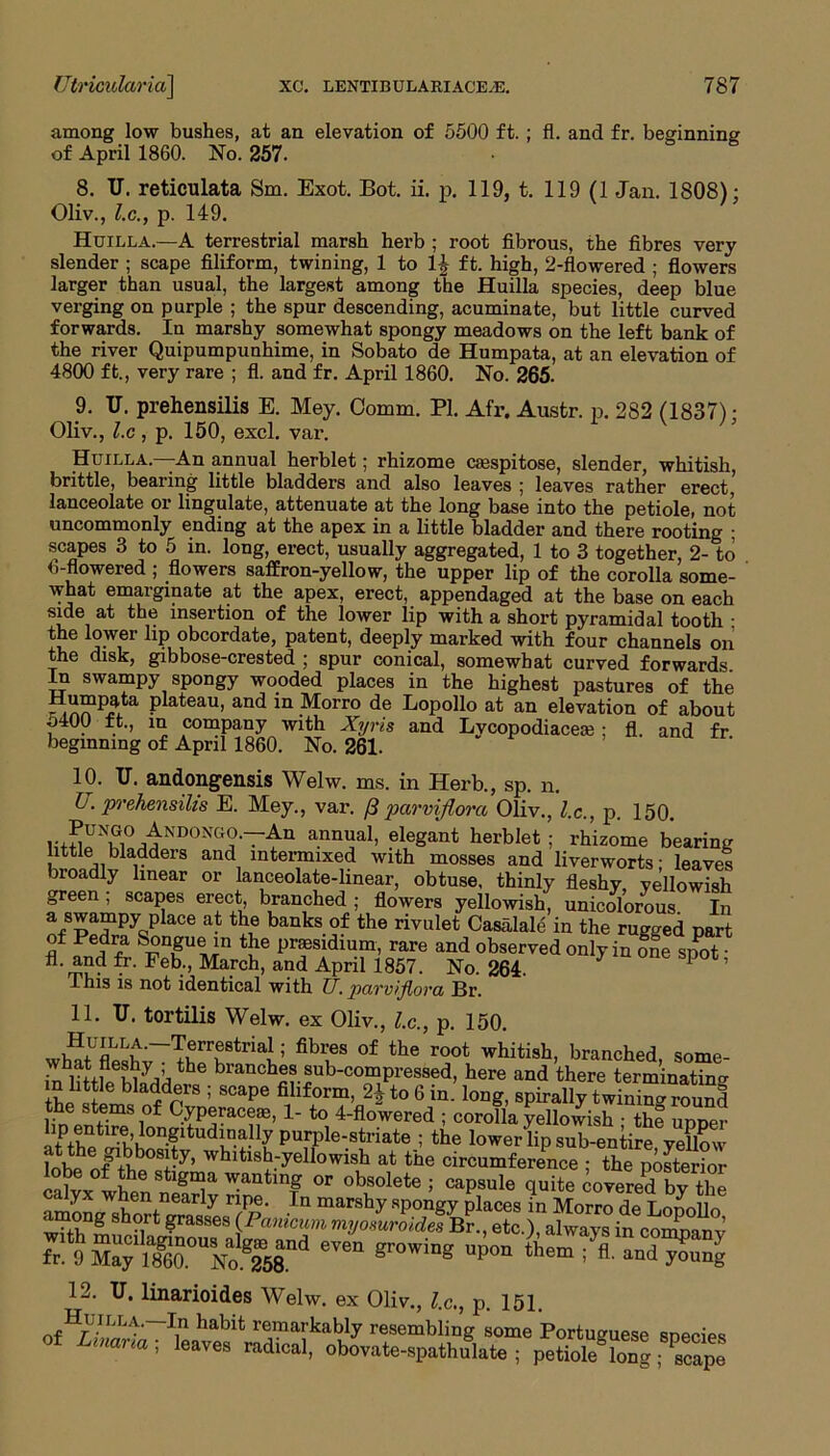 among low bushes, at an elevation of 5500 ft. ; fl. and fr. beginning of April 1860. No. 257. 8. IT. reticulata Sm. Exot. Bot. ii. p. 119, t. 119 (1 Jan. 1808): Oliv., l.c., p. 149. Huilla.—A terrestrial marsh herb ; root fibrous, the fibres very slender ; scape filiform, twining, 1 to 1| ft. high, 2-flowered ; flowers larger than usual, the largest among the Huilla species, deep blue verging on purple ; the spur descending, acuminate, but little curved forwards. In marshy somewhat spongy meadows on the left bank of the river Quipumpunhime, in Sobato de Humpata, at an elevation of 4800 ft., very rare ; fl. and fr. April 1860. No. 265. 9. U. prehensilis E. Mey. Comm. PI. Afr. Austr. p. 282 (1837) • Oliv., l.c , p. 150, excl. var. Huilla.—An annual herblet; rhizome csespitose, slender, whitish, brittle, bearing little bladders and also leaves ; leaves rather erect, lanceolate or lingulate, attenuate at the long base into the petiole, not uncommonly ending at the apex in a little bladder and there rooting ; scapes 3 to 5 in. long, erect, usually aggregated, 1 to 3 together, 2-to 6-flowered ; flowers saffron-yellow, the upper lip of the corolla some- what emarginate at the apex, erect, appendaged at the base on each side at the insertion of the lower lip with a short pyramidal tooth • the lower lip obcordate, patent, deeply marked with four channels on the disk, gibbose-crested ; spur conical, somewhat curved forwards. In swampy spongy wooded places in the highest pastures of the plateau, and in Morro de Lopollo at an elevation of about , . ft., in company with Xyris and Lvcopodiaceaj ; fl. and fr beginning of April 1860. No. 261. ' 10. U. andongensis Welw. ms. in Herb., sp. n. L. prehensilis E. Mey., var. (3 parvijlora Oliv., l.c., p. 150. r^UNui°^ND°NG?'~Au annual> elegant herblet ; rhizome bearing little bladders and intermixed with mosses and liverworts; leaves broadly linear or lanceolate-linear, obtuse, thinly fleshy yellowish green , scapes erect, branched ; flowers yeilowish, unicolorous In ofSpSsPlaCe at ^ banks°f the rivulet Casalale in the rugged part of Pedra Songue in the presidium, rare and observed only in one spot fl- “d Feb:> Ma.rch» a?d April 1857. No. 264. 1 ’ This is not identical with TJ. pavviflova Br. 11. U. tortilis Welw. ex Oliv., l.c., p. 150. wh^tfler;w~TLeTtria!.; fibi;es of the root wbi*ish, branched, some- lAhttle h branches sub-compressed, here and there terminating bladd®ls ; scaPe fihform, 21 to 6 in. long, spirally twinin* round the stems of Cyperace®, 1- to 4-flowered ; corolla yellowish • the unner lip entire, longitudinally purple-striate ; the lower lip sub-entire yellow ?obJnf+v,b0Suy’ whitish-yellowish at the circumference ; the posterior obe of the stigma wanting or obsolete ; capsule quite covered bv +1ip calyx when nearly ripe. In marshy spongy places in Morro d?Lonoflo am,?ng sh?rt grasses (Pamcum myosuroides Br., etc.), always in commnv 12. U. linarioides Welw. ex Oliv., l.c,, p. 151. Huilla.—In habit remarkably resembling some Portuguese snecies of Ltmna; leave, radical, obovate-epatljlate ; petiole®^ Tape