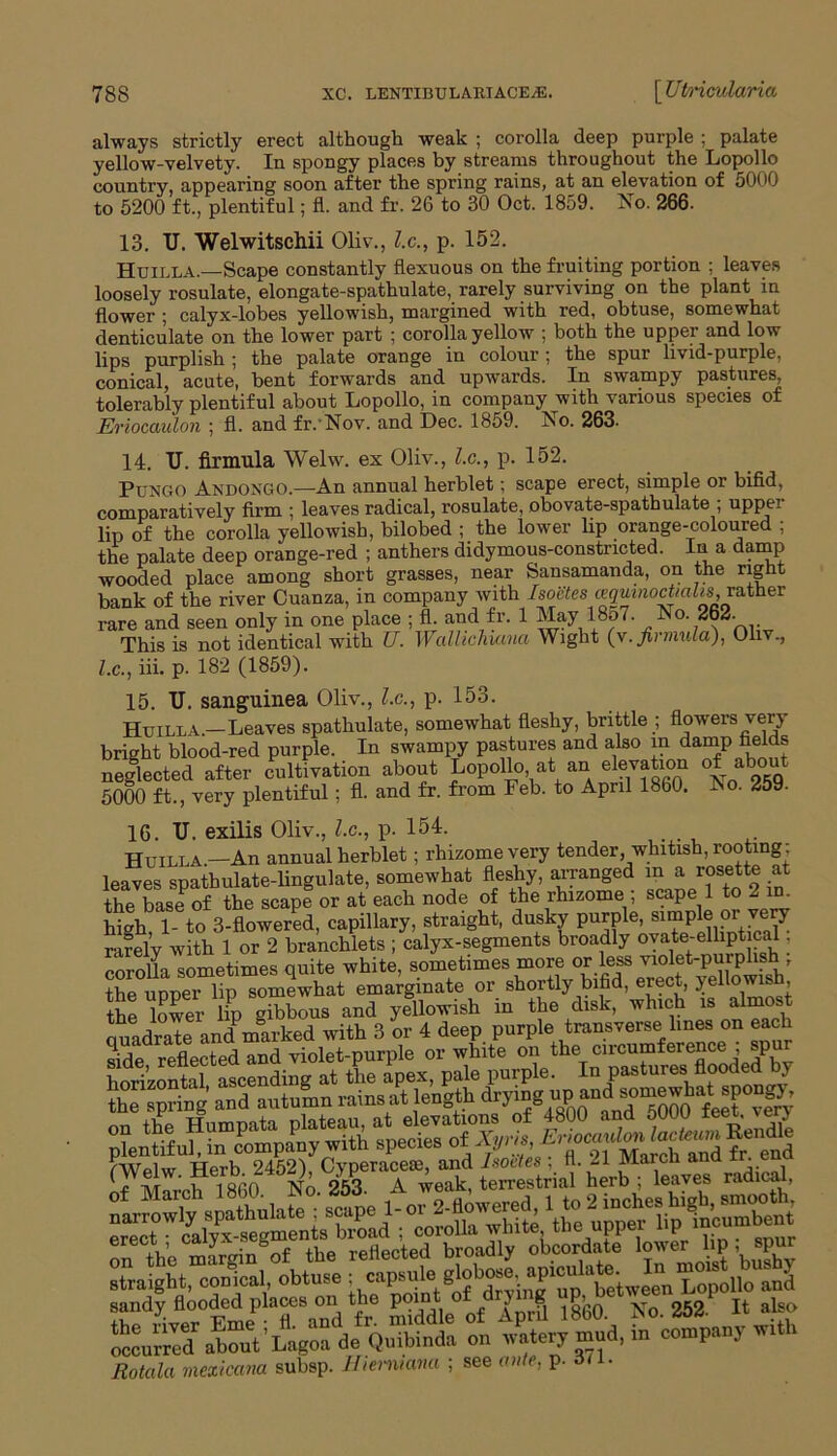 always strictly erect although weak ; corolla deep purple ; palate yellow-velvety. In spongy places by streams throughout the Lopollo country, appearing soon after the spring rains, at an elevation of 5000 to 5200 ft., plentiful; fl. and fr. 26 to 30 Oct. 1859. No. 266. 13. U. Welwitschii Oliv., l.c., p. 152. Huilla.—Scape constantly flexuous on the fruiting portion ; leaves loosely rosulate, elongate-spathulate, rarely surviving on the plant in flower ; calyx-lobes yellowish, margined with red, obtuse, somewhat denticulate on the lower part ; corolla yellow ; both the upper and low lips purplish ; the palate orange in colour ; the spur livid-purple, conical, acute, bent forwards and upwards. In swampy pastures, tolerably plentiful about Lopollo, in company with various species of Eriocaulon ; fl. and fr.Nov. and Dec. 1859. No. 263. 14. TJ. firmula Welw. ex Oliv., l.c., p. 152. Ptjngo Andoxgo.—An annual herblet; scape erect, simple or bifid, comparatively firm ; leaves radical, rosulate, obovate-spathulate ; upper lip of the corolla yellowish, bilobed ; the lower Up orange-coloured ; the palate deep orange-red ; anthers didymous-constncted. In a damp wooded place among short grasses, near Sansamanda, on the right bank of the river Cuanza, in company with fsocles aquinoctialis, rather rare and seen only in one place ; fl; and fr. 1 May 1857. No. 262. This is not identical with U. Wallichutna Wight (v. firmula), Oliv., l.c., iii. p. 182 (1859). 15. U. sanguinea Oliv., l.c., p. 153. Huilla.—Leaves spathulate, somewhat fleshy, brittle ; flowers very bright blood-red purple. In swampy pastures and also in damp fields neglected after cultivation about Lopollo at an e1?™*10*1 °* a 5000 ft., very plentiful; fl. and fr. from Feb. to April 1860. !No. 259. 16. TJ. exilis Oliv., l.c., p. 154. Huilla —An annual herblet; rhizome very tender whitish, rooting: leaves spatbulate-lingulate, somewhat fleshy, arranged iflajosette at the base of the scape or at each node of the rhizome , scape 1 to 2 in. high, 1- to 3-flowered, capillary, straight, dusky purple, simple or very rarely with 1 or 2 branchlets ; calyx-segments broadly ovate-elliptic^ . corolla sometimes quite white, sometimes more or less violet-purplish the upper lip somewhat emargmate or shortly bifid, erect, yellowish, the lower lip gibbons and yellowish in the disk, which is almost fWelw Herb. 2452), Cyperacese, and Isodes , fl. 21 Marcn ana i . r at.,,'r.L i860 No 253 A weak, terrestrial herb; leaves radical, Rotala mexicana subsp. llienuana ; see ante, P-371.