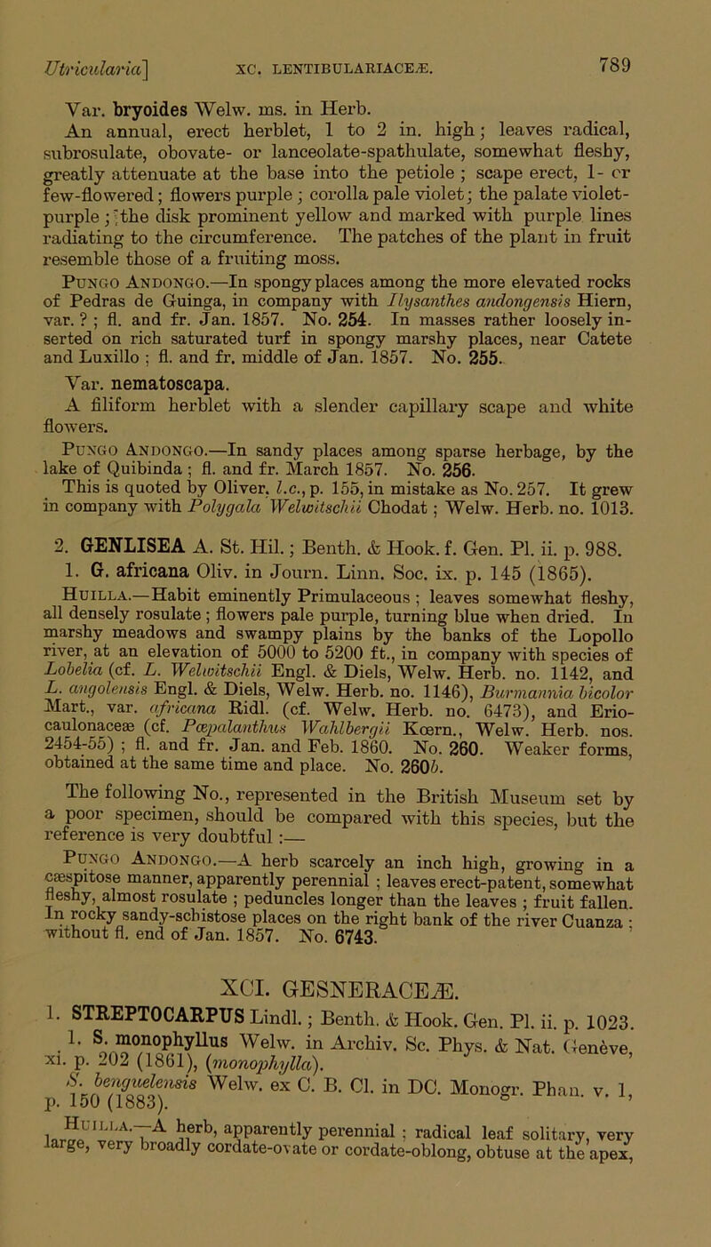 Yar. bryoides Welw. ms. in Herb. An annual, erect herblet, 1 to 2 in. high; leaves radical, subrosulate, obovate- or lanceolate-spathulate, somewhat fleshy, greatly attenuate at the base into the petiole ; scape erect, 1- or few-flowered; flowers purple; corolla pale violet; the palate violet- purple ; 'the disk prominent yellow and marked with purple lines radiating to the circumference. The patches of the plant in fruit resemble those of a fruiting moss. Pungo Andongo.—In spongy places among the more elevated rocks of Pedras de Guinga, in company with Ilysanthes andongensis Hiern, var. ? ; fl. and fr. Jan. 1857. No. 254. In masses rather loosely in- serted on rich saturated turf in spongy marshy places, near Catete and Luxillo ; fl. and fr. middle of Jan. 1857. No. 255. Yar. nematoscapa. A filiform herblet with a slender capillary scape and white flowers. Puxgo Andongo.—In sandy places among sparse herbage, by the lake of Quibinda ; fl. and fr. March 1857. No. 256. This is quoted by Oliver, l.c., p. 155, in mistake as No. 257. It grew in company with Polijgala Welwitschii Chodat ; Welw. Herb. no. 1013. 2. GENLISEA A. St. Hil.; Benth. <fc Hook. f. Gen. PI. ii. p. 988. 1. G. africana Oliv. in Journ. Linn. Soc. Lx. p. 145 (1865). Huilla.—Habit eminently Primulaceous ; leaves somewhat fleshy, all densely rosulate; flowers pale purple, turning blue when dried. In marshy meadows and swampy plains by the banks of the Lopollo river, at an elevation of 5000 to 5200 ft., in company with species of Lobelia (cf. L. Welwitschii Engl. & Diels, Welw. Herb. no. 1142, and L. angolensis Engl. & Diels, Welw. Herb. no. 1146), Burmannia bicolor Mart., var. africana Ridl. (cf. Welw. Herb. no. 6473), and Erio- caulonaceas (cf. Poepalanthus Wahlbergii Kcern., Welw. Herb, nos 2454-55) ; fl. and fr. Jan. and Feb. 1860. No. 260. Weaker forms, obtained at the same time and place. No. 2605. The following No., represented in the British Museum set by a poor specimen, should be compared with this species, but the reference is very doubtful :— Pungo Andongo.—A herb scarcely an inch high, growing in a csespitose manner, apparently perennial ; leaves erect-patent, somewhat neshy almost rosulate ; peduncles longer than the leaves ; fruit fallen. In rocky sandy-schistose places on the right bank of the river Cuanza • without fl. end of Jan. 1857. No. 6743. XCI. GESNERACEiE. 1. STREPTOCARPUS Lindl.; Benth. & Hook. Gen. PI. ii. p. 1023. • L So'nT^0pl}TlluS Welw- in Archiv- Sc- Phys- & Nat. Geneve, xi. p. 202 (1861), (inonophylla). SfJ™iu£ensis Welw- ex C. B. Cl. in DC. Monogr. Phan. v. 1, p. 150 (1883). ’ , !iU1U'A‘7A kerb, apparently perennial ; radical leaf solitary, very large, very broadly cordate-ovate or cordate-oblong, obtuse at the apex.