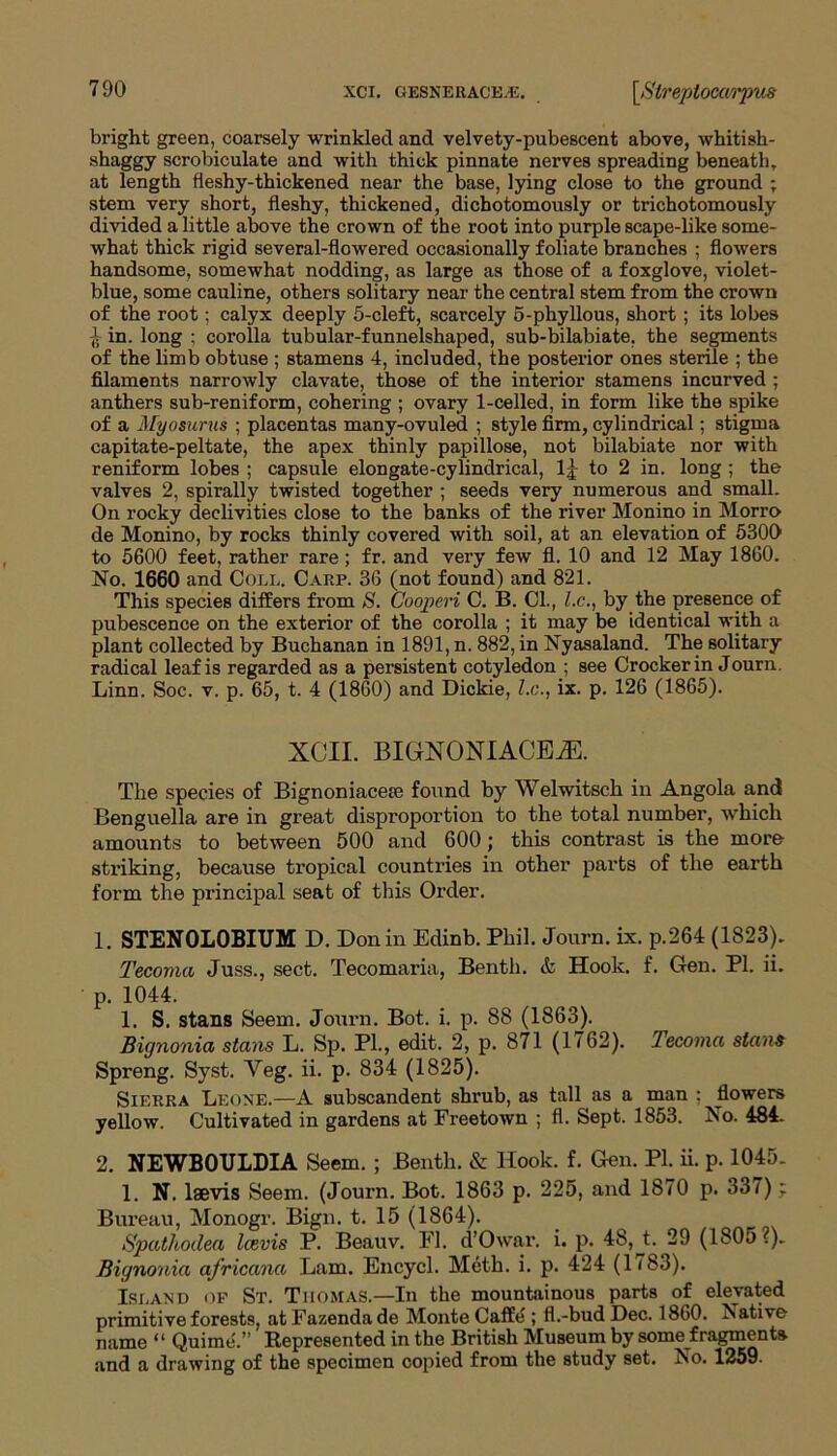 bright green, coarsely wrinkled and velvety-pubescent above, whitish- shaggy scrobiculate and with thick pinnate nerves spreading beneath, at length fleshy-thickened near the base, lying close to the ground ; stem very short, fleshy, thickened, dichotomously or trichotomously divided a little above the crown of the root into purple scape-like some- what thick rigid several-flowered occasionally foliate branches ; flowers handsome, somewhat nodding, as large as those of a foxglove, violet- blue, some cauline, others solitary near the central stem from the crown of the root; calyx deeply 5-cleft, scarcely 5-phyllous, short ; its lobes £ in. long ; corolla tubular-funnelshaped, sub-bilabiate, the segments of the limb obtuse ; stamens 4, included, the posterior ones sterile ; the filaments narrowly clavate, those of the interior stamens incurved ; anthers sub-reniform, cohering ; ovary 1-celled, in form like the spike of a Myosurus ; placentas many-ovuled ; style firm, cylindrical; stigma capitate-peltate, the apex thinly papillose, not bilabiate nor with reniform lobes ; capsule elongate-cylindrical, lj to 2 in. long ; the valves 2, spirally twisted together ; seeds very numerous and small. On rocky declivities close to the banks of the river Monino in Morro de Monino, by rocks thinly covered with soil, at an elevation of 5300 to 5600 feet, rather rare ; fr. and very few fl. 10 and 12 May 1860. No. 1660 and Coll. Carp. 36 (not found) and 821. This species differs from S. Cooperi C. B. Cl., l.c., by the presence of pubescence on the exterior of the corolla ; it may be identical with a plant collected by Buchanan in 1891, n. 882, in Nyasaland. The solitary radical leaf is regarded as a persistent cotyledon ; see Crocker in Journ. Linn. Soc. v. p. 65, t. 4 (1860) and Dickie, l.c., ix. p. 126 (1865). XCII. BIGNONIACEiE. The species of Bignoniacete found by Welwitscli in Angola and Benguella are in great disproportion to the total number, which amounts to between 500 and 600; this contrast is the more striking, because tropical countries in other parts of the earth form the principal seat of this Order. 1. STEN0L0BIUM D. Don in Edinb. Phil. Journ. ix. p.264 (1823). Tecoma Juss., sect. Tecomaria, Bentli. & Hook. f. Gen. PI. ii. p. 1044. 1. S. stans Seem. Journ. Bot. i. p. 88 (1863). Bignonia stans L. Sp. PI., edit. 2, p. 871 (1762). Tecoma stans Spreng. Syst. Veg. ii. p. 834 (1825). Sierra Leone.—A subscandent shrub, as tall as a man ; flowers yellow. Cultivated in gardens at Freetown ; fl. Sept. 1853. No. 484. 2. NEWB0ULDIA Seem. ; Bentli. & Hook. f. Gen. PI. ii. p. 1045. 1. N. laevis Seem. (Journ. Bot. 1863 p. 225, and 1870 p. 337) ~r Bureau, Monogr. Bign. t. 15 (1864). Spathodea Icevis P. Beauv. Fl. d’Owar. i. p. 4S,^t. 29 (1805?). Bignonia africana Lam. Encycl. Meth. i. p. 424 (1/83). Island of St. Thomas.—In the mountainous parts of elevated primitive forests, at Fazenda de Monte Caffe ; fl.-budDec. 1860. Native name “ Quime'.” Represented in the British Museum by some fragments and a drawing of the specimen copied from the study set. No. 1259-