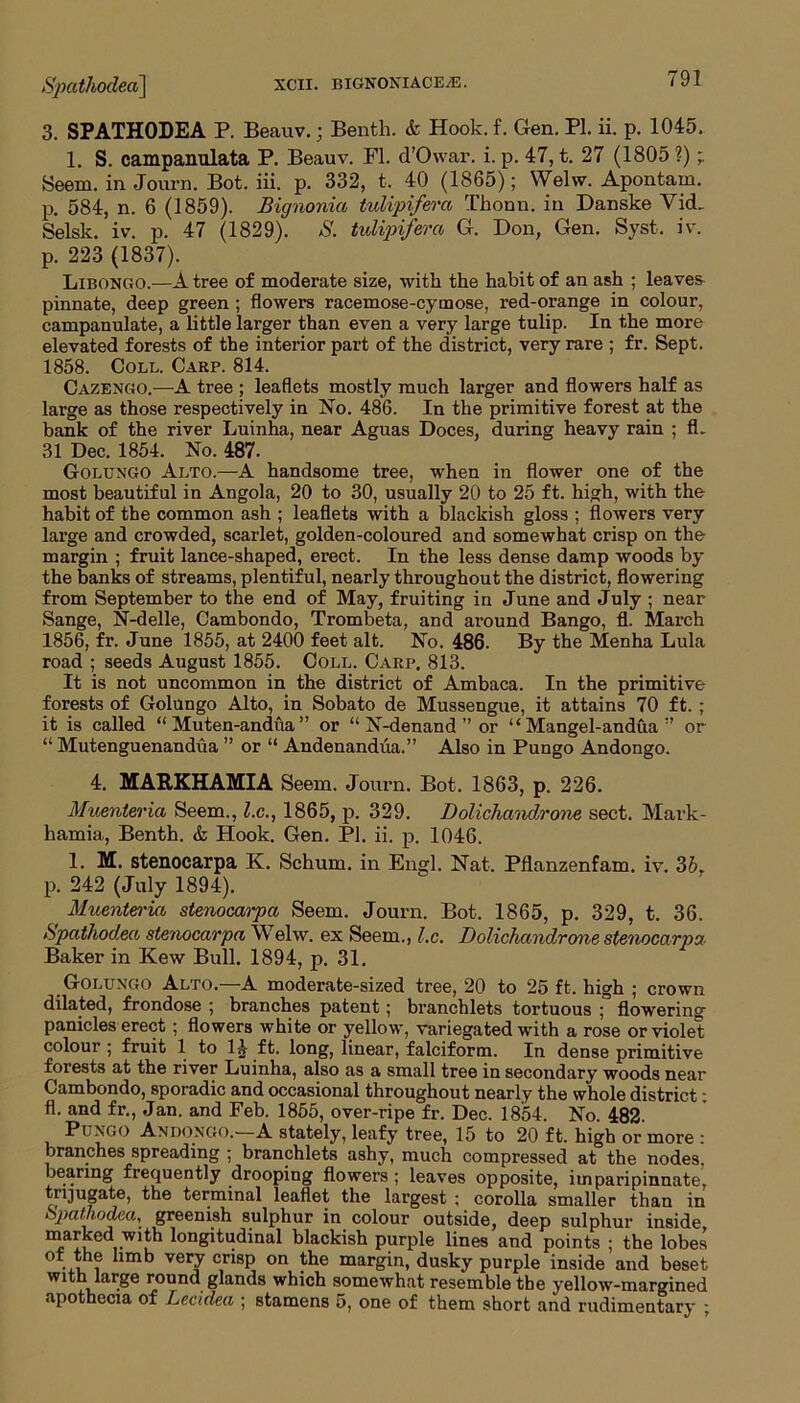 3. SPATHODEA P. Beauv.; Bentli. & Hook. f. Gen. PI. ii. p. 1045. 1. S. campanulata P. Beauv. FI. d’Owar. i. p. 47, t. 27 (1805 ?) Seem, in Journ. Bot. iii. p. 332, t, 40 (1865); Welw. Apontam. p. 584, n. 6 (1859). Bignonia tulipifera Thonn. in Danske Vick Selsk. iv. p. 47 (1829). S. tulipifera G. Don, Gen. Syst. iv. p. 223 (1837). Libongo.—A tree of moderate size, with the habit of an ash ; leaves pinnate, deep green ; flowers racemose-cymose, red-orange in colour, campanulate, a little larger than even a very large tulip. In the more elevated forests of the interior part of the district, very rare ; fr. Sept. 1858. Coll. Carp. 814. Cazengo.—A tree ; leaflets mostly much larger and flowers half as large as those respectively in No. 486. In the primitive forest at the bank of the river Luinha, near Aguas Doces, during heavy rain ; fl. 31 Dec. 1854. No. 487. Golungo Alto.—A handsome tree, when in flower one of the most beautiful in Angola, 20 to 30, usually 20 to 25 ft. high, with the habit of the common ash ; leaflets with a blackish gloss ; flowers very large and crowded, scarlet, golden-coloured and somewhat crisp on the margin ; fruit lance-shaped, erect. In the less dense damp woods by the banks of streams, plentiful, nearly throughout the district, flowering from September to the end of May, fruiting in June and July ; near Sange, N-delle, Cambondo, Trombeta, and around Bango, fl. March 1856, fr. June 1855, at 2400 feet alt. No. 486. By the Menha Lula road ; seeds August 1855. Coll. Carp. 813. It is not uncommon in the district of Ambaca. In the primitive forests of Golungo Alto, in Sobato de Mussengue, it attains 70 ft. ; it is called “ Muten-andua ” or “ N-denand ” or “ Mangel-andua or “ Mutenguenandua ” or “ Andenandiia.” Also in Pungo Andongo. 4. MARKHAMIA Seem. Journ. Bot. 1863, p. 226. Muenteria Seem., l.c., 1865, p. 329. Dolichanclrone sect. Mavk- hamia, Benth. & Hook. Gen. PI. ii. p. 1046. 1. M. stenocarpa K. Schum. in Engl. Nat. Pflanzenfam. iv. 3b, p. 242 (July 1894). Muenteria stenocarpa Seem. Journ. Bot. 1865, p. 329, t. 36. Spathodea stenocarpa Welw. ex Seem., l.c. Dolichandrone stenocarpa Baker in Kew Bull. 1894, p. 31. Golungo Alto.—A moderate-sized tree, 20 to 25 ft. high ; crown dilated, frondose ; branches patent; branchlets tortuous ; flowering panicles erect ; flowers white or yellow, variegated with a rose or violet colour ; fruit 1 to 1^ ft. long, linear, falciform. In dense primitive forests at the river Luinha, also as a small tree in secondary woods near Cambondo, sporadic and occasional throughout nearly the whole district; fl. and fr., Jan. and Feb. 1855, over-ripe fr. Dec. 1854. No. 482. Pungo Andongo.—A stately, leafy tree, 15 to 20 ft. high or more : branches spreading ; branchlets ashy, much compressed at the nodes, bearing frequently drooping flowers; leaves opposite, imparipinnate, trijugate, the terminal leaflet the largest ; corolla smaller than in Spathodea, greenish sulphur in colour outside, deep sulphur inside marked with longitudinal blackish purple lines and points ; the lobes hmb very crisp on the margin, dusky purple inside and beset with large round glands which somewhat resemble the yellow-margined apothecia of Lecidea ; stamens 5, one of them short and rudimentary ;