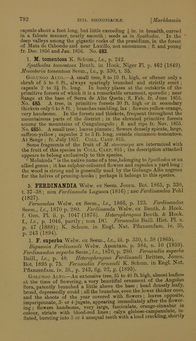 capsule about a foot long, but little exceeding £ in. in breadth, curved in a falcate manner, nearly smooth ; seeds as in Spathodea. In the deep valleys among the gigantic rocks of the prsesidium, in the forest of Mata de Cabondo and near Luxillo, not uncommon ; fl. and young fr. Dec. 1856 and Jan. 1856. No. 483. 1. M. tomentosa K. Schum., l.c., p. 242. Spathodea tomentosa Bentli. in Hook. Niger Fl. p. 462 (1849). Muenteria tomentosa Seem., l.c., p. 330, t. 35. Golungo Alto.—A small tree, 8 to 10 ft. high, or oftener only a ■shrub of 5 to 6 ft., always sparingly branched and strictly erect ; capsule 2 to 2J ft. long. In bushy places at the outskirts of the primitive forests of which it is a remarkable ornament, sporadic ; near •Sange at the base of Serra de Alto Queta; fl. Feb. fr. June 1855. No. 485. A tree, in primitive forests 30 ft. high or in secondary thickets only 6 to 8 ft. ; branches rambling, lax ; flowers yellow-orange, very handsome. In the forests and thickets, frequent throughout the mountainous parts of the district ; in the elevated primitive forests among the mountains of Cungulungulo ; fl. and ripe fr. Nov. 1855. No. 4855. A small tree; leaves pinnate; flowers densely spicate, large, saffron-yellow ; capsules 2 to 3 ft. long, outside cinuamon-tomentose. At Sange ; fr. July 1857. Coll. Carp. 815. Some fragments of the fruit of M. stenocarpa are intermixed with the fruit of this species in Coll. Carp. 815 ; the description attached appears to belong exclusively to this species. “ Moluanda ” is the native name of a tree,belonging to Spathodea or an allied genus ; it has sulphur-coloured flowers and capsules a yard long ; the wood is strong and is generally used by the Golungo Alto negroes for the helves of pruning-hooks ; perhaps it belongs to this species. 5. FEKDINANDIA Welw. ex Seem. Journ. Bot. 1865, p. 330, t. 37-38; non Ferdinanda Lagasca (1816); nec Ferdinandea Pohl (1827). Fernandoa Welw. ex Seem., l.c., 1866, p. 123. Ferdinandoa Seem., l.c., 1870 p. 280. Ferdinanda Welw. ex Bentli. & Hook, f. Gen. PI. ii. p. 1047 (1876). Heterophragma Bentli. & Hook, f., l.c., p. 1046, partly; non DC. Fernandia Baill. Hist. PI. x. p. 47 (1888); K. Schum. in Engl. Nat. Pflanzenfam. iv. 36, p. 243 (1894). 1. F. superba Welw. ex Seem., l.c., iii. p. 330, t. 38 (1865).^ Bignonia Ferdinandi Welw. Apontam. p. 584, n. 10 (1859). Ferdinandoa sitperba Seem., l.c., 1870, p. 2S0. iernandia superba Baill., l.c., p. 48. Heterophragma Ferdinandi Britten, Journ. Bot. 1895 p. 75. Fernandia Fernanda K. Schum. in Engl. Nat. Pflanzenfam. iv. 36., p. 243, fig. 92, g. (1895). Golungo Alto.—An extensive tree, 25 to 40 ft. high, almost leafless at the time of flowering, a very beautiful ornament of the Angolan flora, patently branched a little above the base ; head denselj leafy, broad, depressedly ovoid ; all the branches, even the lower thicker ones, and the shoots of the year covered with flowers ; leaves opposite, imparipinnate, 3- or 4-jugate, appearing immediately after the flower- ing ; flowers handsome, very large, fasciculate, orange-cinnabar in colour, striate with blood-red lines; calyx globose-campanulate, in- flated, bursting into 3 or 4 unequal teeth with a loud crackling, short y