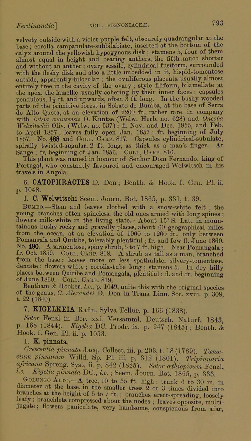 jFevdinctndicij xcn. bignoniace.e, * velvety outside with a violet-purple felt, obscurely quadrangular at the base; corolla campanulate-subbilabiate, inserted at the bottom of the calyx around the yellowish hypogynous disk ; stamens 5, four of them almost equal in height and bearing anthers, the fifth much shorter and without an anther ; ovary sessile, cylindrical-fusiform, surrounded with the fleshy disk and also a little imbedded in it, hispid-tomentose outside, apparently bilocular ; the ovuliferous placenta usually almost •entirely free in the cavity of the ovary ; style filiform, bilamellate at the apex, the lamellae usually cohering by their inner faces ; capsules pendulous, ft. and upwards, often 3 ft. long. In the bushy wooded parts of the primitive forest in Sobato de Bumba, at the base of Serra de Alto Queta, at an elevation of 2200 ft., rather rare, in company with Intsia cuauzensis 0. Kuntze (Welw. Herb. no. 628) and Oncoba Weluritschii Oliv. (Welw. no. 537) ; fl. Nov. and Dec. 1855, and Feb. to April 1857 ; leaves fully open Jan. 1857 ; fr. beginning of July 1857. No. 488 and Coll. Carp. 817. Capsules cylindrical-subulate, spirally twisted-angular, 2 ft. long, as thick as a man’s finger. At Sange ; fr. beginning of Jan. 1856. Coll. Carp. 816. This plant was named in honour of Senhor Dom Fernando, king of Portugal, who constantly favoured and encouraged Welwitsch in his travels in Angola. 6. CATOPHRACTES D. Don; Benth. & Hook. f. Gen. PI. ii. p. 1048. 1. C. Wei wits chi Seem. Jdurn. Bot. 1865, p. 331, t. 39. Bumbo.-—Stem and leaves clothed with a snow-white felt ; the young branches often spineless, the old ones armed with long spines ; flowers milk-white in the living state. - About 15° S. Lat., in moun- tainous bushy rocky and gravelly places, about 60 geographical miles from the ocean, at an elevation of 1000 to 1200 ft., only between Pomangala and Quitibe, tolerably plentiful ; fr. and few fl. June 1860. No. 490. A sarmentose, spiny shrub, 5 to 7 ft. high. Near Pomangala ; fr. Oct. 1859. Coll. Carp. 818. A shrub as tall as a man, branched from the base ; leaves more or less spathulate, silvery-tomentose, dentate ; flowers white ; corolla-tube long ; stamens 5. In dry hilly places between Quitibe and Pomangala, plentiful; fl. and fr. beginning of June 1860. Coll. Carp. 819. Bentham & Hooker, l.c., p. 1049, unite this with the original species of the genus, C. Alexandra D. Don in Trans. Linn. Soc. xviii. p. 308, t. 22 (1840). y 7. KIGELKEIA Rafin. Sylva Tellur, p. 166 (1838). Sotor Fenzl in Ber. xxi. Versamml. Deutsch. Naturf. 1843, p. 168 (1844). Kigelia DC. Prodr. ix. p. 247 (1845): Benth. & Hook. f. Gen. PI. ii. p. 1053. 1. K. pinnata. Crescenlia pinnata Jacq. Collect, iii. p. 203, t. 18 (1789). Tanat- cium pinnatum Willd. Sp. PI. iii. p. 312 (1801). Trijnnnaria africana Spreng. Syst. ii. p. 842 (1825). Sotor cethiopicum Fenzl, l.c. Kigtlia pinnata DC., l.c.; Seem. Journ. Bot. 1865, p. 333. Golungo Alto.—A tree, 10 to 35 ft. high ; trunk 6 to 30 in. in diameter at the base, in the smaller trees 2 or 3 times divided into ranches at the height of 5 to 7 ft. ; branches erect-spreading, loosely ea y , brancblets compressed about the nodes ; leaves opposite, multi- jugate ; flowers paniculate, very handsome, conspicuous from afar,