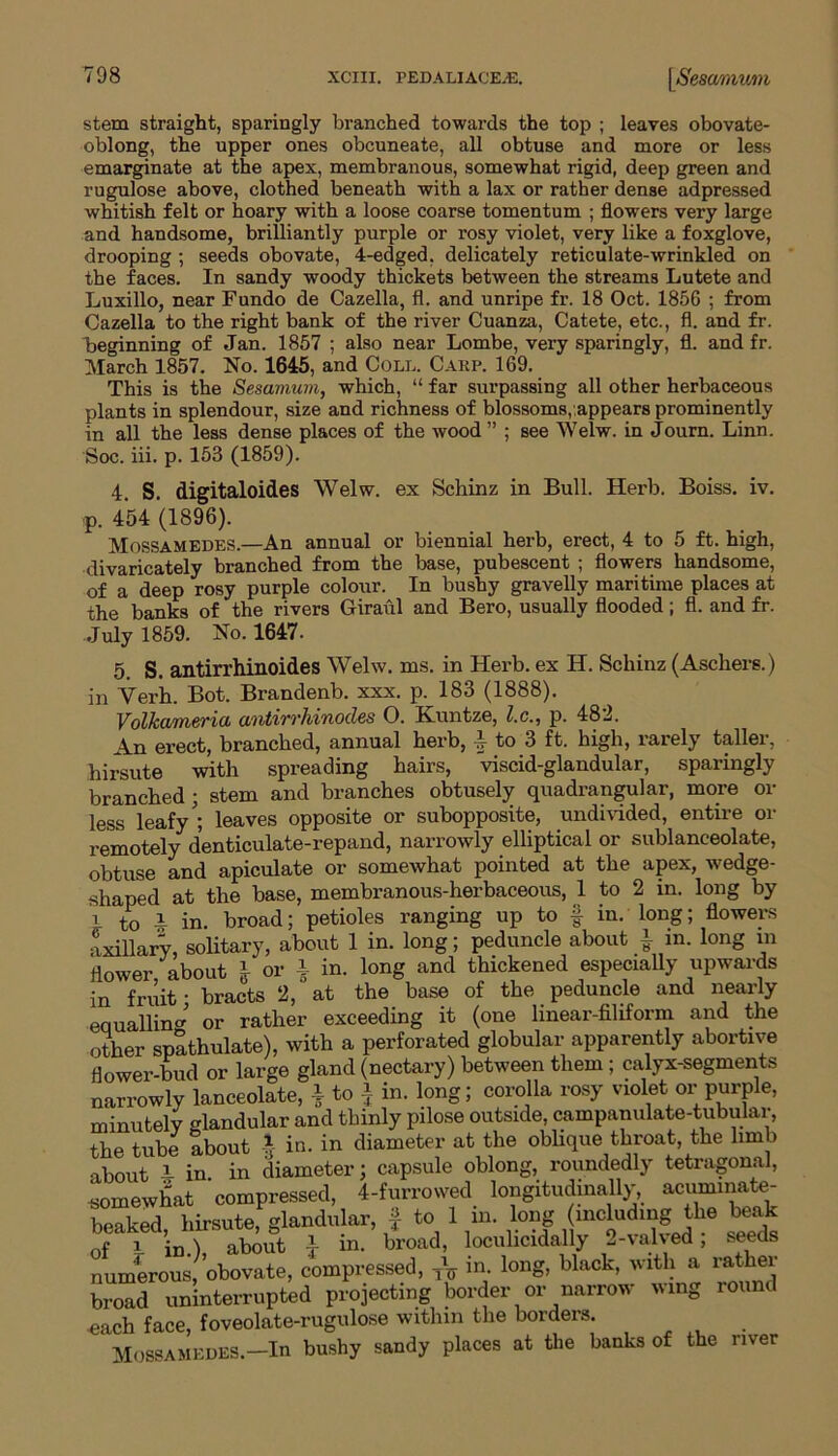 stem straight, sparingly branched towards the top ; leaves obovate- oblong, the upper ones obcuneate, all obtuse and more or less emarginate at the apex, membranous, somewhat rigid, deep green and rugulose above, clothed beneath with a lax or rather dense adpressed whitish felt or hoary with a loose coarse tomentum ; flowers very large and handsome, brilliantly purple or rosy violet, very like a foxglove, drooping ; seeds obovate, 4-edged, delicately reticulate-wrinkled on the faces. In sandy woody thickets between the streams Lutete and Luxillo, near Fundo de Cazella, fl. and unripe fr. 18 Oct. 1856 ; from Cazella to the right bank of the river Cuanza, Catete, etc., fl. and fr. beginning of Jan. 1857 ; also near Lombe, very sparingly, fl. and fr. March 1857. No. 1645, and Coll. Carp. 169. This is the Sesamum, which, “ far surpassing all other herbaceous plants in splendour, size and richness of blossoms, appears prominently in all the less dense places of the wood” ; see Welw. in Journ. Linn. Soc. iii. p. 153 (1859). 4. S. digitaloides Welw. ex Schinz in Bull. Herb. Boiss. iv. p. 454 (1896). Mossamedes.—An annual or biennial herb, erect, 4 to 5 ft. high, divaricately branched from the base, pubescent ; flowers handsome, of a deep rosy purple colour. In bushy gravelly maritime places at the banks of the rivers Giraul and Bero, usually flooded ; fl. and fr. July 1859. No. 1647. 5. S. antirrhinoides Welw. ms. in Herb, ex H. Schinz (Aschers.) in Verh. Bot. Brandenb. xxx. p. 183 (1888). Volkameria antirrhinodes O. Kuntze, l.c., p. 482. An erect, branched, annual herb, 4 to 3 ft. high, rarely taller, hirsute with spreading hairs, viscid-glandular, sparingly branched ; stem and branches obtusely quadrangular, more or less leafy'; leaves opposite or subopposite, undivided, entire or remotely d’enticulate-repand, narrowly elliptical or sublanceolate, obtuse and apiculate or somewhat pointed at the apex, wedge- shaped at the base, membranous-herbaceous, 1 to 2 in. long by l to !r in. broad; petioles ranging up to f in. long; flowers axillary, solitary, about 1 in. long; peduncle about | in. long in flower about } or i in. long and thickened especially upwards in fruit • bracts 2, at the base of the peduncle and nearly each face, foveolate-rugulose within the comers. Mossamedes.—In bushy sandy places at the banks of the river