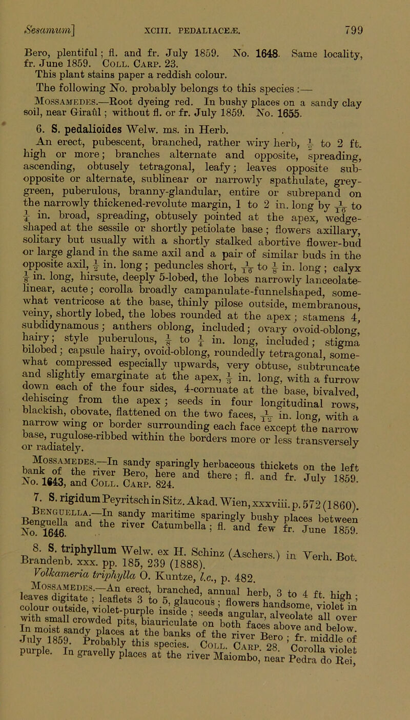 Bero, plentiful; fl. and fr. July 1859. No. 1648. Same locality, fr. June 1859. Coll. Carp. 23. This plant stains paper a reddish colour. The following No. probably belongs to this species :— Mossamedes.—Root dyeing red. In bushy places on a sandy clay soil, near G-iraul ; without fl. or fr. July 1859. No. 1655. 6. S. pedalioides Welw. ms. in Herb. An erect, pubescent, branched, rather wiry herb, 1 to 2 ft. high or more; branches alternate and opposite, spreading, ascending, obtusely tetragonal, leafy; leaves opposite sub- opposite or alternate, sublinear or narrowly spathulate, grey- green, puberulous, branny-glandular, entire or subrepan cl on the narrowly thickened-revolute margin, 1 to 2 in. long by ~K to in. broad, spreading, obtusely pointed at the apex, wedge- shaped at the sessile or shortly petiolate base; flowers axillary, solitary but usually with a shortly stalked abortive flower-bud or large gland in the same axil and a pair of similar buds in the opposite axil, i in. long ; peduncles short, T\- to 1 in. long ; calyx \ m- long» hirsute, deeply 5-lobed, the lobes narrowly lanceolate- linear, acute; corolla broadly campanulate-funnelshaped, some- what ventricose at the base, thinly pilose outside, membranous, veiny, shortly lobed, the lobes rounded at the apex; stamens 4, subdidynamous; anthers oblong, included; ovary ovoid-oblono-’ hamy; style puberulous, i to f in. long, included; stigma bilobed; capsule hairy, ovoid-oblong, roundedly tetragonal some- what compressed especially upwards, very obtuse, subtruncate and slightly emargmate at the apex, * in. long, with a furrow down each of the four sides, 4-cornuate at the base, bivalved dehiscmg from the apex ; seeds in four longitudinal rows blackish, obovate, flattened on the two faces, * in. long with a narrow wing or border surrounding each face except the’narrow or ra(Hately Se ribbe(i ttie borders more or less transversely bn^i°Snf MfLDES'~In nndy fparing]y herbaceous thickets on the left »3*&£d£2Lo2.& and there; *•imd fr J“*185S- 7. S.rigidumPeyritschinSitz.Akad.Wien,xxxviii.p.572(1860) Benguella —In sandy maritime sparingly bushy places between Benguella end the river Catumbella’; fl, Mi tJ ffTnue S 8. S. triphyllum Welw. ex II. Schinz (Aschers.) in Verb Bot Brandenb. xxx. pp. 185, 239 (1888). Volkameria triphyllci 0. Kuntze, l.c., p. 482. Mossamedes.—An erect, branched, annual herb i fc u- .