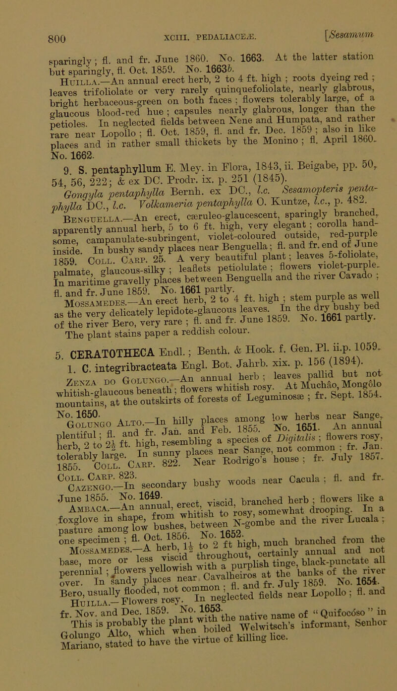 sparingly; fl. and fr. June 1860. No. 1663. At the latter station but sparingly, fl. Oct. 1859. No. 16635. ... . , Huilla—An annual erect herb, 2 to 4 ft. high ; roots dyeing red ; leaves trifoliolate or very rarely quinquefoliolate, nearly glabrous, bright herbaceous-green on both faces ; flowers tolerably large, ot a glaucous blood-red hue; capsules nearly glabrous, longer than the petioles. In neglected fields between Nene and Humpata, and rather rare near Lopollo ; fl. Oct. 1859, fl. and fr. Dec. 1859 ; also m like places and in rather small thickets by the Monmo ; fl. April 1860. No. 1662. 9. S. pentapliylluni E. Mey. in Flora, 1843, ii. Beigabe, pp. 50r 54 56 222; & ex DC. Prodr. ix. p. 251 (1845). Gongyla pentaphylla Bernh. ex DC lx. Sesamopterzs penta- phylla DC., l.c. Volkameria pentaphylla 0. Kuntze, l.c., p. 48^. Benguella.—An erect, caeruleo-glaucescent sparingly branched, apparently annual herb, 5 to 6 ft. high, very elegant ; corolla hand- some campanulate-subringent, violet-coloured outside, red-purple inside In bushy sandy places near Benguella; fl. and fr. end of June 1859 Coll. Carp. 25. A very beautiful plant; leaves 5-foliolate, „i„11(.ous-silkv ’ leaflets petiolulate ; flowers violet-purple. Inmaritime gravelly places between Benguella and the river Cavado ; fl nnd fr June 1859. No. 1661 partly. MosSmedeI-Au erect herb, 2 to 4 ft. high ; stem purple as well as Die very delicately lepidote-glaucous leaves In tbe dry bushy bed of the river Bero, very rare ; fl. and fr. June 1859. No. 1661 partly. The plant stains paper a reddish colour. 5. CERAT0THECA Endl.; Benth. & Hook. f. Gen. PI. mp. 1059. 1 C. integribracteata Engl. Bot. Jahrb. xix. p. lo6 (1894). 7‘X7A DO GOLUNGO.—An annual herb; leaves pallid but not SS.«« ALTO.-In hilly ptaces '» S nZ SS pientxful^ a and *r. - ^ Fa , ie8 of Digitalis ; flowers rosy, herb, 2 to 2„ it- nigu, & 1 gange not common ; fr. Jan. fr. July 1857. secondary bushy wood, near Cacula j fl. and fr. J AMifcUn fr a %£?££& Lhe., between N-gorabe and the rirer Lncala; one specimen ; fl- Oct. 185 • °- . , mucir branched from the Mossa.medes.-A herb, U ^JJ^t ^tainly annual and not base, more or less visci » purplish tinge, black-punctate all perennial ; flowers yellowishth| ^k. * the river over. In sandy places near Cava!fl ™d fr July 1859. No. 1654. 1* neglected fields near Lopollo; fl. and « seated I'&tTrgZ ig Uce.