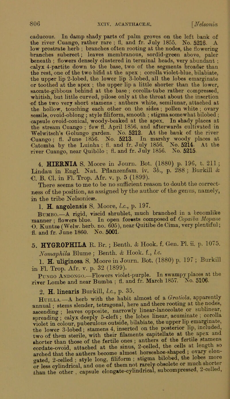 caducous. In damp shady parts of palm groves on the left bank of the river Cuango, rather rare ; fl. and fr. July 1855. No. 5216- A low prostrate herb ; branches often rooting at the nodes, the flowering branches suberect; leaves membranous, sordid-green above, paler beneath ; flowers densely clustered in terminal heads, very abundant ; calyx 4-partite down to the base, two of the segments broader than the rest, one of the two bifid at the apex ; corolla violet-blue, bilabiate, the upper lip 2-lobed, the lower lip 3-lobed, all the lobes emarginate or toothed at the apex ; the upper lip a little shorter than the lower, saccate-gibbous behind at the base ; corolla-tube rather compressed, whitish, but little curved, pilose only at the throat about the insertion of the two very short stamens ; anthers white, semilunar, attached at the hollow, touching each other on the sides ; pollen white ; ovary sessile, ovoid-oblong ; style filiform, smooth ; stigma somewhat bilobed ; capsule ovoid-conical, woody-beaked at the apex. In shady places at the stream Cuango ; few fl. April 1856, and afterwards cultivated in Welwitsch’s Golungo garden. No. 5212. At the bank of the river •Cuango; fl. June 1856. No. 5213. In marshy woody places at Catomba by the Luinha ; fl. and fr. July 1856. No. 5214- At the river Cuango, near Quibolo ; fl. and fr. July 1856. No. 5215 4. HIERNIA S. Moore in Journ. Bot. (1880) p. 196, t. 211 ; Lindau in Engl. Nat. Pflanzenfam. iv. 36., p. 288 ; Burkill A •C. B. Cl. in Fl. Trop. Afr. v. p. 5 (1899). There seems to me to be no sufficient reason to doubt the correct- ness of the position, as assigned by the author of the genus, namely, in the tribe Nelsoniese. 1. H. angolensis S. Moore, l.c., p. 197. Bumbo.—A rigid, viscid shrublet, much branched in a broomlike manner ; flowers blue. In open forests composed of Copaiba Mopanc O. Kuntze (Welw. herb. no. 605), near Quitibe de Cima, very plentiful; fl. and fr. June 1860. No. 5001. 5. HYGROPHILA It. Br.; Benth. A Hook. f. Gen. PI. ii. p. 1075. Nomaphila Illume ; Benth. A Hook, f., l.c. 1. H. uliginosa S. Moore in Journ. Bot. (1880) p. 197 ; Burkill in Fl. Trop. Afr. v. p. 32 (1899). Pungo ANDONGO.—Flowers violet-purple. In swampy places at the river Lombe and near Bumba ; fl. and fr. March 1857. No. 5106. 2. H. linearis Burkill, l.c., p. 35. Huilla A herb with the habit almost of a (jrutiola. apparently annual; stems slender, tetragonal, here and there rooting at the nodes, ascending ; leaves opposite, narrowly linear-lanceolate or sublinear, spreading; calyx deeply 5-cleft; the lobes linear, acuminate ; corolla violet in colour, puberulous outside, bilabiate, the upper lip emarginate, the lower 3-lobed; stamens 4, inserted on the posterior lip, included, two of them sterile, with their filaments capitellate at the apex and shorter than those of the fertile ones ; anthers of the fertile stamens cordate-ovoid, attached at the sinus, 2-celled, the cells at length so arched that the anthers become almost horseshoe-shaped ; ovary elon- gated, 2-celled ; style long, filiform ; stigma bilobed, the lobes more or less cylindrical, and one of them not rarely obsolete or much shortei than the other , capsule elongate-cylindrical, subcompressed. 2-celled,