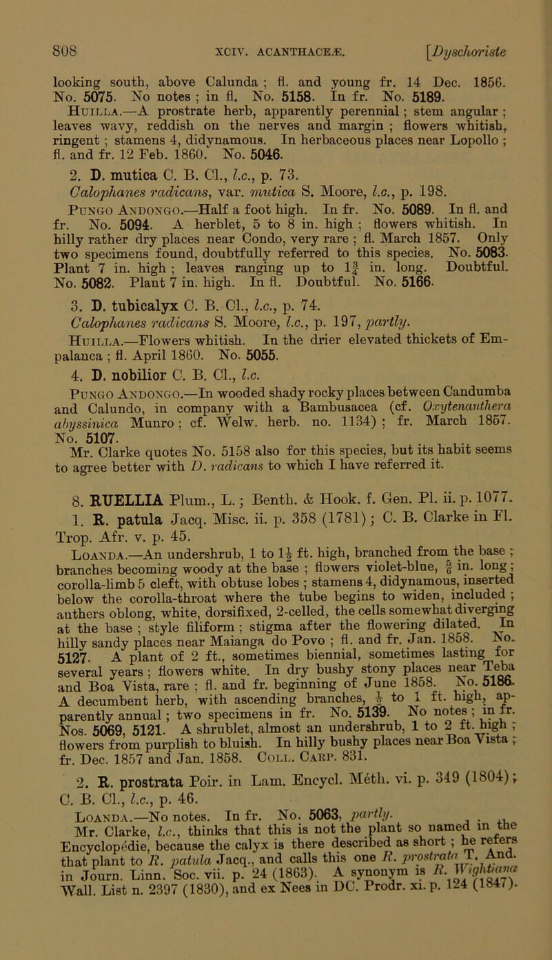 looking south, above Calunda ; fl. and young fr. 14 Dec. 1856. No. 5075. No notes ; in fl. No. 5158. In fr. No. 5189. Huilla.—A prostrate herb, apparently perennial; stem angular; leaves wavy, reddish on the nerves and margin ; flowers whitish, ringent ; stamens 4, didynamous. In herbaceous places near Lopollo ; fl. and fr. 12 Feb. 1860. No. 5046. 2. D. mutica C. B. Cl., l.c., p. 73. Cellophanes radicans, var. mutica S. Moore, l.c., p. 198. Pun go Andongo.—Half a foot high. In fr. No. 5089. In fl. and fr. No. 5094. A herblet, 5 to 8 in. high ; flowers whitish. In hilly rather dry places near Condo, very rare ; fl. March 1857. Only two specimens found, doubtfully referred to this species. No. 5083. Plant 7 in. high ; leaves ranging up to 1| in. long. Doubtful. No. 5082. Plant 7 in. high. In fl. Doubtful. No. 5166. 3. D. tubicalyx C. B. Cl., l.c., p. 74. Cellophanes radicans S. Moore, l.c., p. 197, partly. Huilla.—Flowers whitish. In the drier elevated thickets of Em- palanca ; fl. April 1860. No. 5055. 4. D. nobilior C. B. Cl., l.c. Pungo Andongo.—In wooded shady rocky places between Candumba and Calundo, in company with a Bambusacea (cf. Oxytenanthera ahyssinica Munro; cf. Welw. herb. no. 1134); fr. March 1857. No. 5107. , ,. Mr. Clarke quotes No. 5158 also for this species, but its habit seems to agree better with D. radicans to which I have referred it. 8. RUELLIA Plum., L.; Benth. & Hook. f. Gen. PI. ii. p. 1077. 1. R. patula Jacq. Misc. ii. p. 358 (1781) j C. B. Clarke in Fl. Trop. Afr. v. p. 45. Loanda.—An undershrub, 1 to 1J ft. high, branched from the base ; branches becoming woody at the base ; flowers violet-blue, g in. long; corolla-limb 5 cleft, with obtuse lobes ; stamens 4, didynamous, inserted below the corolla-throat where the tube begins to widen, included ; anthers oblong, white, dorsifixed, 2-celled, the cells somewhat diverging at the base ; style filiform ; stigma after the flowering dilated. In hilly sandy places near Maianga do Povo ; fl* and fr. Jan. 1858. 5127- A plant of 2 ft., sometimes biennial, sometimes lasting for several years ; flowers white. In dry bushy stony places near Teba and Boa Yista, rare ; fl. and fr. beginning of June 1858. No. 518b. A decumbent herb, with ascending branches, | to 1 ft. high, ap- parently annual; two specimens in fr. No. 5139. No notes ; in fr. Nos. 5069, 5121. A shrublet, almost an undershrub, 1 to 2 ft. high ; flowers from purplish to bluish. In hilly bushy places near Boa Yista , fr. Dec. 1857 and Jan. 1858. Coll. Cakp. 831. in Lam. Encycl. Metli. vi. p. 349 (1804) -T 2. R. prostrata Poir. C. B. Cl., l.c., p. 46. Luanda.—No notes. In fr. No. 5063. partly. . Mr. Clarke, l.c., thinks that this is not the plant so named in the Encyclopedic, because the calyx is there described as short ; he relers that plant to 11. patula Jacq., and calls this one R. prostmta T. And. in Journ. Linn. Soc. vii. p. 24 (1863). A synonym is R, \\ >ghbava Wall. List n. 2397 (1830), and ex Nees in DC. Prodr. xi. p. 1-4 (1847).