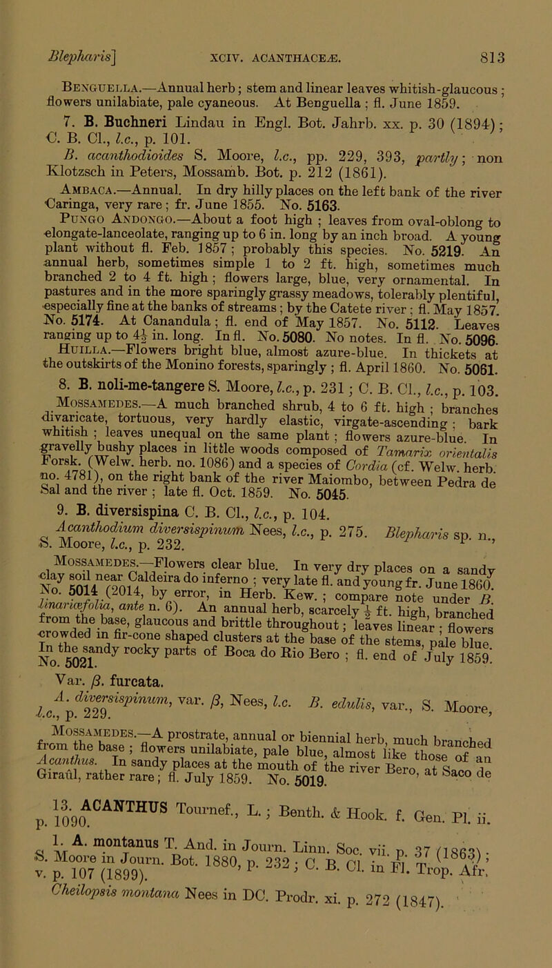 Bexguella.—Annual herb; stem and linear leaves whitish-glaucous ; flowers unilabiate, pale cyaneous. At Benguella ; fl. June 1859. 7. B. Buchneri Lindau in Engl. Bot. Jahrb. xx. p. 30 (1894); C. B. Cl., l.c., p. 101. B. acanthodioides S. Moore, l.c., pp. 229, 393, partly, non Klotzsch in Peters, Mossamb. Bot. p. 212 (1861). Ambaca.—Annual. In dry hilly places on the left bank of the river Caringa, very rare; fr. June 1855. No. 5163. Pungo Andongo.—About a foot high ; leaves from oval-oblong to elongate-lanceolate, ranging up to 6 in. long by an inch broad. A young plant without fl. Feb. 1857 ; probably this species. No. 5219. An annual herb, sometimes simple 1 to 2 ft. high, sometimes much branched 2 to 4 ft. high ; flowers large, blue, very ornamental. In pastures and in the more sparingly grassy meadows, tolerably plentiful, especially fine at the banks of streams; by the Catete river ; fl. May 1857! No. 5174. At Canandula; fl. end of May 1857. No. 5112 Leaves ranging up to 44 in. long. Infl. No. 5080. No notes. In fl. No. 5096- Huilla.—Flowers bright blue, almost azure-blue. In thickets at the outskirts of the Monino forests, sparingly ; fl. April 1860. No. 5061. 8. B. noli-me-tangere S. Moore, l.c., p. 231; C. B. Cl., l.c., p. 103. Mossamedes.—A much branched shrub, 4 to 6 ft. high ; branches divancate, tortuous, very hardly elastic, virgate-ascending ; bark whitish ; leaves unequal on the same plant ; flowers azure-blue In gravelly bushy places in little woods composed of Tamarix orientalis For8,kA(Welw-,her.b- no’ 1086) and a species of Cordia (cf. Welw. herb no 4781) on the right bank of the river Maiombo, between Pedra de Sal and the river ; late fl. Oct. 1859. No. 5045. 9. B. diversispina C. B. Cl., l.c., p. 104. Acanthodium diversispinum Nees, l.c., p. 275. Blepharis sp n S. Moore, l.c., p. 232. r ’ Mossamedes.—Flowers clear blue. In very dry places on a sindv Nny ^m1Anr9mC/1<!eirad0 inferno ; verylate andyoPungfr. June I8607 t. ‘ 6y error, in Herb. Kew. ; compare note under B itnancefolm, ante. n. 6). An annual herb, scarcely 4 ft. high, branched frn™ glauc°us a°d _bnttle throughout; leaves linear ; flowers crowded in fir-cone shaped clusters at the base of the stems, pale blue No 502L 7 7 PartS °f B°Ca d° Ri° Ber° ; end of July 1859! Var. (3. furcata. A. diversispinum, var. R, Nees, l.c. l.c., p. 229. Mossamedes.—A prostrate, annual or biennial herb much bmnnEo i 5?“^® baf ; flo7er« unilabiate, pale blue, almost like those ofan sasf9‘he riTOr Bero- •* Saco de p. 109aCANTHVS Tolunef- L- 5 * Hook. f. Gen. PI. ii. 1. A. montanus T And. in Jom-n. Linn. Soe. vii. „ 37 /1863v. Moore m Journ. Bot. 1880, p. 232 • C B Cl in Fl i 1 aY ’ v. p. 107 (1899). 1 ^ m 1]' TroP- Afr. Cheilopsis montana Nees in DC. Prodr. xi. p. 272 (1847). B. edulis, var., S. Moore,