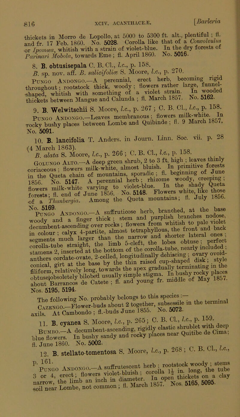 thickets in Morro de Lopollo, at 5000 to 5300 ft. alt., plentiful ; fl. and fr. 17 Feb. I860. No. 5028. Corolla like that of a Convolvulus or Ipomoea, whitish with a strain of violet-blue. In the dry forests of Parinari Mobola, towards Erne ; fl. April 1860. No. 5016. 8. B. obtusisepala C. B. Cl., l.c., p. 158. B. sp. nov. aff. B. salicifolice S. Moore, l.c., p. 2/0. Pungo AndONGO.—A perennial, erect herb, becoming rigid throughout; rootstock thick, woody ; flowers rather large, funnel- shaped, whitish with something of a violet strain. In wooded thickets between Mangue and Calunda ; fl. March 185/. No. 5162. 9. B. Welwitschii S. Moore, l.c., p. 267 ; C. B. Cl., l.c., p. 158. Pungo Andongo.—Leaves membranous; flowers m^k-white ln rocky bushy places between Lombe and Quibinde ; fl. 9 March lHo/. No. ‘5091. 10. B. lancifolia T. Anders, in Journ. Linn. Soc. vii. p. 28 (4 March 1863). B. cilata S. Moore, l.c., p. 266 ; C. B. Cl., l.c., p. 158 Ootungo Alto —A deep green shrub, 2 to 3 ft. high ; leaves thinly coriaceous^ flowers milk-white, almost bluish. In prim.Uve forests in the Queta chain of mountains, sporadic ; fl. beginning of June 1856 No. 5147. A perennial herb; rhizome woody, creeping, flowers milk-white varying to violet-blue. In the shady Queta forests; fl. end of June 1856. No. 5148. Flowers white like those of a Thunbergia. Among the Queta mountains, fl. July 1 N°Pungo Andongo.—A suffruticose herb, branched, at the base Nos. 5195, 5194. The following No. probably belongs to this species •— . CAZEhGO^-Flower-buds about 2 together, subs«sfle m the termma, axils. At Cambondo ; fl.-buds June 1855. No. 5072. 11 B cyanea S. Moore, l.c., p. 265; C. B. Cl., l.c., p. 159. fl. June 1860. No. 5002. 12. B. stellato-tomentosa S. Moore, l.c., p. 268; C. . •) -c-> Pungo Anuongo.-A suffru^cent 3 or 4, UKset; flowersmlmeter In open thickets on a claj a”rnSr“noLotmonn;dr£ch l857.P Nos. 5165. 5095.