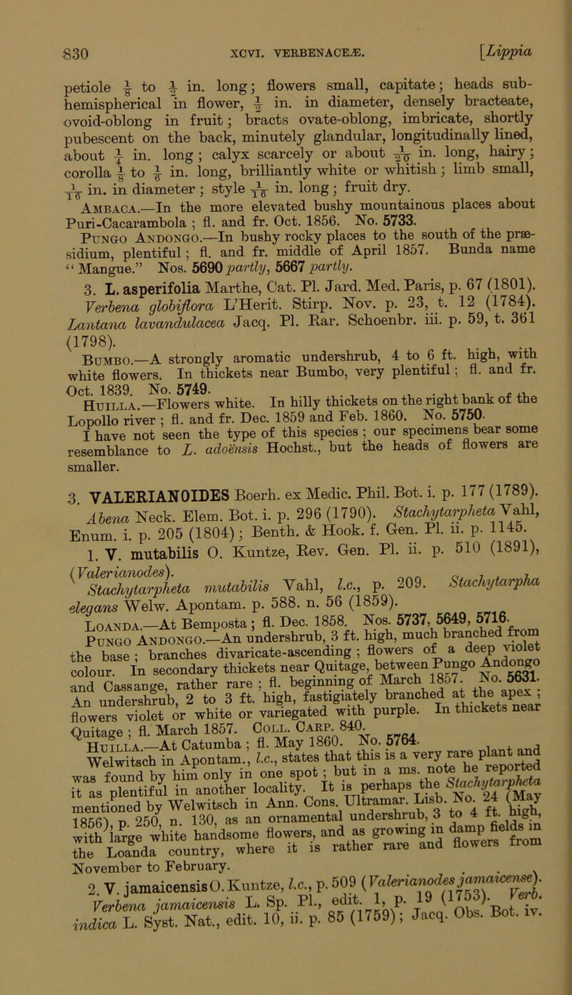 59, t. 361 high, with fl. and fr. petiole | to 1 in. long; flowers small, capitate; heads sub- hemispherical in flower, £ in. in diameter, densely bracteate, ovoid-oblong in fruit; bracts ovate-oblong, imbricate, shortly pubescent on the back, minutely glandular, longitudinally lined, about i in. long ; calyx scarcely or about Aq in. long, hairy; corolla £ to ^ in. long, brilliantly white or whitish ; limb small, in. in diameter ; style TV in. long ; fruit dry. Ambaca.-—In the more elevated bushy mountainous places about Puri-Cacarambola ; fl. and fr. Oct. 1856. No. 5733. Pungo Andongo.—In bushy rocky places to the south of the prse- sidium, plentiful; fl. and fr. middle of April 1857. Bunda name u Mangue.” Nos. 5690 partly, 5667 partly. 3. L. asperifolia Marthe, Cat. PI. Jard. Med. Paris, p. 67 (1801). Verbena globiflora L’Herit. Stirp. Nov. p. 23, t. 12 (1784). Lantana lavandulacea Jacq. PI. Par. Schoenbr. iii. p. (1798). Bumbo.—A strongly aromatic undershrub, 4 to 6 ft. white flowers. In thickets near Bumbo, very plentiful; Oct. 1839. No. 5749. , . , A ,, . , , , . . .. Huilla.—Flowers white. In hilly thickets on the right bank of the Lopollo river ; fl. and fr. Dec. 1859 and Feb. 1860. No. 5750- I have not seen the type of this species ; our specimens bear some resemblance to L. adoensis Hochst., but the heads of flowers are smaller. 3. VALERIANOIDES Boerh. ex Medic. Phil. Bot. i. p. 177 (1789). ’ Alena Neck. Elem. Bot. i. p. 296 (1790). Stachytarpheta Vahl, Enum. i. p. 205 (1804); Benth. & Hook. f. Gen. PI. n. p- 1145. 1. V. mutabilis O. Kuntze, Rev. Gen. PI. ii- p. 510 (1891), {liZTyta,yheta mutabilis Vahl, U., p. 209. Stachytarpha elegans Welw. Apontam. p. 588. n. 56 (1859). Loanda.—At Bemposta; fl. Dec. 1858. Nos. 5737, 5649, 5716- Pungo Andongo.—-An undershrub, 3 ft. high, much branched from the base ; branches divaricate-ascending ; flowers of a deep vio e colour. In secondary thickets near Quitage between Pungo Andongo and Cassange, rather rare ; fl beginning of March 1857. No. 5631. An undershrub, 2 to 3 ft. high, fastigiately branched at the apex , flowers violet or white or variegated with purple. In thickets near Ouitage ; fl. March 1857. Coll. Carp. 840. Wel^tech in Apontam.', STetpIsO a tTamen.»i?Stob, 3 to 4 ft. high, handsome flower., and a, growing in tapMm the Loanda country, where it is rather rare and flowers from November to February. , . 2. V.jamaicensiSO.K„„t«,U Verbena lamaicensis L. bp. Fl-> ecllt- D P- \ ) .