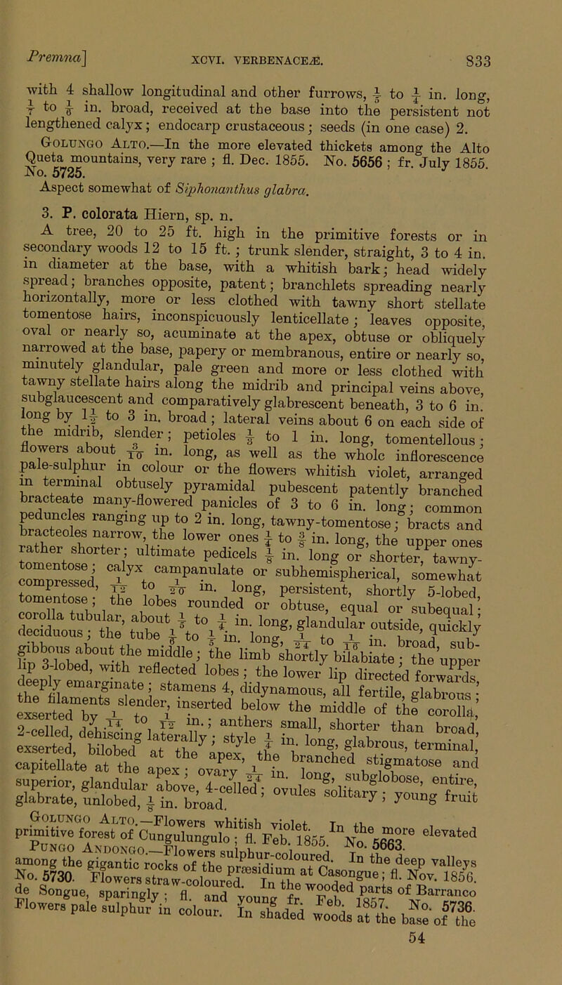 with 4 shallow longitudinal and other furrows, i to i in. long, r to £ in. broad, received at the base into the persistent not lengthened calyx; endocarp crustaceous; seeds (in one case) 2. Golungo Alto.—In the more elevated thickets among the Alto Queta mountains, very rare ; fl. Dec. 1855. No. 5656 ; fr. July 1855. A o. 5725. Aspect somewhat of Siphojiantlius glabra. 3. P. colorata Hiern, sp. n. A tree, 20 to 25 ft. high in the primitive forests or in secondary woods 12 to 15 ft. ; trunk slender, straight, 3 to 4 in. in diameter at the base, with a whitish bark; head widely spread, branches opposite, patent; branchlets spreading nearly horizontally, more or less clothed with tawny short stellate tomentose hairs, inconspicuously lenticellate; leaves opposite oval or nearly so, acuminate at the apex, obtuse or obliquely narrowed at the base, papery or membranous, entire or nearly so, minutely glandular, pale green and more or less clothed with tawny stellate hams along the midrib and principal veins above subglaucescent and comparatively glabrescent beneath, 3 to 6 in! °ng by h~ t° 3 in. broad ; lateral veins about 6 on each side of ie mi ri , s ender; petioles j to 1 in. long, tomentellous; weis a ou . in. long, as well as the whole inflorescence pale-sulphur m colour or the flowers whitish violet, arranged in terminal obtusely pyramidal pubescent patently branched bracteate many-flowered panicles of 3 to 6 in. long; common WiTT ranglng t(? 2 in- lon8'> tawny-tomentose; bracts and bracteoles narrow the lower ones * to f in. long, the upper ones 7 1 [JC,dicels i lo“g °r shorted tawny- SmnreSed or hemispherical, somewhat tomentose^;' £ gibbons about the middle; the limb'IhStybiSb 1 TheCm- I p 3-lobed, with reflected lobes ; the lower- lip directed forward deeply emargmate; stamens 4, didynamous, all fertile glabrous •’ etrteTrA T„der; »5,’ eSrted Stjle i glabrous, term ill aieb^e atexth6ovTy ’ ^ ^ primitive “forelt of'Cungnungui?f1855'»?*£ eleTated No. 5730. »- Nov. 1856. de Songue, sparingly; fl. and young fr Feb ^ 857 Flowers pale sulphur in colour, in shaded woods Ifthe bfse oftbe 54
