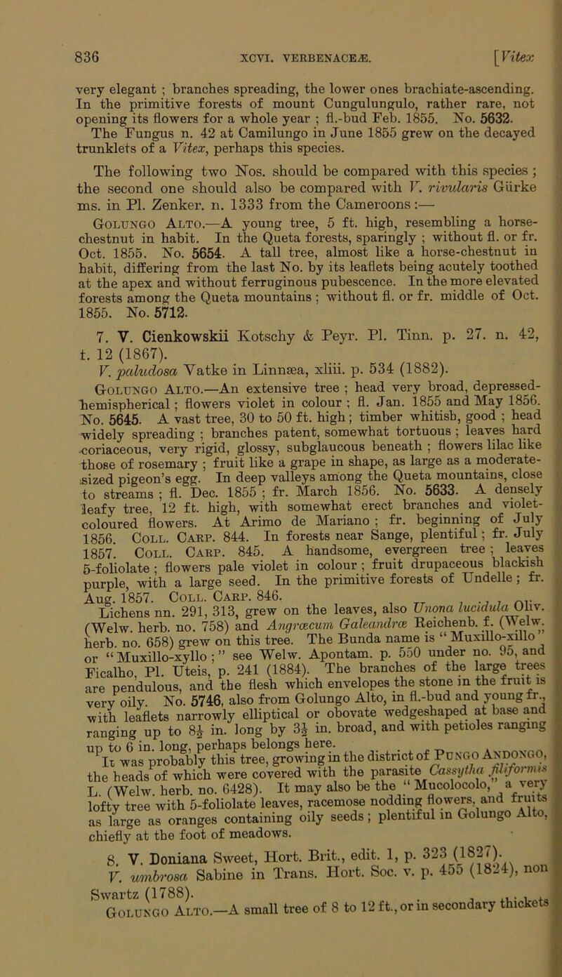 very elegant ; branches spreading, the lower ones brachiate-ascending. In the primitive forests of mount Cungulungulo, rather rare, not opening its flowers for a whole year ; fl.-bud Feb. 1855. No. 5632- The Fungus n. 42 at Camilungo in June 1855 grew on the decayed trunklets of a Vitex, perhaps this species. The following two Nos. should be compared with this species ; the second one should also be compared with V. rivularis Giirke ms. in PI. Zenker, n. 1333 from the Cameroons:— Golungo Alto.—A young tree, 5 ft. high, resembling a horse- chestnut in habit. In the Queta forests, sparingly ; without fl. or fr. Oct. 1855. No. 5654. A tall tree, almost like a horse-chestnut in habit, differing from the last No. by its leaflets being acutely toothed at the apex and without ferruginous pubescence. In the more elevated forests among the Queta mountains ; without fl. or fr. middle of Oct. 1855. No. 5712. 7. V. Cienkowskii Ivotschy & Peyr. PI. Tinn. p. 27. n. 42, t. 12 (1867). V. pctludosa Yatke in Linnsea, xliii. p. 534 (1882). Golungo Alto.—An extensive tree ; head very broad, depressed- hemispherical ; flowers violet in colour ; fl. Jan. 1855 and May 1856. No. 5645. A vast tree, 30 to 50 ft. high ; timber whitish, good ; head widely spreading ; branches patent, somewhat tortuous; leaves hard coriaceous, very rigid, glossy, subglaucous beneath ; flowers lilac like those of rosemary ; fruit like a grape in shape, as large as a moderate- ;Sized pigeon’s egg. In deep valleys among the Queta mountains, close to streams ; fl. Dec. 1855 ; fr. March 1856. No. 5633. A densely leafy tree, 12 ft. high, with somewhat erect branches and violet- coloured flowers. At Arimo de Mariano ; fr. beginning of July 1856 Coll. Carp. 844. In forests near Sange, plentiful; fr. July 1857* Coll. Carp. 845. A handsome, evergreen tree ; leaves 5-foliolate; flowers pale violet in colour; fruit drupaceous blackish purple, with a large seed. In the primitive forests of Undelle; fr. Aug. 1857. Coll. Carp. 846. . _r Lichens nn. 291, 313, grew on the leaves, also Unona lucidulaOhv. (Welw. herb. no. 758) and Angrcecum Galeandras Reichenb. f. (Welw. herb. no. 658) grew on this tree. The Bunda name is ‘ Muxillo-xulo or “ Muxillo-xyllo ; ” see Welw. Apontam. p. 550 under no. 95, and Ficalho, PI. Uteis, p. 241 (1884). The branches of the large trees are pendulous, and the flesh which envelopes the stone in the fruit is very oily. No. 5746, also from Golungo Alto, in fl.-bud and young fr with leaflets narrowly elliptical or obovate wedgeshaped at base and ranging up to 8} in. long by 3£ in. broad, and with petioles ranging un to 6 in. long, perhaps belongs here. „ ^ h was probably this tree, growing in the district of Pcngo Andongo, the heads of which were covered with the parasite Cassytha L (Welw herb. no. 6428). It may also be the Mucolocolo, a very lofty tree with 5-foliolate leaves, racemose nodding flowers, and fruits as large as oranges containing oily seeds; plentiful in Golungo A , chiefly at the foot of meadows. 8 V. Doniana Sweet, Hort. Brit., edit. 1, p. 323 (1827). V. umbrosa Sabine in Trans. Hort. Soc. v. p. 455 (1824), non Swartz (1788). ,. , , Golungo Alto.—A small tree of 8 to 12 ft., or in secondary thickets
