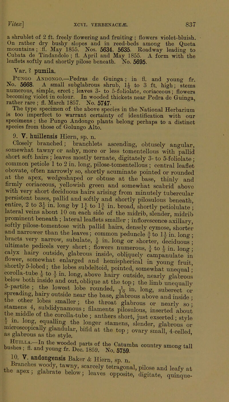 a shrublet of 2 ft. freely flowering and fruiting ; flowers violet-bluish. On rather dry bushy slopes and in reed-beds among the Queta mountains ; .fl. May 1855. Nos. 5634, 5635- Roadway leading to Cubata de Tindandolo ; fl. April and May 1855. A form with the leaflets softly and shortly pilose beneath. No. 5695. Var. ? pumila. Pungo Andongo.—Pedras de Guinga ; in fl. and young fr. No. 5668. A small subglabrous shrub, 1£ to 3 ft. high; stems numerous, simple, erect; leaves 3- to 5-foliolate, coriaceous; flowers becoming violet in colour. In wooded thickets near Pedra de Guinga rather rare ; fl. March 1857. No. 5747- The type specimen of the above species in the National Herbarium is too imperfect to warrant certainty of identification with our specimens ; the Pungo Andongo plants belong perhaps to a distinct species from those of Golungo Alto. 9. V. huillensis Hiern, sp. n. Closely branched; branchlets ascending, obtusely angular, somewhat tawny or ashy, more or less tomentellous with pallid short soft hairs; leaves mostly ternate, digitately 3- to 5-foliolate; common petiole 1 to 2 in. long, pilose-tomentellous ; central leaflet obovate, often narrowly so, shortly acuminate pointed or rounded at the apex, wedgeshaped or obtuse at the base, thinly and firmly coriaceous, yellowish green and somewhat scabrid above with very short deciduous hairs arising from minutely tubercular persistent bases, pallid and softly and shortly pilosulous beneath, entire 2 to 3f in. long by If to If in. broad, shortly petiolulate lateral veins about 10 on each side of the midrib, slender, midrib piominent beneath ; lateral leaflets smaller ; inflorescence axillary softly pilose-tomentose with pallid hairs, densely cymose, shorter and narrower than the leaves; common peduncle f to 1-t in. long • bracts very narrow, subulate, f in. long or shorter, deciduous • ultimate pedicels very short; flowers numerous, f to l in. long • calyx hairy outside, glabrous inside, obliquely campanulate in flower, somewhat enlarged and hemispherical in young fruit shortly 5-lobed; the lobes subdeltoid, pointed, somewhat unequal; corolla-tube F k> T m. long, above hairy outside, nearly glabrous below both inside and out, oblique at the top ; the limb unequally 5-partite; the lowest lobe rounded, r\ in. long, suberect or spieading, hairy outside near the base, glabrous above and inside • the other lobes smaller; the throat glabrous or nearly so • thae^hl%t^r+bBdldynai1f0USi: filaments Pilosulous, inserted about he middle of the corolla-tube ; anthers short, just exserted; style n' long’ squalling the longer stamens, slender, glabrous or microscopically glandular, bifid at the top ; ovary small, 4-celled as glabrous as the style. 3 ’ ’ Huilla—In the wooded parts of the Catumba country anions tall bushes ; fl. and young fr. Dec. 1859. No. 5759. 7 g aU 10. V. andongensis Baker & Hiern, sp. n the S0“,rcely tetragonal, pilose and leafy at the apex, glabrate below; leaves opposite, digitate, quinque-
