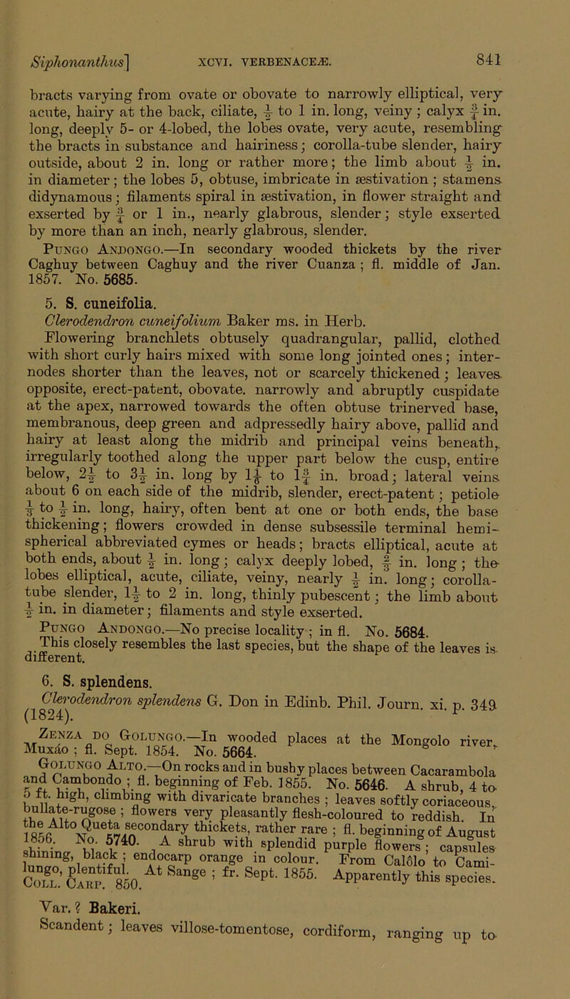 bracts varying from ovate or obovate to narrowly elliptical, very- acute, hairy at the back, ciliate, ^ to 1 in. long, veiny ; calyx f in. long, deeply 5- or 4-lobed, the lobes ovate, very acute, resembling the bracts in substance and hairiness; corolla-tube slender, hairy outside, about 2 in. long or rather more; the limb about i in. in diameter; the lobes 5, obtuse, imbricate in aestivation; stamens didynamous; filaments spiral in aestivation, in flower straight and exserted by f- or 1 in., nearly glabrous, slender; style exserted by more than an inch, nearly glabrous, slender. Pungo Andongo.—In secondary wooded thickets by the river Caghuy between Caghuy and the river Cuanza ; fl. middle of Jan. 1857. No. 5685. 5. S. cuneifolia. Clerodendron cuneifolium Baker ms. in Herb. Flowering branchlets obtusely quadrangular, pallid, clothed with short curly hairs mixed with some long jointed ones; inter- nodes shorter than the leaves, not or scarcely thickened ; leaves, opposite, erect-patent, obovate. narrowly and abruptly cuspidate at the apex, narrowed towards the often obtuse trinerved base, membranous, deep green and adpressedly hairy above, pallid and hairy at least along the midrib and principal veins beneath,, irregularly toothed along the upper part below the cusp, entire below, 24- to in. long by 1|- to 1J in. broad; lateral veins about 6 on each side of the midrib, slender, erect-patent; petiole i to i in. long, hairy, often bent at one or both ends, the base thickening; flowers crowded in dense subsessile terminal hemi- spherical abbreviated cymes or heads; bracts elliptical, acute at both ends, about i in. long; calyx deeply lobed, in. long ; the- lobes elliptical, acute, ciliate, veiny, nearly 4 in. long; corolla- tube slender, 1-| to 2 in. long, thinly pubescent; the limb about 4 in. in diameter; filaments and style exserted. Pungo Andongo.—No precise locality ; in fl. No. 5684. This closely resembles the last species, but the shape of the leaves is different. 6. S. splendens. Clerodendron splendens G. Don in Edinb. Phil (1824). Journ. xi. p. 349 places at the Mongolo river. Zenza do Golungo.—In wooded Mux4o ; fl. Sept. 1854. No. 5664. Golungo Alto.—On rocks and in bushy places between Cacarambola and Cambondo ; fl. beginning of Feb. 1855. No. 5646- A shrub, 4 to i' cllInbmg with divaricate branches ; leaves softly coriaceous buJkte-rugose ; flowers very pleasantly flesh-coloured to reddish In the AUoQueta secondary thickets, rather rare ; fl. beginning of August l740- iA Shrub Wlth sPlendid Purple flowers ; capsules shining, black ; endocarp orange m colour. From CalSlo to Cami- S“ge ; ^ SePt 18M' APParen^y this species. Var. ? Bakeri. Scandent; leaves villose-tomentose, cordiform, ranging up to-
