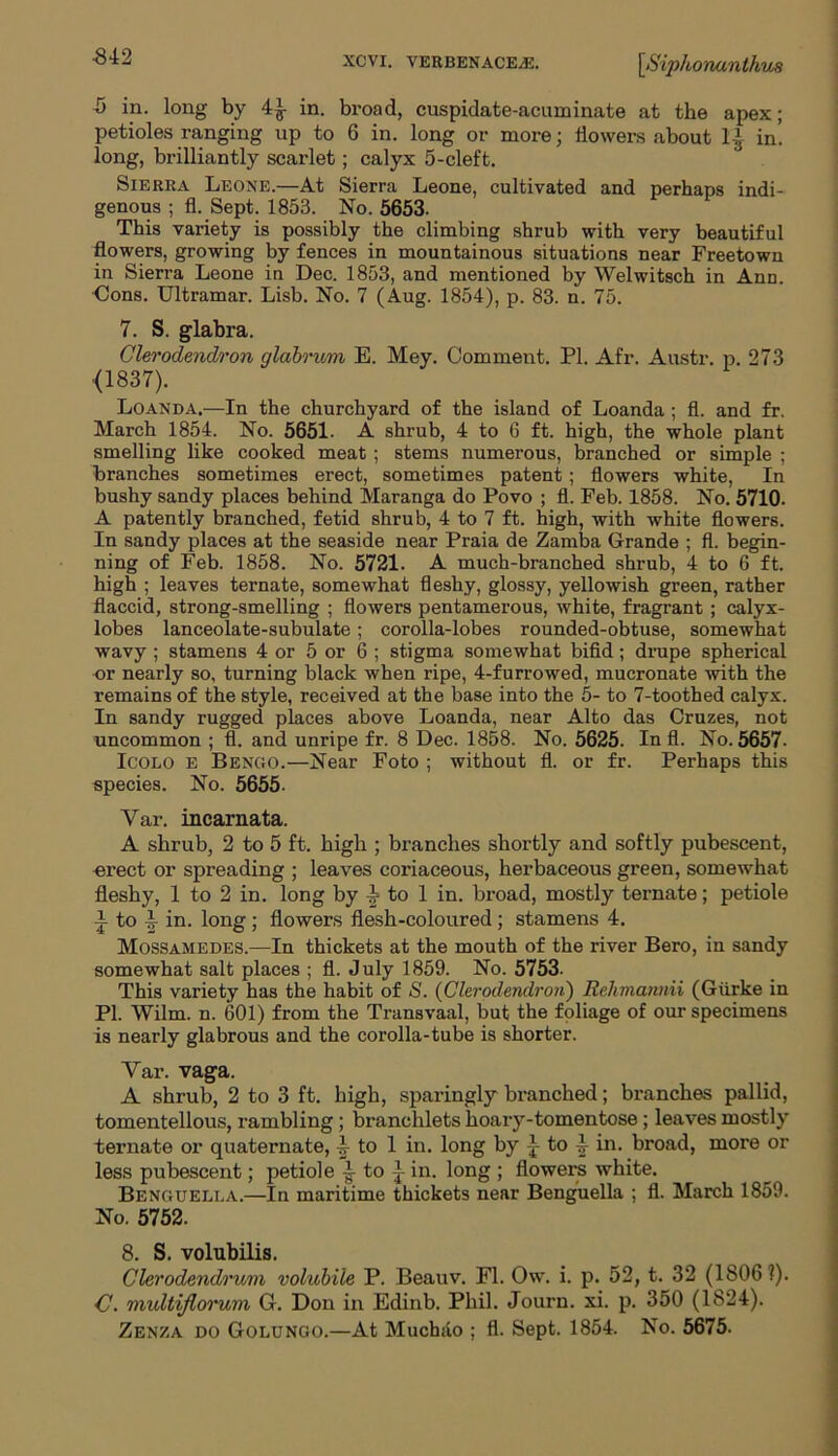 ■842 5 in. long by 4£ in. broad, cuspidate-acuminate at the apex; petioles ranging up to 6 in. long or more; flowers about in! long, brilliantly scarlet; calyx 5-cleft. Sierra Leone.—At Sierra Leone, cultivated and perhaps indi- genous ; fl. Sept. 1853. No. 5653. This variety is possibly the climbing shrub with very beautiful flowers, growing by fences in mountainous situations near Freetown in Sierra Leone in Dec. 1853, and mentioned by Welwitsch in Ann. Cons. Ultramar. Lisb. No. 7 (Aug. 1854), p. 83. n. 75. 7. S. glabra. Clerodendron glabrvm E. Mey. Comment. PI. Afr. Austr. p. 273 (1837). Loanda.—In the churchyard of the island of Loanda ; fl. and fr. March 1854. No. 5651. A shrub, 4 to 6 ft. high, the whole plant smelling like cooked meat ; stems numerous, branched or simple ; branches sometimes erect, sometimes patent ; flowers white, In bushy sandy places behind Maranga do Povo ; fl. Feb. 1858. No. 5710. A patently branched, fetid shrub, 4 to 7 ft. high, with white flowers. In sandy places at the seaside near Praia de Zamba Grande ; fl. begin- ning of Feb. 1858. No. 5721. A much-branched shrub, 4 to 6 ft. high ; leaves ternate, somewhat fleshy, glossy, yellowish green, rather flaccid, strong-smelling ; flowers pentamerous, white, fragrant; calyx- lobes lanceolate-subulate; corolla-lobes rounded-obtuse, somewhat wavy ; stamens 4 or 5 or 6 ; stigma somewhat bifid; drupe spherical or nearly so, turning black when ripe, 4-furrowed, mucronate with the remains of the style, received at the base into the 5- to 7-toothed calyx. In sandy rugged places above Loanda, near Alto das Cruzes, not uncommon ; fl. and unripe fr. 8 Dec. 1858. No. 5625. In fl. No. 5657- Icolo E Bengo.—Near Foto ; without fl. or fr. Perhaps this species. No. 5655. Var. incarnata. A shrub, 2 to 5 ft. high ; branches shortly and softly pubescent, erect or spreading ; leaves coriaceous, herbaceous green, somewhat fleshy, 1 to 2 in. long by L to 1 in. broad, mostly ternate; petiole L to ^ in. long; flowers flesh-coloured; stamens 4. Mossamedes.—In thickets at the mouth of the river Bero, in sandy somewhat salt places ; fl. July 1859. No. 5753. This variety has the habit of S. (Clerodendron) Rehmannii (Giirke in PI. Wilm. n. 601) from the Transvaal, but the foliage of our specimens is nearly glabrous and the corolla-tube is shorter. Var. vaga. A shrub, 2 to 3 ft. high, sparingly branched; branches pallid, tomentellous, rambling; branchlets hoary-tomentose; leaves mostly ternate or quaternate, ^ to 1 in. long by \ to in. broad, more or less pubescent; petiole to j in. long ; flowers white. Benguella.—In maritime thickets near Benguella ; fl. March 1859. No. 5752. 8. S. volubilis. Clerodendrum volubile P. Beauv. Fl. Ow. i. p. 52, t. 32 (18061). <7. wmltijlorum G. Don in Edinb. Phil. Journ. xi. p. 350 (1824). Zenza do Golungo.—At Muchao ; fl. Sept. 1854. No. 5675.