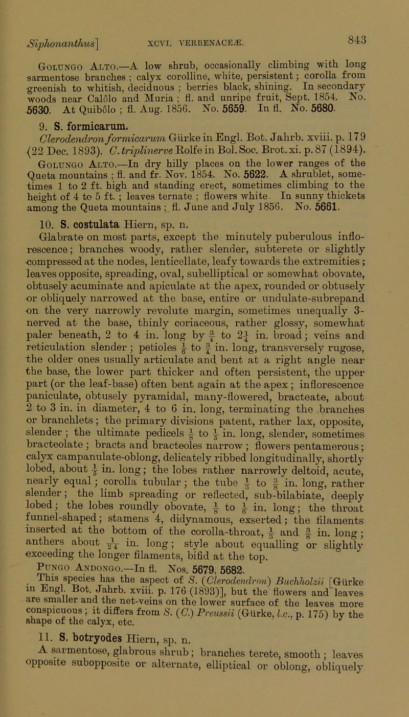 Golungo Alto.—A low shrub, occasionally climbing with long sarmentose branches ; calyx corolline, white, persistent; corolla from greenish to whitish, deciduous ; berries black, shining. In secondary woods near Calolo and Muria ; fl. and unripe fruit, Sept. 1854. No. 5630. At Quibolo ; fl. Aug. 1856. No. 5659. In fl. No. 5680. 9. S. formicarum. Clerodendronformicaruvi Giii'keinEngl. Bot. Jahrb. xviii. p. 179 (22 Dec. 1893). GJr^Mie?u>eRolfeinBol.Soc. Brot.xi. p.87 (1894). Golungo Alto.—In dry hilly places on the lower ranges of the Queta mountains ; fl. and fr. Nov. 1854. No. 5622. A shrublet, some- times 1 to 2 ft. high and standing erect, sometimes climbing to the height of 4 to 5 ft. ; leaves ternate ; flowers white. In sunny thickets among the Queta mountains ; fl. June and July 1856. No. 5661. 10. S. costulata Hiern, sp. n. Glabrate on most parts, except the minutely puberulous inflo- rescence; branches woody, rather slender, subterete or slightly •compressed at the nodes, lenticellate, leafy towards the extremities; leaves opposite, spreading, oval, subelliptical or somewhat obovate, obtusely acuminate and apiculate at the apex, rounded or obtusely -or obliquely narrowed at the base, entire or undulate-subrepand on the very narrowly revolute margin, sometimes unequally 3- nerved at the base, thinly coriaceous, rather glossy, somewhat paler beneath, 2 to 4 in. long by to 2| in. broad; veins and reticulation slender; petioles ^ to f- in. long, transversely rugose, the older ones usually articulate and bent at a right angle near the base, the lower part thicker and often persistent, the upper part (or the leaf-base) often bent again at the apex ; inflorescence paniculate, obtusely pyramidal, many-flowered, bracteate, about 2 to 3 in. in diameter, 4 to 6 in. long, terminating the branches or branchlets; the primary divisions patent, rather lax, opposite, slender; the ultimate pedicels i to i- in. long, slender, sometimes bracteolate ; bracts and bracteoles narrow ; flowers pentamerous; calyx campanulate-oblong, delicately ribbed longitudinally, shortly lobed, about 4 in. long; the lobes rather narrowly deltoid, acute, nearly equal • corolla tubular; the tube i to in. long, rather slender; the limb spreading or reflected, sub-bilabiate, deeply lobed; the lobes roundly obovate, A to ^ in. long; the throat funnel-shaped; stamens 4, didynamous, exserted; the filaments inserted at the bottom of the coi’olla-throat, and in. long ; anthers about in. long; style about equalling or slightly exceeding the longer filaments, bifid at the top. Pungo Andongo.—In fl. Nos. 5679, 5682. Phis species has the aspect of S. (Clerodendron) Buchholzii TGiirke in Engl Bot Jahrb. xviii. p. 176 (1893)], but the flowers and leaves are smaller and the net-veins on the lower surface of the leaves more conspicuous ; it differs from S. (C.) Preussii (Giirke, l.c., p. 175) by the shape of the calyx, etc. 11. S. botryodes Hiern, sp. n. A sarmentose, glabrous shrub; branches terete, smooth ; leaves opposite subopposite or alternate, elliptical or oblong, obliquely