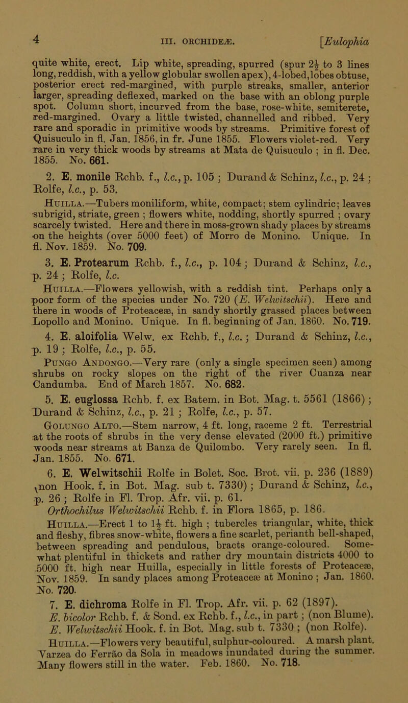 quite white, erect. Lip white, spreading, spurred (spur 2£ to 3 lines long, reddish, with a yellow globular swollen apex), 4-lobed,lobes obtuse, posterior erect red-margined, with purple streaks, smaller, anterior larger, spreading deflexed, marked on the base with an oblong purple spot. Column short, incurved from the base, rose-white, semiterete, red-margined. Ovary a little twisted, channelled and ribbed. Very rare and sporadic in primitive woods by streams. Primitive forest of Quisuculo in ft. Jan. 1856, in fr. June 1855. Flowers violet-red. Very rare in very thick woods by streams at Mata de Quisuculo ; in fl. Dec. 1855. No. 661. 2. E. monile Rchb. f., l.c., p. 105 ; Durand & Schinz, l.c., p. 24 ; Rolfe, l.c., p. 53. Huilla.—Tubers moniliform, white, compact; stem cylindric; leaves •subrigid, striate, green ; flowers white, nodding, shortly spurred ; ovary scarcely twisted. Here and there in moss-grown shady places by streams on the heights (over 5000 feet) of Morro de Monino. Unique. In fl. Nov. 1859. No. 709. 3. E. Protearum Rchb. f., l.c., p. 104; Durand & Schinz, l.c., p. 24; Rolfe, l.c. Huilla.—Flowers yellowish, with a reddish tint. Perhaps only a poor form of the species under No. 720 (E. Welwitschii). Here and there in woods of Proteaceae, in sandy shortly grassed places between Lopollo and Monino. Unique. In fl. beginning of Jan. 1860. No. 719. 4. E. aloifolia Welw. ex Rchb. f., l.c.; Durand & Schinz, l.c., p. 19 ; Rolfe, l.c., p. 55. PuNGO AndongO.—Very rare (only a single specimen seen) among shrubs on rocky slopes on the right of the river Cuanza near Candumba. End of March 1857. No. 682. 5. E. euglossa Rchb. f. ex Batem. in Bot. Mag. t. 5561 (1866); Durand & Schinz, l.c., p. 21 ; Rolfe, l.c., p. 57. Golungo Alto.—Stem narrow, 4 ft. long, raceme 2 ft. Terrestrial at the roots of shrubs in the very dense elevated (2000 ft.) primitive woods near streams at Banza de Quilombo. Very rarely seen. In fl. Jan. 1855. No. 671. 6. E. Welwitschii Rolfe in Bolet. Soc. Brot. vii. p. 236 (1889) ^non Hook. f. in Bot. Mag. sub t. 7330); Durand & Schinz, l.c., p. 26 ; Rolfe in Fl. Trop. Afr. vii. p. 61. Orthochilus Welwitschii Rchb. f. in Flora 1865, p. 186. Huilla.—Erect 1 to l£ ft. high ; tubercles triangular, white, thick and fleshy, fibres snow-white, flowers a fine scarlet, perianth hell-shaped, between spreading and pendulous, bracts orange-coloured. Some- what plentiful in thickets and rather dry mountain districts 4000 to 5000 ft. high near Huilla, especially in little forests of Proteaceas, Nov. 1859. In sandy places among Proteaceae at Monino ; Jan. 1860. No. 720. 7. E. dichroma Rolfe in Fl. Trop. Afr. vii. p. 62 (1897). E. bicolor Rchb. f. & Sond. ex Rchb. f., l.c., in part; (non Blume). E. Welwitschii Hook. f. in Bot. Mag. sub t. 1330 ; (non Rolfe). Huilla.—Flowers very beautiful, sulphur-coloured. A marsh plant. Varzea do Ferrao da Sola in meadows inundated during the summer. Many flowers still in the water. Feb. 1860. No. 718.