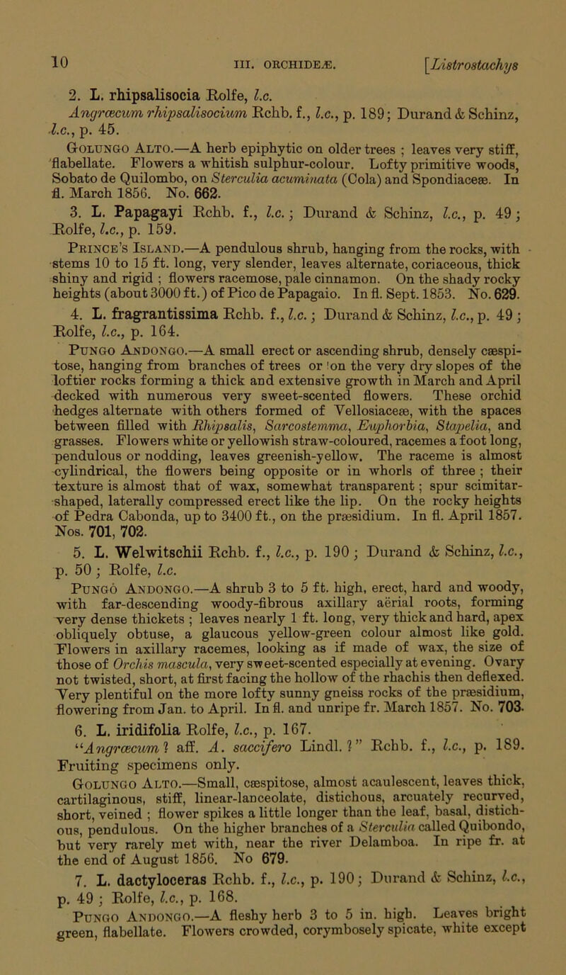 2. L. rhipsalisocia Rolfe, l.c. Angrcecum rhipsalisocvwm Rchb. f., l.c., p. 189; Durand & Schinz, ■l.c., p. 45. Golungo Alto.—A herb epiphytic on older trees ; leaves very stiff, flabellate. Flowers a whitish sulphur-colour. Lofty primitive woods, Sobato de Quilombo, on Sterculia acuminata (Cola) and Spondiacese. In fl. March 1856. No. 662. 3. L. Papagayi Rchb. f., l.c.; Durand & Schinz, l.c., p. 49; Rolfe, l.c., p. 159. Prince's Island.—A pendulous shrub, hanging from the rocks, with stems 10 to 15 ft. long, very slender, leaves alternate, coriaceous, thick shiny and rigid ; flowers racemose, pale cinnamon. On the shady rocky heights (about 3000 f t.) of Pico de Papagaio. In fl. Sept. 1853. No. 629. 4. L. fragrantissima Rchb. f., l.c.; Durand & Schinz, l.c., p. 49 ; Rolfe, l.c., p. 164. Pungo An don go.—A small erect or ascending shrub, densely csespi- tose, hanging from branches of trees or'on the very dry slopes of the loftier rocks forming a thick and extensive growth in March and April decked with numerous very sweet-scented flowers. These orchid hedges alternate with others formed of Yellosiaceae, with the spaces between filled with Rliipsalis, Sarcostemma, Euphorbia, Stapelia, and grasses. Flowers white or yellowish straw-coloured, racemes a foot long, pendulous or nodding, leaves greenish-yellow. The raceme is almost cylindrical, the flowers being opposite or in whorls of three ; their texture is almost that of wax, somewhat transparent; spur scimitar- shaped, laterally compressed erect like the lip. On the rocky heights of Pedra Cabonda, up to 3400 ft., on the prsesidium. In fl. April 1857. Nos. 701, 702. 5. L. Welwitschii Rchb. f., l.c., p. 190 ; Durand & Schinz, l.c., p. 50 ; Rolfe, l.c. Pungo Andongo.—A shrub 3 to 5 ft. high, erect, hard and woody, with far-descending woody-fibrous axillary aerial roots, forming very dense thickets ; leaves nearly 1 ft. long, very thick and hard, apex obliquely obtuse, a glaucous yellow-green colour almost like gold. Flowers in axillary racemes, looking as if made of wax, the size of those of Orchis mascula, very sweet-scented especially at evening. Ovary not twisted, short, at first facing the hollow of the rhachis then deflexed. Yery plentiful on the more lofty sunny gneiss rocks of the prsesidium, flowering from Jan. to April. In fl. and unripe fr. March 1857. No. 703. 6. L. iridifolia Rolfe, l.c., p. 167. “Angrcecum 1 aff. A. saccifero Lindl. 1” Rchb. f., l.c., p. 189. Fruiting specimens only. Golungo Alto.—Small, csespitose, almost acaulescent, leaves thick, cartilaginous, stiff, linear-lanceolate, distichous, arcuately recurved, short, veined ; flower spikes a little longer than the leaf, basal, distich- ous, pendulous. On the higher branches of a Sterculia called Quibondo, but very rarely met with, near the river Delamboa. In ripe fr. at the end of August 1856. No 679. 7. L. dactyloceras Rchb. f., l.c., p. 190; Durand & Schinz, l.c., p. 49 ; Rolfe, l.c., p. 168. Pungo Andongo.—A fleshy herb 3 to 5 in. high. Leaves bright green, flabellate. Flowers crowded, corymbosely spicate, white except