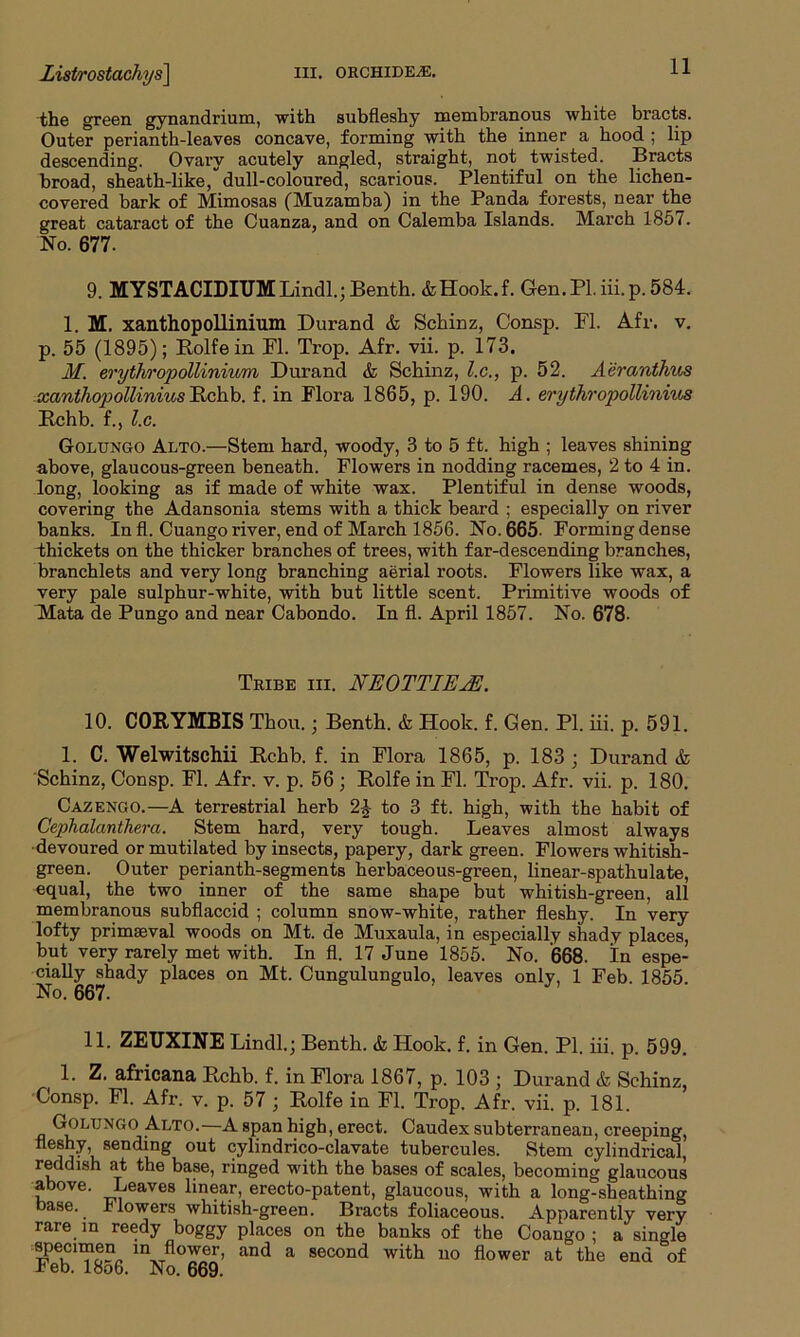 Listrostachys\ hi. orchide^e. li- the green gynandrium, with subfleshy membranous white bracts. Outer perianth-leaves concave, forming with the inner a hood ; lip descending. Ovary acutely angled, straight, not twisted. Bracts broad, sheath-like, dull-coloured, scarious. Plentiful on the lichen- covered bark of Mimosas (Muzamba) in the Panda forests, near the great cataract of the Cuanza, and on Calemba Islands. March 1851. No. 677. 9. MYSTACIDITJMLindl.;Benth. &Hook.f. Gen.Pl. iii.p. 584. 1. M. xanthopollinium Durand & Schinz, Consp. FI. Afr. v. p. 55 (1895); Rolfe in FI. Trop. Afr. vii. p. 173. M. erythropolliniwm Durand & Schinz, lx., p. 52. Aeranthus xanihopolliniusE*chb. f. in Flora 1865, p. 190. A. erythropollinius Rchb. f., l.c. Golungo Alto.—Stem hard, woody, 3 to 5 ft. high ; leaves shining above, glaucous-green beneath. Flowers in nodding racemes, 2 to 4 in. long, looking as if made of white wax. Plentiful in dense woods, covering the Adansonia stems with a thick beard ; especially on river banks. In fl. Cuango river, end of March 1856. No. 665- Forming dense thickets on the thicker branches of trees, with far-descending branches, branchlets and very long branching aerial roots. Flowers like wax, a very pale sulphur-white, with but little scent. Primitive woods of Mata de Pungo and near Cabondo. In fl. April 1857. No. 678- Tribe hi. NEOTTIEjE. 10. CORYMBIS Thou.; Benth. & Hook. f. Gen. PI. iii. p. 591. 1. C. Welwitschii Rchb. f. in Flora 1865, p. 183 ; Durand & Schinz, Consp. Fl. Afr. v. p. 56 ; Rolfe in Fl. Trop. Afr. vii. p. 180. Cazengo.—A terrestrial herb 24 to 3 ft. high, with the habit of Cephalanthera. Stem hard, very tough. Leaves almost always devoured or mutilated by insects, papery, dark green. Flowers whitish- green. Outer perianth-segments herbaceous-green, linear-spathulate, equal, the two inner of the same shape but whitish-green, all membranous subflaccid ; column snow-white, rather fleshy. In very lofty primaeval woods on Mt. de Muxaula, in especially shady places, but very rarely met with. In fl. 17 June 1855. No. 668- In espe- cially shady places on Mt. Cungulungulo, leaves only, 1 Feb. 1855. No. 667. 11. ZEUXINE Lindl.; Benth. & Hook. f. in Gen. PI. iii. p. 599. 1. Z. africana Rchb. f. in Flora 1867, p. 103 ; Durand & Schinz, Consp. Fl. Afr. v. p. 57 ; Rolfe in Fl. Trop. Afr. vii. p. 181. Golungo Alto.—A span high, erect. Caudex subterranean, creeping, fleshy sending out cylindrico-clavate tubercules. Stem cylindrical, reddish at the base, ringed with the bases of scales, becoming glaucous above. Leaves linear, erecto-patent, glaucous, with a long-sheathing base. Blowers whitish-green. Bracts foliaceous. Apparently very rare m reedy boggy places on the banks of the Coango ; a single specimen m flower, and a second with no flower at the end of Jbeb. 18o6. No. 669.