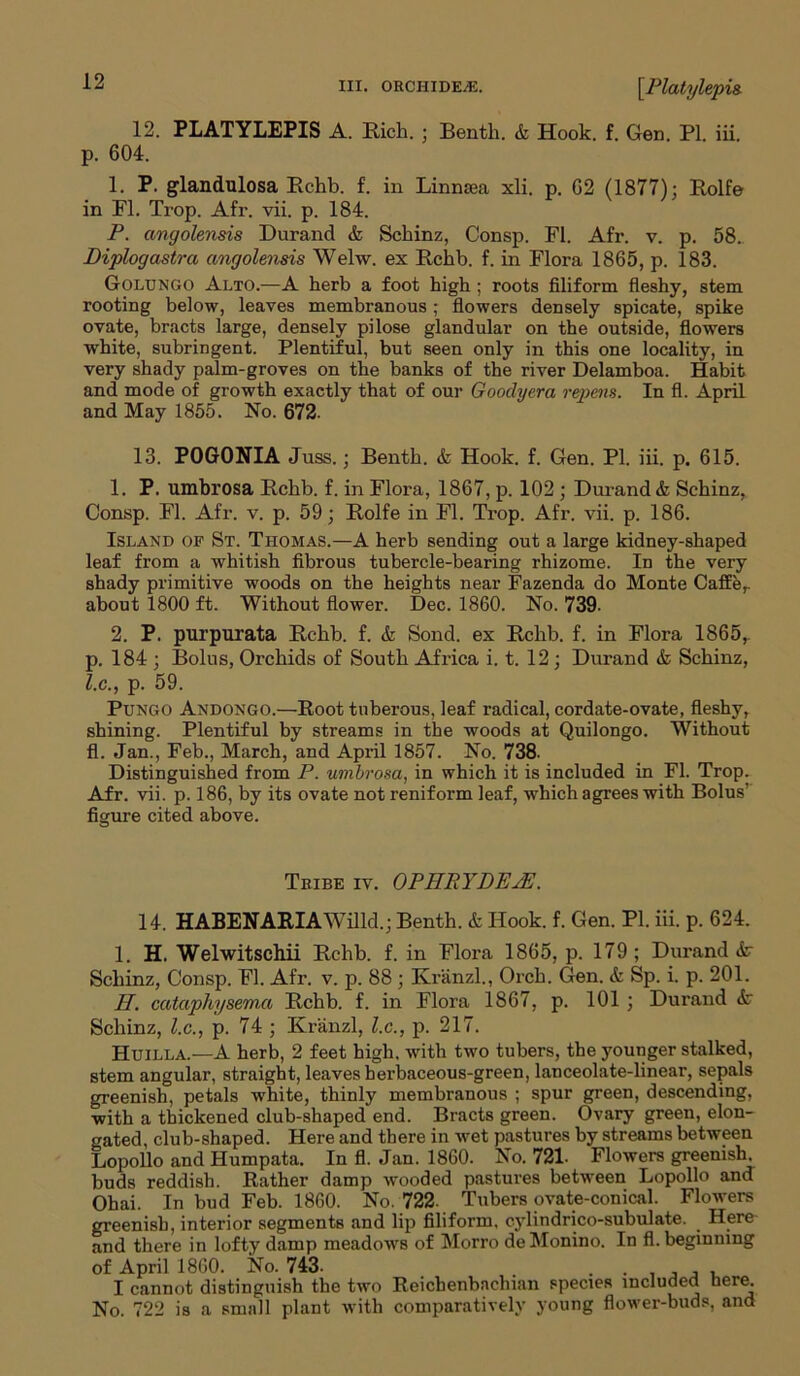 12. PLATYLEPIS A. Rich. ; Benth. & Hook. f. Gen. PI. iii. p. 604. 1. P- glandulosa Rchb. f. in Linnsea xli. p. 62 (1877); Rolfe in PI. Trop. Afr. vii. p. 184. P. angolensis Durand & Schinz, Consp. FI. Afr. v. p. 58. Diplogastra angolensis Welw. ex Rchb. f. in Flora 1865, p. 183. Golungo Alto.—A herb a foot high ; roots filiform fleshy, stem rooting below, leaves membranous; flowers densely spicate, spike ovate, bracts large, densely pilose glandular on the outside, flowers white, subringent. Plentiful, but seen only in this one locality, in very shady palm-groves on the banks of the river Delamboa. Habit and mode of growth exactly that of our Goodyera repens. In fl. April and May 1855. No. 672. 13. POGONIA Juss.; Benth. & Hook. f. Gen. PI. iii. p. 615. 1. P. umbrosa Rchb. f. in Flora, 1867, p. 102 ; Durand & Schinz, Consp. Fl. Afr. v. p. 59; Rolfe in Fl. Trop. Afr. vii. p. 186. Island of St. Thomas.—A herb sending out a large kidney-shaped leaf from a whitish fibrous tubercle-bearing rhizome. In the very shady primitive woods on the heights near Fazenda do Monte Caffer about 1800 ft. Without flower. Dec. 1860. No. 739- 2. P. purpurata Rchb. f. & Sond. ex Rchb. f. in Flora 1865,. p. 184 ; Bolus, Orchids of South Africa i. t. 12; Durand & Schinz, l.c., p. 59. Pungo Andongo.—Root tuberous, leaf radical, cordate-ovate, fleshy, shining. Plentiful by streams in the woods at Quilongo. Without fl. Jan., Feb., March, and April 1857. No. 738. Distinguished from P. umbrosa, in which it is included in Fl. Trop. Afr. vii. p. 186, by its ovate not reniform leaf, which agrees with Bolus figure cited above. Tribe iv. OPHEYDEPE. 14. HABENARIAWilld.; Benth. & Hook. f. Gen. PI. iii. p. 624. 1. H. Welwitschii Rchb. f. in Flora 1865, p. 179 ; Durand Sc Schinz, Consp. Fl. Afr. v. p. 88 ; Kranzl., Orch. Gen. <fe Sp. i. p. 201. IP. cataphysema Rchb. f. in Flora 1867, p. 101 ; Durand Sc Schinz, l.c., p. 74 ; Kranzl, l.c., p. 217. Huilla.—A herb, 2 feet high, with two tubers, the younger stalked, stem angular, straight, leaves herbaceous-green, lanceolate-linear, sepals greenish, petals white, thinly membranous ; spur green, descending, with a thickened club-shaped end. Bracts green. Ovary green, elon- gated, club-shaped. Here and there in wet pastures by streams between Lopollo and Humpata. In fl. Jan. 1860. No. 721- Flowers greenish, buds reddish. Rather damp wooded pastures between Lopollo and Ohai. In bud Feb. 1860. No. 722. Tubers ovate-conical. Flowers greenish, interior segments and lip filiform, cylindrico-subulate. _ Here and there in lofty damp meadows of Morro deMonino. In fl. beginning of April 1860. No. 743- . . , , I cannot distinguish the two Reichenbnchian species included here. No. 722 is a small plant with comparatively young flower-buds, and