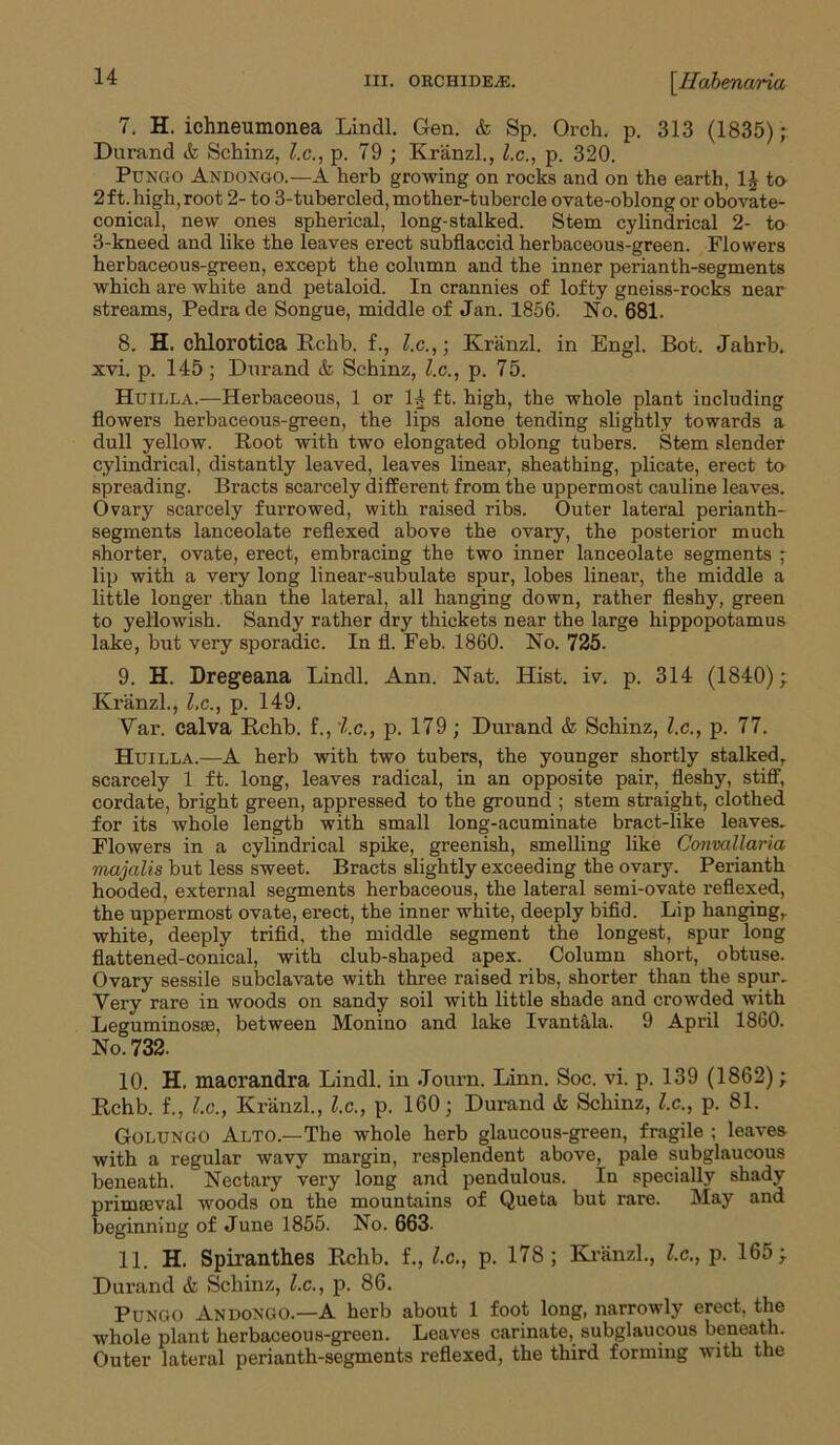 7. H. ichneumonea Lincll. Gen. & Sp. Orch. p. 313 (1835); Durand & Schinz, l.c., p. 79 ; Kranzl., l.c., p. 320. Pungo Andongo.—A herb growing on rocks and on the earth, li to 2ft. high,root 2- to 3-tubercled, mother-tubercle ovate-oblong or obovate- conical, new ones spherical, long-stalked. Stem cylindrical 2- to 3-kneed and like the leaves erect subflaccid herbaceous-green. Flowers herbaceous-green, except the column and the inner perianth-segments which are white and petaloid. In crannies of lofty gneiss-rocks near streams, Pedrade Songue, middle of Jan. 1856. No. 681. 8. H. chlorotica Rchb. f., l.c.,) Kranzl. in Engl. Bot. Jahrb. xvi. p. 145 ; Durand & Schinz, l.c., p. 75. Huilla.—Herbaceous, 1 or 1^ ft. high, the whole plant including flowers herbaceous-green, the lips alone tending slightly towards a dull yellow. Root with two elongated oblong tubers. Stem slender cylindrical, distantly leaved, leaves linear, sheathing, plicate, erect to spreading. Bracts scarcely different from the uppermost cauline leaves. Ovary scarcely furrowed, with raised ribs. Outer lateral perianth- segments lanceolate reflexed above the ovary, the posterior much shorter, ovate, erect, embracing the two inner lanceolate segments ; lip with a very long linear-subulate spur, lobes linear, the middle a little longer than the lateral, all hanging down, rather fleshy, green to yellowish. Sandy rather dry thickets near the large hippopotamus lake, but very sporadic. In fl. Feb. 1860. No. 725. 9. H. Dregeana Lindl. Ann. Nat. Hist. iv. p. 314 (1840); Kranzl., lx., p. 149. Var. calva Rchb. f., i.c., p. 179; Durand & Schinz, l.c., p. 77. Huilla.—A herb with two tubers, the younger shortly stalked, scarcely 1 ft. long, leaves radical, in an opposite pair, fleshy, stiff, cordate, bright green, appressed to the ground ; stem straight, clothed for its whole length with small long-acuminate bract-like leaves. Flowers in a cylindrical spike, greenish, smelling like Coiivallaria viajalis but less sweet. Bracts slightly exceeding the ovary. Perianth hooded, external segments herbaceous, the lateral semi-ovate reflexed, the uppermost ovate, erect, the inner white, deeply bifid. Lip hanging, white, deeply trifid, the middle segment the longest, spur long flattened-conical, with club-shaped apex. Column short, obtuse. Ovary sessile subclavate with three raised ribs, shorter than the spur. Very rare in woods on sandy soil with little shade and crowded with Leguminosce, between Monino and lake Ivantala. 9 April 1860. No. 732. 10. H. macrandra Lindl. in Journ. Linn. Soc. vi. p. 139 (1862); Rchb. f., l.c., Kranzl., l.c., p. 160; Durand & Schinz, l.c., p. 81. Golungo Alto.—The whole herb glaucous-green, fragile ; leaves with a regular wavy margin, resplendent above, pale subglaucous beneath. Nectary very long and pendulous. In specially shady prima3val woods on the mountains of Queta but rare. May and beginning of June 1855. No. 663- 11. H. Spiranth.es Rchb. f., l.c., p. 178; Kranzl., l.c., p. 165; Durand & Schinz, l.c., p. 86. Pungo Andongo.—A herb about 1 foot long, narrowly erect, the whole plant herbaceous-green. Leaves carinate, subglaucous beneath. Outer lateral perianth-segments reflexed, the third forming with the