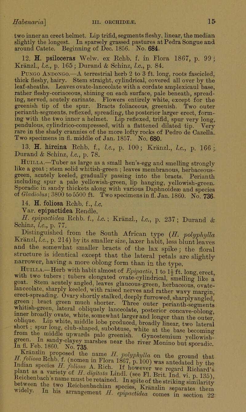 two inner an erect helmet. Lip trifid, segments fleshy, linear, the median slightly the longest. In sparsely grassed pastures at Pedra Songue and around Catete. Beginning of Dec. 1856. No. 684. 12. H. psiloceras Welw. ex Rchb. f. in Flora 1867, p. 99 ; Kranzl., l.c., p. 165; Durand & Schinz, l.c., p. 84. Pungo Andongo.—A terrestrial herb 2 to 3 ft. long, roots fascicled, thick fleshy, hairy. Stem straight, cylindrical, covered all over by the leaf-sheaths. Leaves ovate-lanceolate with a cordate amplexicaul base, rather fleshy-coriaceous, shining on each surface, pale beneath, spread- ing, nerved, acutely carinate. Flowers entirely white, except for the greenish tip of the spur. Bracts foliaceous, greenish. Two outer perianth-segments, reflexed, spreading, the posterior larger erect, form- ing with the two inner a helmet. Lip reflexed, trifid, spur very long, pendulous, cylindrico-compressed, with a flattened dilated tip. Very rare in the shady crannies of the more lofty rocks of Pedro de Cazella. Two specimens in fl. middle of Jan. 1857. No. 680. 13. H. hircina Rchb. f., l.c., p. 100; Kranzl., l.c., p. 166; Durand & Schinz, l.c., p. 78. Huilla.—Tuber as large as a small hen’s-egg and smelling strongly like a goat; stem solid whitish-green ; leaves membranous, herbaceous- green, acutely keeled, gradually passing into the bracts. Perianth including spur a pale yellowish-green, lip hanging, yellowish-green. Sporadic in sandy thickets along with various Daphnoidese and species of Gladiolus; 3800 to 5500 ft. Two specimens in fl. Jan. 1860. No. 736- 14. H. foliosa Rchb. f., l.c. Yar. epipactidea Rendle. E. epipactidea Rchb. f., l.c.-, Kranzl., l.c., p. 237; Durand & Schinz, l.c., p. 77. Distinguished from the South African type (//. polyphylla Kranzl, l.c., p. 214) by its smaller size, laxer habit, less blunt leaves and the somewhat smaller bracts of the lax spike; the floral structure is identical except that the lateral petals are slightly narrower, having a more oblong form than in the type. Huilla —Herb with habit almost of Epipactis, 1 to 14 ft. long, erect, with two tubers ; tubers elongated ovate-cylindrical, smelling like a goat. Stem acutely angled, leaves glaucous-green, herbaceous, ovate- lanceolate, sharply keeled, with raised nerves and rather wavy margin erect-spreading. Ovary shortly stalked, deeply furrowed, sharply angled! green , bract green much shorter. Three outer perianth-segments whitish-green, lateral obliquely lanceolate, posterior concave-oblong inner broadly ovate, white, somewhat larger and longer than the outer’ oblique. Lip white, middle lobe produced, broadly linear two lateral from ;t,b?Ur Zf club-sh?Pe<3, subobtuse, white at the base becoming llZ T di6 ipwards pale greenish. Gynostemium yellowish- InflFeR S y'Noy f35mai'SheS the ™ Monino but sporadic. H^noSRebbOPf07d ^ H\ PolyPhylla on the ground that In£ snemVs (n?.men f 1867 p. 100) was antedated by the dian species If. foliosa A. Rich. If however we regard Richard’s ft* as a ,vanety of II. digitata Lindl. (see Fl. Brit. Ind vi p 1351 between the twT VS? ^ ref,ained’ In sPite of the striking similarity widdv I„ hZ QR chenbilCUa,n, 8Pecies> Kranzlin separates them y- In hls arrangement H. epipactidea comes in section 22
