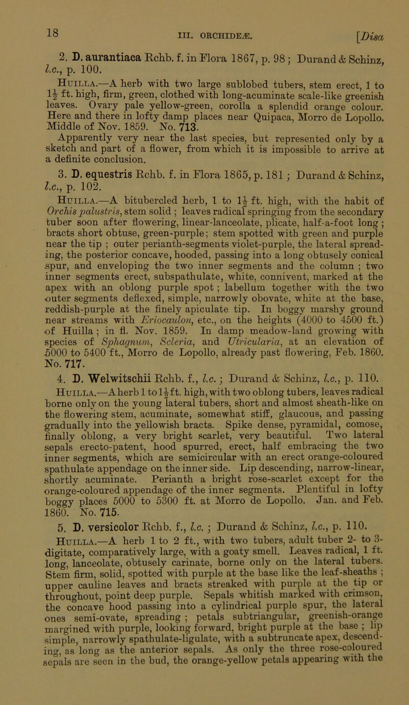 hi. orchidEj®. [Disa 2. D. aurantiaca Rchb. f. in Flora 1867, p. 98; Durand & Schinz, l.c., p. 100. Huilla.—A herb with two large sublobed tubers, stem erect, 1 to 1-jj ft. high, firm, green, clothed with long-acuminate scale-like greenish leaves. Ovary pale yellow-green, corolla a splendid orange colour. Here and there in lofty damp places near Ouipaca, Morro de Lopollo. Middle of Nov. 1859. No. 713. Apparently very near the last species, but represented only by a sketch and part of a flower, from which it is impossible to arrive at a definite conclusion. 3. D. equestris Rchb. f. in Flora 1865, p. 181 ; Durand & Schinz, l.c., p. 102. Huilla.—A bitubercled herb, 1 to 11- ft. high, with the habit of Orchis palustris, stem solid ; leaves radical springing from the secondary tuber soon after flowering, linear-lanceolate, plicate, half-a-foot long ; bracts short obtuse, green-purple; stem spotted with green and purple near the tip ; outer perianth-segments violet-purple, the lateral spread- ing, the posterior concave, hooded, passing into a long obtusely conical spur, and enveloping the two inner segments and the column ; two inner segments erect, subspathulate, white, connivent, marked at the apex with an oblong purple spot; labellum together with the two outer segments deflexed, simple, narrowly obovate, white at the base, reddish-purple at the finely apiculate tip. In boggy marshy ground near streams with Eriocaulon, etc., on the heights (4000 to 4500 ft.) of Huilla; in fl. Nov. 1859. In damp meadow-land growing with species of Sphagnum, Scleria, and Utricularia, at an elevation of 5000 to 5400 ft., Morro de Lopollo, already past flowering, Feb. 1860. No. 717. 4. D. Welwitschii Rchb. f., l.c.; Durand & Schinz, l.c., p. 110. Huilla.—Aherb 1 tol^ft. high, with two oblong tubers, leaves radical borne only on the young lateral tubers, short and almost sheath-like on the flowering stem, acuminate, somewhat stiff, glaucous, and passing gradually into the yellowish bracts. Spike dense, pyramidal, comose, finally oblong, a very bright scarlet, very beautiful. Two lateral sepals erecto-patent, hood spurred, erect, half embracing the two inner segments, which are semicircular with an erect orange-coloured spathulate appendage on the inner side. Lip descending, narrow-linear, shortly acuminate. Perianth a bright rose-scarlet except for the orange-coloured appendage of the inner segments. Plentiful in lofty boggy places 5000 to 5300 ft. at Morro de Lopollo. Jan. and Feb. 1860. No. 715. 5. D. versicolor Rchb. f., l.c. ; Durand & Schinz, l.c., p. 110. Huilla.—A herb 1 to 2 ft., w'ith two tubers, adult tuber 2- to 3- digitate, comparatively large, with a goaty smell. Leaves radical, 1 ft. long, lanceolate, obtusely carinate, borne only on the lateral tubers. Stem firm, solid, spotted with purple at the base like the leaf-sheaths ; upper cauline leaves and bracts streaked with purple at the tip or throughout, point deep purple. Sepals whitish marked with crimson, the concave hood passing into a cylindrical purple spur, the lateral ones semi-ovate, spreading ; petals subtriangular, greenish-orange margined with purple, looking forward, bright purple at the base ; lip simple, narrowly spathulate-ligulatc, with a subtruncate apex, descend- ing, as long as the anterior sepals. As only the three rose-coloured sepals are seen in the bud, the orange-yellow petals appearing with the