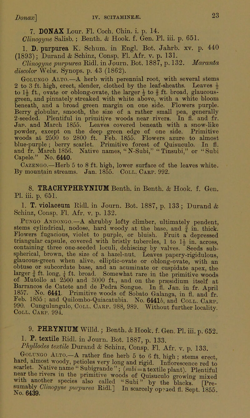 7. DONAX Lour. FI. Coch. Chin. i. p. 14. Clinogyne Salisb. ; Benth. & Hook. f. Gen. PI. iii. p. 651. 1. D. purpurea K. Schum. in Engl. Bot. Jahrb. xv. p. 440 (1893); Durand & Schinz, Consp. FI. Afr. v. p. 131. Clinogyne purpurea Ridl. in Jpurn. Bot. 1887, p. 132. Maranta discolor Welw. Synops. p. 43 (1862). Golungo Alto.—A herb with perennial root, with several stems 2 to 3 ft. high, erect, slender, clothed by the leaf-sheaths. Leaves 4 to 1^ ft., ovate or oblong-ovate, the larger ^ to § ft. broad, glaucous- green, and pinnately streaked with white above, with a white bloom beneath, and a broad green margin on one side. Flowers purple. Berry globular, smooth, the size of a rather small pea, generally 2-seeded. Plentiful in primitive woods near rivers. In fl. and fr. Jar. and March 1855. Leaves covered beneath with a snow-like powder, except on the deep green edge of one side. Primitive woods at 2500 to 2800 ft. Feb. 1855. Flowers azure to almost blue-purple ; berry scarlet. Primitive forest of Quisuculo. In fl. and fr. March 1856. Native names, “N-Subi,” “Tinsubi,” or “Subi Capele.” No. 6440. Cazengo.—Herb 5 to 8 ft. high, lower surface of the leaves white. By mountain streams. Jan. 1855. Coll. Carp. 992. 8. TRACHYPHRYNIUM Benth. in Benth. & Hook. f. Gen. PI. iii. p. 651. 1. T. violaceum Ridl. in Journ. Bot. 1887, p. 133; Durand & Schinz, Consp. Fl. Afr. v. p. 132. Pungo Andongo.—A shrubby lofty climber, ultimately pendent, stems cylindrical, nodose, hard woody at the base, and f in. thick. Flowers fugacious, violet to purple, or bluish. Fruit a depressed triangular capsule, covered with bristly tubercles, 1 to H in. across, containing three one-seeded loculi, dehiscing by valves. Seeds sub- spherical, brown, the size of a hazel-nut. Leaves papery-rigidulous, glaucous-green when alive, elliptic-ovate or oblong-ovate, with an obtuse or subcordate base, and an acuminate or cuspidate apex, the larger ^ ft. long, ^ ft. broad. Somewhat rare in the primitive woods of Mutollo at 2500 and 3000 ft., and on the presidium itself at Barrancos de Catete and de Pedra Songue. In fl. Jan. in fr. April 1857. No. 6441. Primitive woods of Sobato Galanga, in fl. and fr. Feb. 1855 ; and Quilombo-Quiacatubia. No. 64415, and Coll. Carp. 990. Cungulungulo, Coll. Carp. 988, 989. Without further locality Coll. Carp. 994. J 9. PHRYNITJM Willd.; Benth. & Hook. f. Gen. PI. iii. p. 652. 1. P. textile Ridl. in Journ. Bot. 1887, p. 133. Phyllodes textile Durand & Schinz, Consp. Fl. Afr. v. p. 133. Goluxgo Alto.—A rather fine herb 5 to 6 ft. high ; stems erect, hard, almost woody, petioles very long and rigid. Inflorescence red to scarlet. N ative name “ Subigrande ”; (mbi = a textile plant). Plentiful near the rivers in the primitive woods of Quisuculo growing mixed with another species also called “Subi” by the blacks. TPre- N<T6439C mogyne PurPurea Rid1-] In scarcely op?aed fl. Sept. 1855.