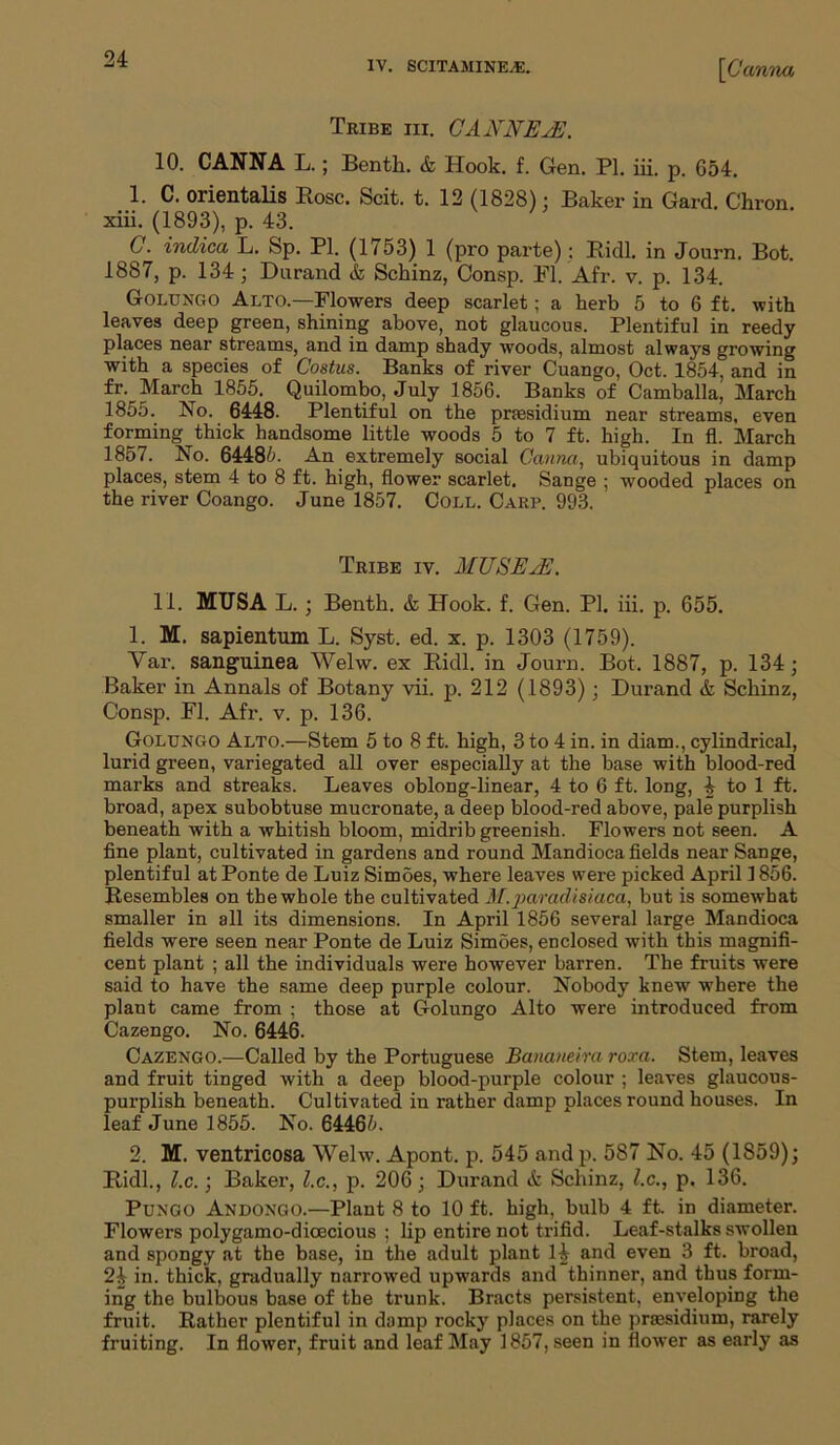 IV. SCITAMINE.E. \Canna Tribe hi. CANNEJL. 10. CANNA L.; Benth. & Hook. f. Gen. PI. iii. p. 654. 1. C. orientals Rose. Scit. t. 12 (1828): Baker in Gard. Chron. xiii. (1893), p. 43. C. indica L. Sp. PI. (1753) 1 (pro parte) : Ridl. in Journ. Bot. 1887, p. 134; Durand & Schinz, Consp. FI. Afr. v. p. 134. Goluncjo Alto.—Flowers deep scarlet; a herb 5 to 6 ft. with leaves deep green, shining above, not glaucous. Plentiful in reedy places near streams, and in damp shady woods, almost always growing with a species of Costus. Banks of river Cuango, Oct. 1854, and in fr. March 1855. Quilombo, July 1856. Banks of Camballa, March 1855. No. 6448. Plentiful on the presidium near streams, even forming thick handsome little woods 5 to 7 ft. high. In fl. March 1857. No. 64485. An extremely social Ganna, ubiquitous in damp places, stem 4 to 8 ft. high, flower scarlet. Sange ; wooded places on the river Coango. June 1857. Coll. Carp. 993. Tribe iv. MUSExE. 11. MUSA L.; Benth. & Hook. f. Gen. PI. iii. p. 655. 1. M. sapientum L. Syst. ed. x. p. 1303 (1759). Var. sanguinea Welw. ex Ridl. in Journ. Bot. 1887, p. 134; Baker in Annals of Botany vii. p. 212 (1893); Durand & Schinz, Consp. Fl. Afr. v. p. 136. Golungo Alto.—Stem 5 to 8 ft. high, 3 to 4 in. in diam., cylindrical, lurid green, variegated all over especially at the base with blood-red marks and streaks. Leaves oblong-linear, 4 to 6 ft. long, £ to 1 ft. broad, apex subobtuse mucronate, a deep blood-red above, pale purplish beneath with a whitish bloom, midrib greenish. Flowers not seen. A fine plant, cultivated in gardens and round Mandioca fields near Sange, plentiful at Ponte de Luiz SimSes, where leaves were picked April 1 856. Resembles on the whole the cultivated M.paradisiaca, but is somewhat smaller in all its dimensions. In April 1856 several large Mandioca fields were seen near Ponte de Luiz Simoes, enclosed with this magnifi- cent plant ; all the individuals were however barren. The fruits were said to have the same deep purple colour. Nobody knew where the plant came from ; those at Golungo Alto were introduced from Cazengo. No. 6446. Cazengo.—Called by the Portuguese Bananeira roxa. Stem, leaves and fruit tinged with a deep blood-purple colour ; leaves glaucous- purplish beneath. Cultivated in rather damp places round houses. In leaf June 1855. No. 64465. 2. M. ventricosa Welw. Apont. p. 545 andp. 587 No. 45 (1859); Ridl., l.c.; Baker, l.c., p. 206; Durand & Schinz, l.c., p. 136. Pungo Andongo.—Plant 8 to 10 ft. high, bulb 4 ft. in diameter. Flowers polygamo-dioecious ; lip entire not trifid. Leaf-stalks swollen and spongy at the base, in the adult plant 14 and even 3 ft. broad, in. thick, gradually narrowed upwards and thinner, and thus form- ing the bulbous base of the trunk. Bracts persistent, enveloping the fruit. Rather plentiful in damp rock}' places on the presidium, rarely fruiting. In flower, fruit and leaf May 1857, seen in flower as early as