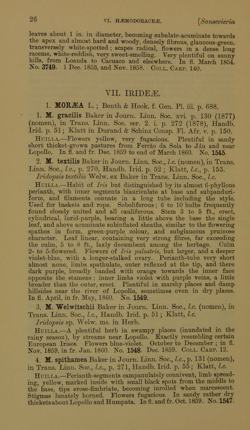 VI. H/EMODORACEjE. IS ansevieria leaves about 1 in. in diameter, becoming subulate-acuminate towards the apex and almost hard and woody, densely fibrous, glaucous-green, transversely white-spotted ; scapes radical, flowers in a dense long raceme, white-reddish, very sweet-smelling. Very plentiful on sunny hills, from Loanda to Cacuaco and elsewhere. In fl. March 1854. No. 3749. 1 Dec. 1853, and Nov. 1858. Coll. Carp. 140. VII. IRIDEiE. 1. MOR-ffiA L. ; Benth & Hook. f. Gen. PI. iii. p. 688. 1. M. gracilis Baker in Journ. Linn. Soc. xvi. p. 130 (1877) (nomen), in Trans. Linn. Soc. ser. 2. i. p. 272 (1878), Handb. Irid. p. 51; Klatt in Durand & Schinz Consp. Fl. Afr. v. p. 150. Huilla.—Flowers yellow, very fugacious. Plentiful in sandy short thicket-grown pastures from Ferrao da Sola to Jau and near Lopollo. In fl. and fr. Dec. 1859 to end of March 1860. No. 1545. 2. M. textilis Baker in Journ. Linn. Soc., l.c. (nomen), in Trans. Linn. Soc., l.c., p. 270, Handb. Irid. p. 52 ; Klatt, l.c., p. 153. Iriclopsis textilis Welw. ex Baker in Trans. Linn. Soc., l.c. Huilla.—Habit of Iris but distinguished by its almost 6-phyllous perianth, with inner segments biauriculate at base and subpanduri- form, and filaments connate in a long tube including the style. Used for baskets and rope. Soboliferous ; 6 to 10 bulbs frequently found closely united and all cauliferous. Stem 3 to 5 ft., erect, cylindrical, lurid-purple, bearing a little above the base the single leaf, and above acuminate subinflated sheaths, similar to the flowering spathes in form, green-purple colour, and subglaucous pruinose character. Leaf linear, containing very strong fibres, far exceeding the culm, 5 to 8 ft., laxly decumbent among the herbage. Culm 2- to 5-flowered. Flowers of Iris palustris, but larger, and a deeper violet-blue, with a longer-stalked ovary. Perianth-tube very short almost none, limbs spathulate, outer reflexed at the tip, and there dark purple, broadly banded with orange towards the inner face opposite the stamens ; inner limbs violet with purple veins, a little broader than the outer, erect. Plentiful in marshy places and damp hillsides near the river of Lopollo, sometimes even in dry places. In fl. April, in fr. May, 1860. No. 1549. 3. M. Welwitschii Baker in Journ. Linn. Soc., l.c. (nomen), in Trans. Linn. Soc., l.c., Handb. Irid. p. 51; Klatt, l.c. Iridopsis sp. Welw. ms. in Herb. Huilla.—A plentiful herb in swampy places (inundated in the rainy season), by streams near Lopollo. Exactly resembling certain European Irises. Flowers blue-violet. October to December ; in fl. Nov. 1859, in fr. Jau. 1860. No. 1548. Dec. 1859. Coll. Carp. 12. 4. M. spithamea Baker in Journ. Linn. Soc., l.c., p. 131 (nomen), in Trans. Linn. Soc., l.c., p. 271, Handb. Irid. p. 55; Klatt, l.c. Huilla.—Perianth-segments campanulately connivent, limb spread- ing, yellow, marked inside with small black spots from the middle to the base, tips erose-fimbriate, becoming inrolled when marcescent. Stigmas lunately horned. Flowers fug.acious. In sandy rather dry thickets about Lopollo and Humpata. In fl. and fr. Oct. 1859. No. 1547-