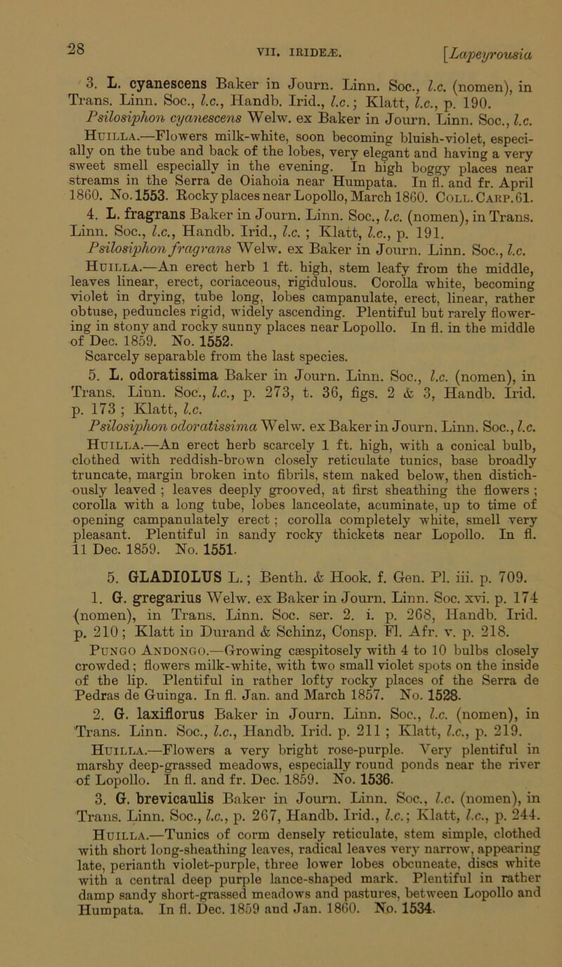 3. L. cyanescens Baker in Journ. Linn. Soc., l.c. (nomen), in Trans. Linn. Soc., l.c., Handb. Irid., l.c.; Klatt, l.c., p. 190. Psilosiphon cyanescens Welw. ex Baker in Journ. Linn. Soc., l.c. Huilla.—Flowers milk-white, soon becoming bluish-violet, especi- ally on the tube and back of the lobes, very elegant and having a very sweet smell especially in the evening. In high boggy places near streams in the Serra de Oiahoia near Humpata. In fl. and fr. April 1860. No.1553. Rocky places near Lopollo, March 1860. Coll.Cakp.61. 4. L. fragrans Baker in Journ. Linn. Soc., l.c. (nomen), in Trans. Linn. Soc., l.c., Handb. Irid., l.c. ; Klatt, l.c., p. 191. Psilosiphon fragrans Welw. ex Baker in Journ. Linn. Soc., l.c. Huilla.—An erect herb 1 ft. high, stem leafy from the middle, leaves linear, erect, coriaceous, rigidulous. Corolla white, becoming violet in drying, tube long, lobes campanulate, erect, linear, rather obtuse, peduncles rigid, widely ascending. Plentiful but rarely flower- ing in stony and rocky sunny places near Lopollo. In fl. in the middle of Dec. 1859. No. 1552. Scarcely separable from the last species. 5. L. odoratissima Baker in Journ. Linn. Soc., l.c. (nomen), in Trans. Linn. Soc., l.c., p. 273, t. 36, figs. 2 A 3, Handb. Irid. p. 173 ; Klatt, l.c. Psilosiphon odoratissima Welw. ex Baker in Journ. Linn. Soc., l.c. Huilla.—An erect herb scarcely 1 ft. high, with a conical bulb, clothed with reddish-brown closely reticulate tunics, base broadly truncate, margin broken into fibrils, stem naked below, then distich- ously leaved ; leaves deeply grooved, at first sheathing the flowers ; corolla with a long tube, lobes lanceolate, acuminate, up to time of opening campanulately erect; corolla completely -white, smell very pleasant. Plentiful in sandy rocky thickets near Lopollo. In fl. 11 Dec. 1859. No. 1551. 5. GLADIOLUS L.; Benth. & Hook. f. Gen. PI. iii. p. 709. 1. G. gregarius Welw. ex Baker in Journ. Linn. Soc. xvi. p. 174 (nomen), in Trans. Linn. Soc. ser. 2. i. p. 268, Handb. Irid. p. 210; Klatt in Durand & Schinz, Consp. Fl. Afr. v. p. 218. Pungo Andongo.—Growing coespitosely with 4 to 10 bulbs closely crowded; flowers milk-white, with two small violet spots on the inside of the lip. Plentiful in rather lofty rocky places of the Serra de Pedras de Guinga. In fl. Jan. and March 1857. No. 1528. 2. G. laxiflorus Baker in Journ. Linn. Soc., l.c. (nomen), in Trans. Linn. Soc., l.c., Handb. Irid. p. 211 ; Klatt, l.c., p. 219. Huilla.—Flowers a very bright rose-purple. Very plentiful in marshy deep-grassed meadows, especially round ponds near the river of Lopollo. In fl. and fr. Dec. 1859. No. 1536- 3. G. brevicaulis Baker in Journ. Linn. Soc., l.c. (nomen), in Trans. Linn. Soc., l.c., p. 267, Handb. Irid., l.c.] Klatt, l.c., p. 244. Huilla.—Tunics of corm densely reticulate, stem simple, clothed with short long-sheathing leaves, radical leaves veiy narrow, appearing late, perianth violet-purple, three lower lobes obcuneate, discs white with a central deep purple lance-shaped mark. Plentiful in rather damp sandy short-grassed meadows and pastures, between Lopollo and Humpata. In fl. Dec. 1859 and Jan. 1860. No. 1534.