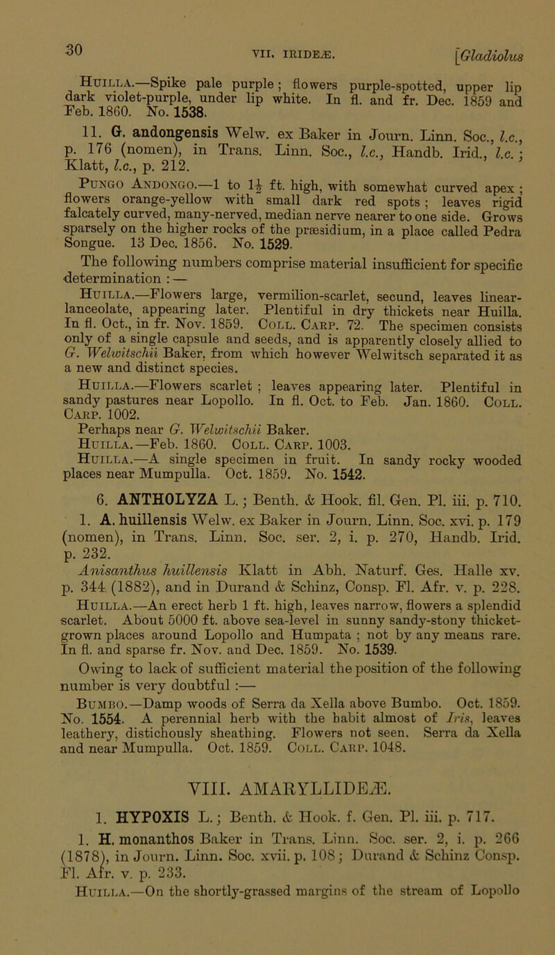 Huilla.—Spike pale purple; flowers purple-spotted, upper lip dark violet-purple, under lip white. In fl. and fr. Dec. 1859 and Feb. i860. No. 1538. 11. G. andongensis Welw. ex Baker in Journ. Linn. Soc., l.c., p. 176 (nomen), in Trans. Linn. Soc., l.c., Handb. Irid., l.c. : Klatt, l.c., p. 212. Pungo Andongo.—1 to 14 ft. high, with somewhat curved apex ; flowers orange-yellow with” small dark red spots ; leaves rigid falcately curved, many-nerved, median nerve nearer to one side. Grows sparsely on the higher rocks of the presidium, in a place called Pedra Songue. 13 Dec. 1856. No. 1529. The following numbers comprise material insufficient for specific determination : — Huilla.—Flowers large, vermilion-scarlet, secund, leaves linear- lanceolate, appearing later. Plentiful in dry thickets near Huilla. In fl. Oct., in fr. Nov. 1859. Coll. Carp. 72. The specimen consists only of a single capsule and seeds, and is apparently closely allied to G. Welwitschii Baker, from which however Welwitsch separated it as a new and distinct species. Huilla.—Flowers scarlet ; leaves appearing later. Plentiful in sandy pastures near Lopollo. In fl. Oct. to Feb. Jan. 1860. Coll. Carp. 1002. Perhaps near G. Welwitschii Baker. Huilla.—Feb. 1860. Coll. Carp. 1003. Huilla.—A single specimen in fruit. In sandy rocky wooded places near Mumpulla. Oct. 1859. No. 1542. 6. ANTHOLYZA L.; Benth. & Hook. fil. Gen. PI. iii. p. 710. 1. A. huillensis Welw. ex Baker in Journ. Linn. Soc. xvi. p. 179 (nomen), in Trans. Linn. Soc. ser. 2, i. p. 270, Handb. Irid. p. 232. Anisanthits huillensis Klatt in Abh. Naturf. Ges. Halle xv. 2i. 344 (1882), and in Durand & Schinz, Cons2i. Fl. Afr. v. p. 228. Huilla.—An erect herb 1 ft. high, leaves narrow, flowers a splendid scarlet. About 5000 ft. above sea-level in sunny sandy-stony thicket- grown places around Lopollo and Humpata ; not by any means rare. In fl. and sparse fr. Nov. and Dec. 1859. No. 1539. Owing to lack of sufficient material the position of the following number is very doubtful :— Bumbo.—Damp woods of Serra da Xella above Bumbo. Oct. 1859. No. 1554. A perennial herb with the habit almost of Iris, leaves leather}', distichously sheathing. Flowers not seen. Serra da Xella and near Mumpulla. Oct. 1859. Coll. Carp. 1048. VIII. AMARYLLIDEiE. 1. HYP0XIS L.; Benth. A Hook. f. Gen. PI. iii. p. 717. 1. H. monanthos Baker in Trans. Linn. Soc. ser. 2, i. p. 266 (1878), in Journ. Linn. Soc. xvii. p. 108; Durand A Schinz Cons]!. Fl. Afr. v. ii. 233. Huilla.—On the shortly-grassed margins of the stream of Lopollo