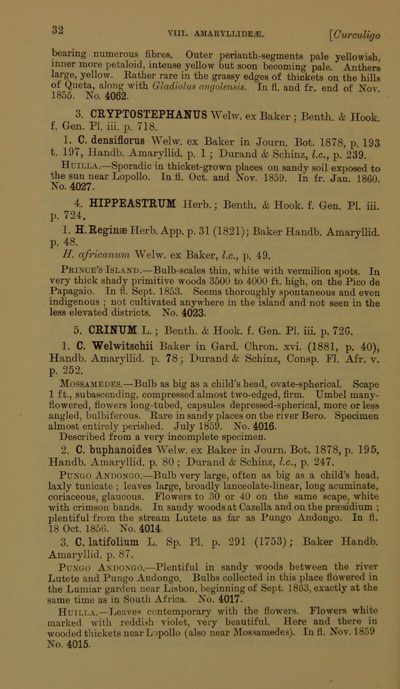 bearing numerous fibres. Outer perianth-segments pale yellowish, inner more petaloid, intense yellow but soon becoming pale. Anthers large, yellow. Rather rare in the grassy edges of thickets on the hills of Queta, along with Gladiolus angolensis. In fl. and fr. end of Nov 1855. No. 4062. 3. CRYPTOSTEPHANUS Welw. ex Baker ; Benth. & Hook, f. Gen. PI. iii. p. 718. 1. C. densiflorus Welw. ex Baker in Journ. Bot. 1878, p. 193 t. 197, Iiandb. Amaryllid. p. 1 ; Durand & Schinz, l.c., p. 239. Huilla.—Sporadic in thicket-grown places on sandy soil exposed to the sun near Lopollo. In fl. Oct. and Nov. 1859. In fr. Jan. 1860 No. 4027. 4. HIPPEASTRUM Herb.; Benth. & Hook. f. Gen. PL iii. p. 724. I. H. Reginae Herb. App. p. 31 (1821); Baker Handb. Amaryllid. p. 48. II. africanum Welw. ex Baker, l.c., p. 49. Prince’s Island.—Bulb-scales thin, white with vermilion spots. In very thick shady primitive woods 3500 to 4000 ft. high, on the Pico de Papagaio. In fl. Sept. 1853. Seems thoroughly spontaneous and even indigenous ; not cultivated anywhere in the island and not seen in the less elevated districts. No. 4023. 5. CRINUM L.; Benth. & Hook. f. Gen. PI. iii. p. 720. 1. C. Welwitschii Baker in Gard. Chron. xvi. (1881, p. 40), Handb. Amaryllid. p. 78; Durand & Schinz, Consp. Fl. Afr. v. p. 252. Mossamedes.—Bulb as big as a child’s head, ovate-spherical. Scape 1 ft., subascending, compressed almost two-edged, firm. Umbel many- flowered, flowers long-tubed, capsules depressed-spherical, more or less angled, bulbiferous. Rare in sandy places on the river Bero. Specimen almost entirely perished. July 1859. No. 4016. Described from a very incomplete specimen. 2. C. buphanoides Welw. ex Baker in Journ. Bot. 1878, p. 195, Handb. Amaryllid. p. 80; Durand A Schinz, l.c., p. 247. Pungo Andongo.—Bulb very large, often as big as a child’s head, laxly tunicate ; leaves large, broadly lanceolate-linear, long acuminate, coriaceous, glaucous. Flowers to 30 or 40 on the same scape, white with crimson bands. In sandy woods at Cazella and on the presidium ; plentiful from the stream Lutete as far as Pungo Andongo. In fl. 18 Oct. 1856. No. 4014. 3. C. latifolium L. Sp. PI. p. 291 (1753); Baker Handb. Amaryllid. p. 87. Pungo Andongo.—Plentiful in sandy woods between the river Lutete and Pungo Andongo. Bulbs collected in this place flowered in the Lumiar garden near Lisbon, beginning of Sept. 1863, exactly at the same time as in South Africa. No. 4017. Huilla.—Leaves contemporary with the flowers. Flowers white marked with reddish violet, very beautiful. Here and there in wooded thickets near Lopollo (also near Mossamedes). In fl. Nov. 1859 No. 4015.