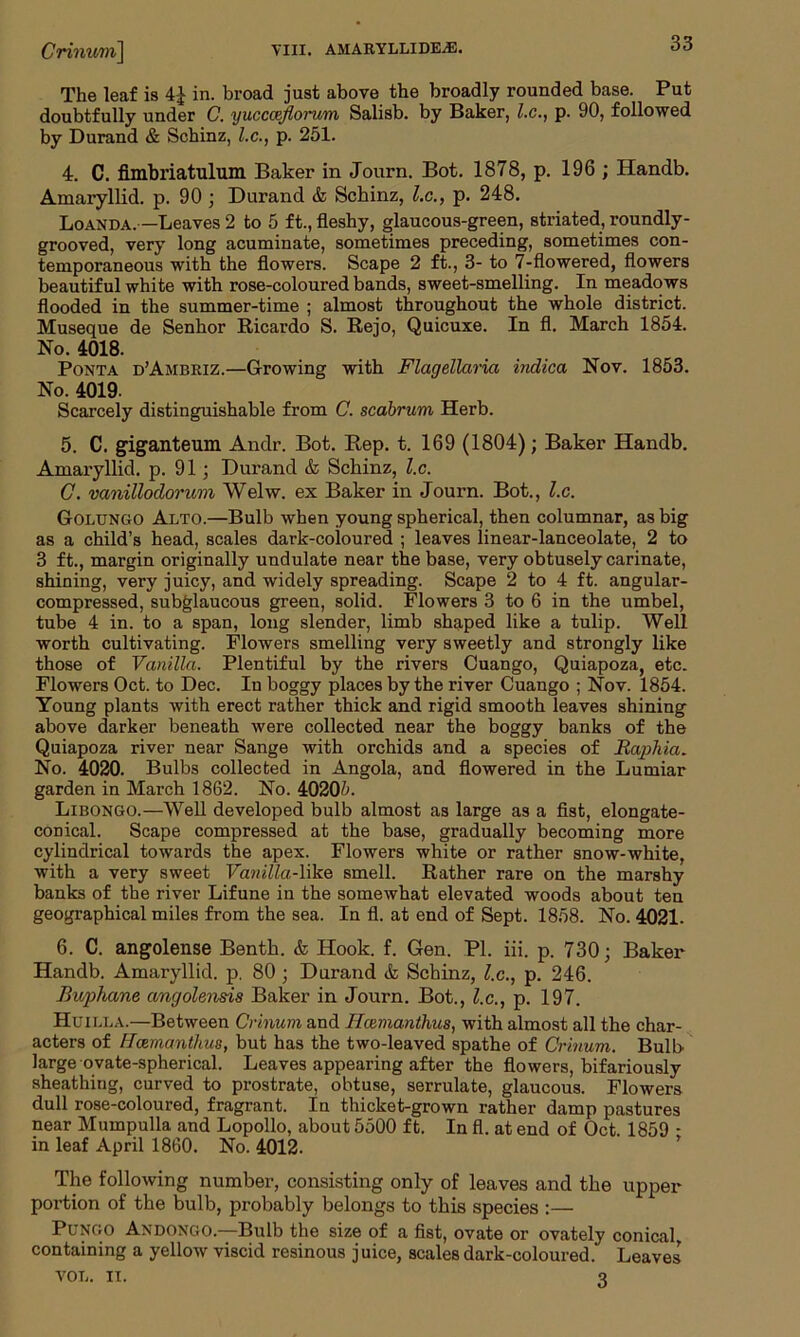 The leaf is 4-| in. broad just above the broadly rounded base. Put doubtfully under C. yucccefloi’um Salisb. by Baker, l.c., p. 90, followed by Durand & Schinz, l.c., p. 251. 4. C. fimbriatulum Baker in Journ. Bot. 1878, p. 196 ; Handb. Amaryllid. p. 90 ; Durand & Schinz, l.c., p. 248. Loanda.—Leaves 2 to 5 ft., fleshy, glaucous-green, striated, roundly- grooved, very long acuminate, sometimes preceding, sometimes con- temporaneous with the flowers. Scape 2 ft., 3- to 7-flowered, flowers beautiful white with rose-coloured bands, sweet-smelling. In meadows flooded in the summer-time ; almost throughout the whole district. Museque de Senhor Ricardo S. Rejo, Quicuxe. In fl. March 1854. No. 4018. Ponta d’Ambriz.—Growing with Flagellaria indica Nov. 1853. No. 4019. Scarcely distinguishable from C. scabrum Herb. 5. C. giganteum Andr. Bot. Ptep. t. 169 (1804); Baker Handb. Am aryl lid, p. 91; Durand & Schinz, l.c. C. vanillodorum Welw. ex Baker in Journ. Bot., l.c. Golungo Alto.—Bulb when young spherical, then columnar, as big as a child’s head, scales dark-coloured ; leaves linear-lanceolate, 2 to 3 ft., margin originally undulate near the base, very obtusely carinate, shining, very juicy, and widely spreading. Scape 2 to 4 ft. angular- compressed, subglaucous green, solid. Flowers 3 to 6 in the umbel, tube 4 in. to a span, long slender, limb shaped like a tulip. Well worth cultivating. Flowers smelling very sweetly and strongly like those of Vanilla. Plentiful by the rivers Cuango, Quiapoza, etc. Flowers Oct. to Dec. In boggy places by the river Cuango ; Nov. 1854. Young plants with erect rather thick and rigid smooth leaves shining above darker beneath were collected near the boggy banks of the Quiapoza river near Sange with orchids and a species of JRag>hia. No. 4020. Bulbs collected in Angola, and flowered in the Lumiar garden in March 1862. No. 40205. Libongo.—Well developed bulb almost as large as a fist, elongate- conical. Scape compressed at the base, gradually becoming more cylindrical towards the apex. Flowers white or rather snow-white, with a very sweet Vanilla-like smell. Rather rare on the marshy banks of the river Lifune in the somewhat elevated woods about ten geographical miles from the sea. In fl. at end of Sept. 1858. No. 4021. 6. C. angolense Bentk. & Hook. f. Gen. PI. iii. p. 730; Baker Handb. Amaryllid. p. 80 ; Durand & Schinz, l.c., p. 246. Bwpha/ne angolensis Baker in Journ. Bot., l.c., p. 197. Huilla.—Between Crinum and Hcemanthus, with almost all the char- acters of Hcemanthus, but has the two-leaved spathe of Crinum. Bulb large ovate-spherical. Leaves appearing after the flowers, bifariously sheathing, curved to prostrate, obtuse, serrulate, glaucous. Flowers dull rose-coloured, fragrant. In thicket-grown rather damp pastures near Mumpulla and Lopollo, about 5500 ft. In fl. at end of Oct. 1859 - in leaf April 1860. No. 4012. The following number, consisting only of leaves and the upper- portion of the bulb, probably belongs to this species :— Pungo Andongo.—Bulb the size of a fist, ovate or ovately conical containing a yellow viscid resinous juice, scales dark-coloured. Leaves VOL. it. 3