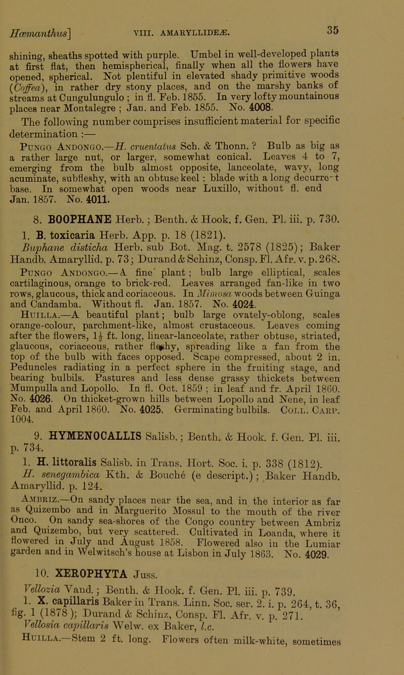 shining, sheaths spotted with purple. Umbel in well-developed plants at first flat, then hemispherical, finally when all the flowers have opened, spherical. Not plentiful in elevated shady primitive woods {Cofed), in rather dry stony places, and on the marshy banks of streams at Cungulungu'lo ; in fl. Feb. 1855. In very lofty mountainous places near Montalegre ; Jan. and Feb. 1855. No. 4008. The following number comprises insufficient material for specific determination :— Pungo Andongo.—H. crueiitatus Sch. & Thonn. ? Bulb as big as a rather large nut, or larger, somewhat conical. Leaves 4 to 7, emerging from the bulb almost opposite, lanceolate, wavy, long acuminate, subfleshy, with an obtuse keel ; blade with along decurrct base. In somewhat open woods near Luxillo, without fl. end Jan. 1857. No. 4011. 8. B00PHANE Herb.; Benth. & Hook. f. Gen. PI. iii. p. 730. 1. B. toxicaria Herb. App. p. 18 (1821). Buphane disticha Herb, sub Bot. Mag. t. 2578 (1825); Baker Handb. Amaryllid. p. 73; Durand & Schinz, Consp.Fl.Afr.v. p.268. Pungo Andongo.— A fine' plant; bulb large elliptical, scales cartilaginous, orange to brick-red. Leaves arranged fan-like in two rows, glaucous, thick and coriaceous. In Mimosa woods between Guinga and Candamba. Without fl. Jan. 1857. No. 4024. Huilla.—A beautiful plant; bulb large ovately-oblong, scales orange-colour, parchment-like, almost crustaceous. Leaves coming after the flowers, H ft. long, linear-lanceolate, rather obtuse, striated, glaucous, coriaceous, rather flqphy, spreading like a fan from the top of the bulb with faces opposed. Scape compressed, about 2 in. Peduncles radiating in a perfect sphere in the fruiting stage, and bearing bulbils. Pastures and less dense grassy thickets between Mumpulla and Lopollo. In fl. Oct. 1859 ; in leaf and fr. April 1860. No. 4026- On thicket-grown hills between Lopollo and Nene, in leaf Feb. and April 1860. No. 4025. Germinating bulbils. Coll. Carp. 1004. 9. HYMENOCALLIS Salisb.; Benth. & Hook. f. Gen. PI. iii. p. 734. I. H. littoralis Salisb. in Trans. Hort. Soc. i. p. 338 (1812). II. senegambica Ivth. & Bouche (e descript.); Baker Handb. Amaryllid. p. 124. Awbriz.—On sandy places near the sea, and in the interior as far as Quizembo and in Marguerito Mossul to the mouth of the river Onco. On sandy sea-shores of the Congo country between Ambriz and Quizembo, but very scattered. Cultivated in Loanda, where it flowered in July and August 1858. Flowered also in the Lumiar garden and in Welwitsch’s house at Lisbon in July 1863. No. 4029. 10. XER0PHYTA Juss. Vellozia Vand.; Benth. & Hook. f. Gen. PI. iii. p. 739. 1. X. capillaris Baker in Trans. Linn. Soc. ser. 2. i. p. 264, t. 36 fig. 1 (1878); Durand & Schinz, Consp. Fl. Afr. v. p. 271. Vellosia capillaris Welw. ex Baker, l.c. Huilla. Stem 2 ft. long. Flowers often milk-white, sometimes