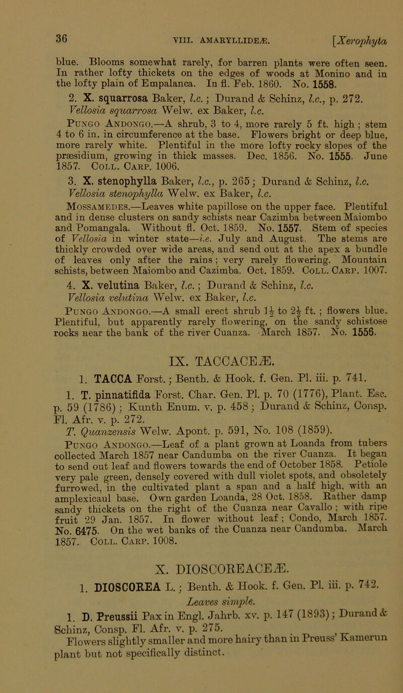 blue. Blooms somewhat rarely, for barren plants were often seen. In rather lofty thickets on the edges of woods at Monino and in the lofty plain of Empalanca. In fl. Feb. 1860. No. 1558. 2. X. squarrosa Baker, l.c.; Durand <fe Schinz, l.c., p. 272. Vellosia squarrosa Welw. ex Baker, l.c. Puxgo Andoxgo.—A shrub, 3 to 4, more rarely 5 ft. high ; stem 4 to 6 in. in circumference at the base. Flowers bright or deep blue, more rarely white. Plentiful in the more lofty rocky slopes of the presidium, growing in thick masses. Dec. 1856. No. 1555- June 1857. Coll. Carp. 1006. 3. X. stenophylla Baker, l.c., p. 265; Durand & Schinz, l.c. Vellosia stenophylla Welw. ex Baker, l.c. Mossamedes.—Leaves white papillose on the upper face. Plentiful and in dense clusters on sandy schists near Cazimba between Maiombo and Pomangala. Without fl. Oct. 1859. No. 1557- Stem of species of Vellosia in winter state—i.e. July and August. The stems are thickly crowded over wide areas, and send out at the apex a bundle of leaves only after the rains; very rarely flowering. Mountain schists, between Maiombo and Cazimba. Oct. 1859. Coll. Carp. 1007. 4. X. velutina Baker, l.c.; Durand & Schinz, l.c. Vellosia velutina Welw. ex Baker, l.c. Pungo Axdongo.—A small erect shrub 14 to 2^ ft. ; flowers blue. Plentiful, but apparently rarely flowering, on the sandy schistose rocks near the bank of the river Cuanza. March 1857. No. 1556. IX. TACCACEiE. 1. TACCA Forst.; Benth. & Hook. f. Gen. PL iii. p. 741. 1. T. pinnatifida Forst. Char. Gen. PI. p. 70 (1776), Plant. Esc. p. 59 (1786); Kunth Enum. v. p. 458; Durand & Schinz, Consp. Fl. Afr. v. p. 272. T. Quanzensis Welw. Apont. p. 591, No. 108 (1859). Puxgo Axdoxgo.—Leaf of a plant grown at Loanda from tubers collected March 1857 near Candumba on the river Cuanza. It began to send out leaf and flowers towards the end of October 1858. Petiole very pale green, densely covered with dull violet spots, and obsoletely furrowed, in the cultivated plant a span and a half high, with an amplexicaul base. Own garden Loanda, 28 Oct. 1858. Rather damp sandy thickets on the right of the Cuanza near Cavallo ; with ripe fruit 29 Jan. 1857. In flower without leaf; Condo, March 1857. No. 6475- On the wet banks of the Cuanza near Candumba. March 1857. Coll. Carp. 1008. X. DIOSCOREACEiE. 1. DIOSCOREA L.; Benth. & Hook. f. Gen. PI. iii. p. 742. Leaves simple. 1. D. Preussii Pax in Engl. Jahrb. xv. p. 147 (1893); Durand & Schinz, Consp. Fl. Afr. v. p. 275. _ Flowers slightly smaller and more hairy than in Preuss Ivamerun plant but not specifically distinct.