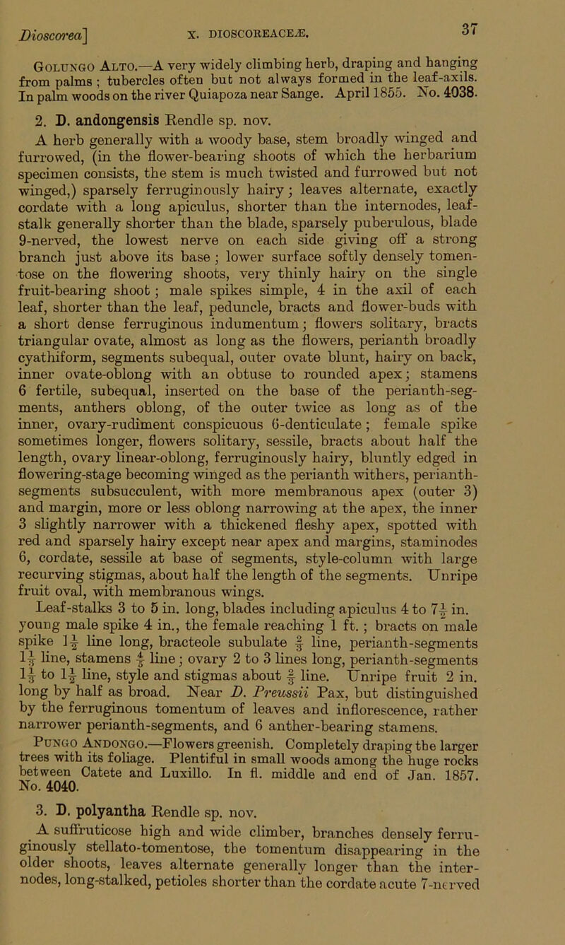 Golungo Alto.—A very widely climbing herb, draping and hanging from palms ; tubercles often but not always formed in the leaf-axils. In palm woods on the river Quiapoza near Sange. April 1855. No. 4038. 2. D. andongensis Rendle sp. nov. A herb generally with a woody base, stem broadly -winged and furrowed, (in the flower-bearing shoots of which the herbarium specimen consists, the stem is much twisted and furrowed but not winged,) sparsely ferruginously hairy; leaves alternate, exactly cordate with a long apiculus, shorter than the internodes, leaf- stalk generally shorter than the blade, sparsely puberulous, blade 9-nerved, the lowest nerve on each side giving off a strong branch just above its base; lower surface softly densely tomen- tose on the flowering shoots, very thinly hairy on the single fruit-bearing shoot; male spikes simple, 4 in the axil of each leaf, shorter than the leaf, peduncle, bracts and flower-buds with a short dense ferruginous indumentum; flowers solitary, bracts triangular ovate, almost as long as the flowers, perianth broadly cyathiform, segments subequal, outer ovate blunt, hairy on back, inner ovate-oblong with an obtuse to rounded apex; stamens 6 fertile, subequal, inserted on the base of the perianth-seg- ments, anthers oblong, of the outer twice as long as of the inner, ovary-rudiment conspicuous 6-denticulate; female spike sometimes longer, flowers solitary, sessile, bracts about half the length, ovary linear-oblong, ferruginously hairy, bluntly edged in flowering-stage becoming winged as the perianth withers, perianth- segments subsucculent, with more membranous apex (outer 3) and margin, more or less oblong narrowing at the apex, the inner 3 slightly narrower with a thickened fleshy apex, spotted with red and sparsely hairy except near apex and margins, stam inodes 6, cordate, sessile at base of segments, style-column with large recurving stigmas, about half the length of the segments. Unripe fruit oval, with membranous wings. Leaf-stalks 3 to 5 in. long, blades including apiculus 4 to 74 in. young male spike 4 in., the female reaching 1 ft. ; bracts on male spike J-g- line long, bracteole subulate § line, perianth-segments l^ line, stamens 4 line; ovary 2 to 3 lines long, perianth-segments 14 to 14 line, style and stigmas about § line. Unripe fruit 2 in. long by half as broad. Near D. Preussii Pax, but distinguished by the ferruginous tomentum of leaves and inflorescence, rather narrower perianth-segments, and 6 anther-bearing stamens. Pungo Andongo.—Flowers greenish. Completely draping the larger trees with its foliage. Plentiful in small woods among the huge rocks between Catete and Luxillo. In fl. middle and end of Jan. 1857. No. 4040. 3. D. polyantha Rendle sp. nov. A suffruticose high and wide climber, branches densely ferru- ginously stellato-tomentose, the tomentum disappearing in the older shoots, leaves alternate generally longer than the inter- nodes, long-stalked, petioles shorter than the cordate acute 7-nt rved