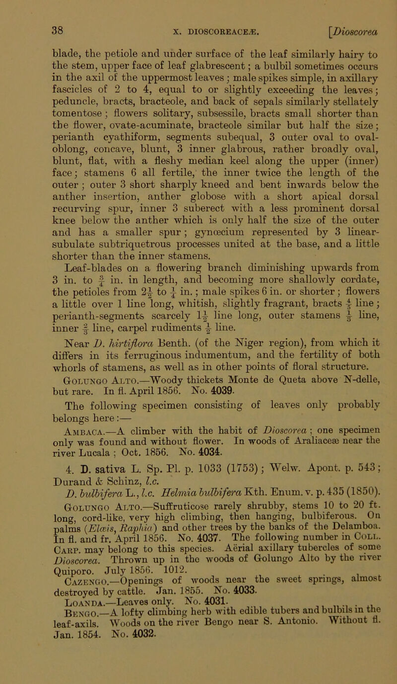 blade, the petiole and under surface of the leaf similarly hairy to the stem, upper face of leaf glabrescent; a bulbil sometimes occurs in the axil of the uppermost leaves; male spikes simple, in axillary fascicles of 2 to 4, equal to or slightly exceeding the leaves; peduncle, bracts, bracteole, and back of sepals similarly stellately tomentose ; flowers solitary, subsessile, bracts small shorter than the flower, ovate-acuminate, bracteole similar but half the size; perianth cyathiform, segments subequal, 3 outer oval to oval- oblong, concave, blunt, 3 inner glabrous, rather broadly oval, blunt, flat, with a fleshy median keel along the upper (inner) face; stamens 6 all fertile, the inner twice the length of the outer ; outer 3 short sharply kneed and bent inwards below the anther insertion, anther globose with a short apical dorsal recurving spur, inner 3 suberect with a less prominent dorsal knee below the anther which is only half the size of the outer and has a smaller spur; gyncecium represented by 3 linear- subulate subtriquetrous processes united at the base, and a little shorter than the inner stamens. Leaf-blades on a flowering branch diminishing upwards from 3 in. to f in. in length, and becoming more shallowly cordate, the petioles from 2^ to ^ in.; male spikes 6 in. or shorter ; flowers a little over 1 line long, whitish, slightly fragrant, bracts 4 line; perianth-segments scarcely 14 line long, outer stamens 4 line, inner |- line, car-pel rudiments line. Near D. hirtijlora Benth. (of the Niger region), from which it differs in its ferruginous indumentum, and the fertility of both whorls of stamens, as well as in other points of floral structure. Golungo Alto.—Woody thickets Monte de Queta above N-delle, but rare. In fl. April 1856. No. 4039- The following specimen consisting of leaves only probably belongs here:— Ambaca.—A climber with the habit of Dioscorea ; one specimen only was found and without flower. In woods of Araliacese near the river Lucala ; Oct. 1856. No. 4034. 4. D. sativa L. Sp. PI. p. 1033 (1753); Welw. Apont. p. 543; Durand & Schinz, l.c. D. bulbifera L., l.c. Eelmia bulbifera Kth. Enum. v. p. 435 (1850). Golungo Alto.—Suffruticose rarely shrubby, stems 10 to 20 ft. long, cord-like, very high climbing, then hanging, bulbiferous. On palms (Elects, Raphia) and other trees by the banks of the Delamboa. In fl. and fr. April 1856. No. 4037- The following number in Coll. Carp. may belong to this species. Aerial axillary tubercles of some Dioscorea. Thrown up in the -woods of Golungo Alto by the river Quiporo. July 1856. 1012. Cazengo.—Openings of woods near the sweet springs, almost destroyed by cattle. Jan. 1855. No. 4033. Loan da.—Leaves only. No. 4031. Bengo.— A lofty climbing herb with edible tubers and bulbils m the leaf-axils. Woods on the river Bengo near S. Antonio. Without fl. Jan. 1854. No. 4032.