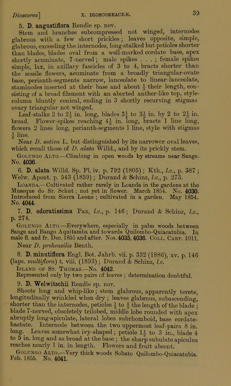 5. D. angustiflora Rendle sp. nov. Stem and branches subcompressed not winged, internodes glabrous with a few short prickles; leaves opposite, simple, glabrous, exceeding the internodes, long-stalked but petioles shorter than blades, blades oval from a well-marked cordate base, apex shortly acuminate, 7-nerved; male spikes . . . ; female spikes simple, lax, in axillary fascicles of 3 to 4, bracts shorter than the sessile flowers, acuminate from a broadly triangular-ovate base, perianth-segments narrow, lanceolate to linear-lanceolate, staminodes inserted at their base and about their length, con- sisting of a broad filament with an aborted anther-like top, style- column bluntly conical, ending in 3 shortly recurving stigmas ovary triangular not winged. Leaf-stalks 2 to 2-| in. long, blades 3^ to 3^ in. by 2 to 2^ in. broad. Flower-spikes reaching 4|- in. long, bracts 1 line long, flowers 2 lines long, perianth-segments 1 line, style with stigmas i line. Near D. scitiva L. but distinguished by its narrower oval leaves, which recall those of D. alata Willd., and by its prickly stem. Golungo Alto.—Climbing in open woods by streams near Sange. No. 4036. 6. D. alata Willd. Sp. PI. iv. p. 792 (1805); Kth., l.c., p. 387 ; Welw. Apont. p. 543 (1859); Durand & Schinz, lx., p. 273. Loanda.—Cultivated rather rarely in Loanda in the gardens at the Museque do Sr. Schut ; not yet in flower. March 1854. No. 4030. Introduced from Sierra Leone ; cultivated in a garden. May 1854. No. 4044. 7. D. odoratissima Pax, l.c., p. 146; Durand & Schinz, l.c., p. 274. Golungo Alto.—Everywhere, especially in palm woods between Sange and Bango Aquitamba and towards Quilombo-Quiacatubia. In male fl. and fr. Dec. 1855 and after. Nos. 4035, 4036. Coll. Carp. 1011. Near I), prehensilis Benth. 8. D. minutiflora Engl. Bot. Jahrb. vii. p. 332 (1886), xv. p. 146 (laps, multiflora) t. viii. (1893); Durand & Schinz, l.c. Island of St. Thomas.—No. 4042. Represented only by two pairs of leaves ; determination doubtful. 9. D. Welwitschii Rendle sp. nov. Shoots long and whip-like; stem glabrous, apparently terete, longitudinally wrinkled when dry ; leaves glabrous, subascending, shorter than the internodes, petioles i to § the length of the blade ; blade 7-nerved, obsoletely trilobed, middle lobe rounded with apex abruptly long-apiculate, lateral lobes subrhomboid, base cordate- hastate. Internode between the two uppermost leaf-pairs 8 in. long. Leaves somewhat ivy-shaped; petiole 1-| to 3 in., blade 4 to 5 in. long and as broad at the base ; the sharp subulate apiculus reaches nearly 1 in. in length. Flowers and fruit absent. Golungo Alto.—Very thick woods Sobato Quilombo-Quiacatubia. Feb. 1855. No. 4041.