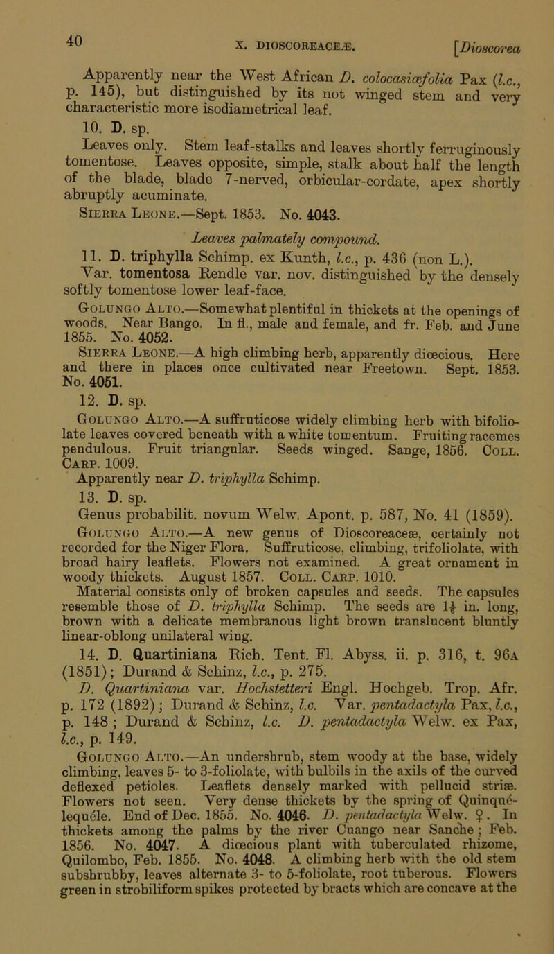 [D, toscorea Apparently near the West African D. colocasicefolia Pax (l.c., p. 145), but distinguished by its not winged stem and very characteristic more isodiametrical leaf. 10. D. sp. Leaves only. Stem leaf-stalks and leaves shortly ferruginously tomentose. Leaves opposite, simple, stalk about half the length of the blade, blade 7-nerved, orbicular-cordate, apex shortly abruptly acuminate. Sierra Leone.—-Sept. 1853. No. 4043. Leaves palmately compound. 11. D. triphylla Schimp. ex Kunth, l.c., p. 436 (non L.). Yar. tomentosa Rendle var. nov. distinguished by the densely softly tomentose lower leaf-face. Golungo Alto.—Somewhat plentiful in thickets at the openings of woods. Near Bango. In fl., male and female, and fr. Feb. and June 1855. No. 4052. Sierra Leone.—A high climbing herb, apparently dioecious. Here and there in places once cultivated near Freetown. Sept. 1853 No. 4051. 12. D. sp. Golungo Alto.—A suffruticose widely climbing herb with bifolio- late leaves covered beneath with a white tomentum. Fruiting racemes pendulous. Fruit triangular. Seeds winged. Sange, 1856. Coll. Carp. 1009. Apparently near D. triphylla Schimp. 13. D. sp. Genus probabilit. novum Welw. Apont. p. 587, No. 41 (1859). Golungo Alto.—A new genus of Dioscoreaceae, certainly not recorded for the Niger Flora. Suffruticose, climbing, trifoliolate, with broad hairy leaflets. Flowers not examined. A great ornament in woody thickets. August 1857. Coll. Carp. 1010. Material consists only of broken capsules and seeds. The capsules resemble those of D. triphylla Schimp. The seeds are 1£ in. long, brown with a delicate membranous light brown translucent bluntly linear-oblong unilateral wing. 14. D. Quartiniana Rich. Tent. Fl. Abyss, ii. p. 316, t. 96a (1851); Durand & Schinz, l.c., p. 275. 1). Quartiniana var. Hochstetteri Engl. Hochgeb. Trop. Afr. p. 172 (1892); Durand & Schinz, l.c. Yar. pentadactyla Pax, l.c., p. 148 ; Durand & Schinz, l.c. 1). pentadactyla Welw. ex Pax, l.c., p. 149. Golungo Alto.—An undershrub, stem woody at the base, widely climbing, leaves 5- to 3-foliolate, with bulbils in the axils of the curved deflexed petioles. Leaflets densely marked with pellucid striae. Flowers not seen. Very dense thickets by the spring of Quinque- lequdle. End of Dec. 1855. No. 4046. D. pentadactylaVJelw. ?. In thickets among the palms by the river Quango near Sanche ; Feb. 1856. No. 4047. A dioecious plant with tuberculated rhizome, Quilombo, Feb. 1855. No. 4048. A climbing herb with the old stem subshrubby, leaves alternate 3- to 5-foliolate, root tuberous. Flowers green in strobiliform spikes protected by bracts which are concave at the