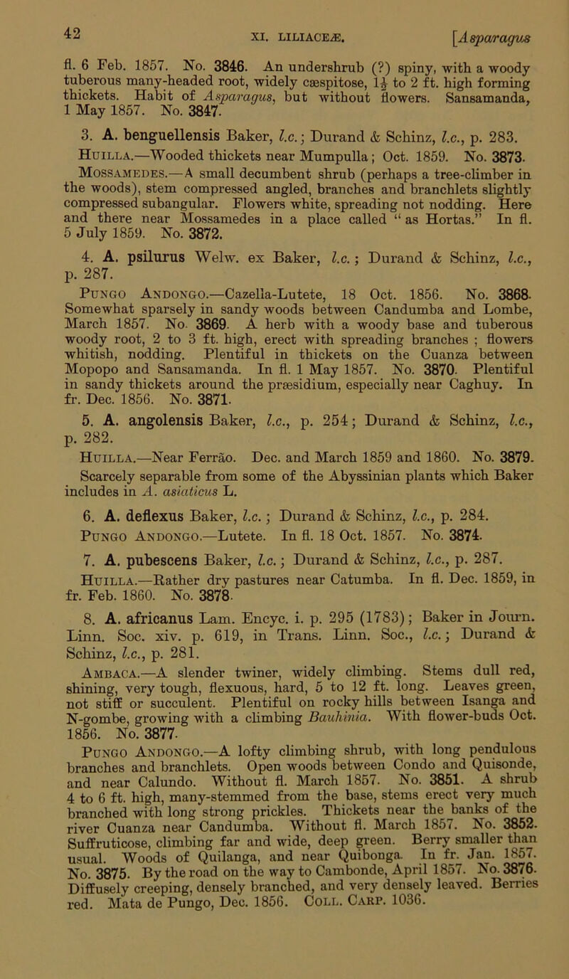 fl. 6 Feb. 1857. No. 3846. An undershrub (?) spiny, with a woody tuberous many-headed root, widely csespitose, H to 2 ft. high forming thickets. Habit of Asparagus, but without flowers. Sansamanda, 1 May 1857. No. 3847. 3. A. benguellensis Baker, l.c.; Durand & Schinz, l.c., p. 283. Huilla.—Wooded thickets near Mumpulla; Oct. 1859. No. 3873. Mossamedes.—A small decumbent shrub (perhaps a tree-climber in the woods), stem compressed angled, branches and branchlets slightly compressed subangular. Flowers white, spreading not nodding. Here and there near Mossamedes in a place called “ as Hortas.” In fl. 5 July 1859. No. 3872. 4. A. psilurus Welw. ex Baker, l.c.; Durand & Schinz, l.c., p. 287. Pungo Andongo.—Cazella-Lutete, 18 Oct. 1856. No. 3868- Somewhat sparsely in sandy woods between Candumba and Lombe, March 1857. No. 3869. A herb with a woody base and tuberous woody root, 2 to 3 ft. high, erect with spreading branches ; flowers whitish, nodding. Plentiful in thickets on the Cuanza between Mopopo and Sansamanda. In fl. 1 May 1857. No. 3870. Plentiful in sandy thickets around the presidium, especially near Caghuy. In fr. Dec. 1856. No. 3871- 5. A. angolensis Baker, l.c., p. 254; Durand & Schinz, l.c., p. 282. Huilla.—Near Ferrao. Dec. and March 1859 and 1860. No. 3879. Scarcely separable from some of the Abyssinian plants which Baker includes in A. asiaticus L. 6. A. deflexus Baker, l.c.; Durand & Schinz, l.c., p. 284. Pungo Andongo.—Lutete. In fl. 18 Oct. 1857. No. 3874. 7. A. pubescens Baker, l.c.; Durand & Schinz, l.c., p. 287. Huilla.—Rather dry pastures near Catumba. In fl. Dec. 1859, in fr. Feb. 1860. No. 3878. 8. A. africanus Lam. Encyc. i. p. 295 (1783); Baker in Journ. Linn. Soc. xiv. p. 619, in Trans. Linn. Soc., l.c.; Durand & Schinz, l.c., p. 281. Ambaca.—A slender twiner, widely climbing. Stems dull red, shining, very tough, flexuous, hard, 5 to 12 ft. long. Leaves green, not stiff or succulent. Plentiful on rocky hills between Isanga and N-gombe, growing with a climbing Bauhinia. With flower-buds Oct. 1856. No. 3877- Pungo Andongo.—A lofty climbing shrub, with long pendulous branches and branchlets. Open woods between Condo and Quisonde, and near Calundo. Without fl. March 1857. No. 3851. A shrub 4 to 6 ft. high, many-stemmed from the base, stems erect very much branched with long strong prickles. Thickets near the Jianks of the river Cuanza near Candumba. Without fl. March 1857. No. 3852- Suffruticose, climbing far and wide, deep green. Berry smaller than usual. Woods of Quilanga, and near Quibonga. In fr. Jan. 1857. No. 3875. By the road on the way to Cambonde, April 1857. No. 3876. Diffusely creeping, densely branched, and very densely leaved. Berries red. Mata de Pungo, Dec. 1856. Coll. Carp. 1036.