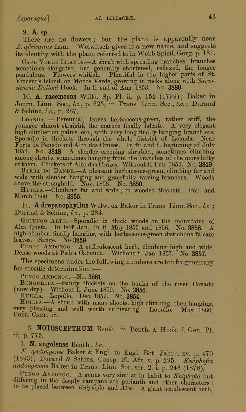 9. A. sp. There are no flowers; but the plant is apparently near A. africanus Lam. Welwitsch gives it a new name, and suggests its identity with the plant referred to in Webb Spicil. Gorg. p. 181. Cape Yerde Islands.—A shrub with spreading branches; branches sometimes elongated, but generally shortened, reflexed, the longer pendulous. Flowers whitish. Plentiful in the higher parts of St. Vincent’s Island, on Monte Yerde, growing in rocks along with Sarco- stemma Daltoni Hook. In fl. end of Aug. 1853. No. 3880. 10. A. racemosus Willd. Sp. PI. ii. p. 152 (1799); Baker in Journ. Linn. Soc., l.c., p. 623, in Trans. Linn. Soc., l.c.; Durand & Schinz, l.c., p. 287. Loanda. — Perennial, leaves herbaceous-green, rather stiff, the younger almost straight, the mature finally falcate. A very elegant high climber on palms, etc., with very long finally hanging branchlets. Sporadic in thickets through the whole district of Loanda. Near Forte de Penedo and Alto das Cruzes. In fr. and fl. beginning of July 1854. No. 3848. A slender creeping shrublet, sometimes climbing among shrubs, sometimes hanging from the branches of the more lofty of them. Thickets of Alto das Cruzes. Without fl. Feb. 1854. No. 3849. Barra do Dande.—A pleasant herbaceous-green, climbing far and wide with slender hanging and gracefully waving branches. Woods above the stronghold. Nov. 1853. No. 3850. Huilla.—Climbing far and wide ; in wooded thickets. Feb. and March 1860. No. 3855. 11. A drepanophyllus Welw. ex Baker in Trans. Linn. Soc., l.c.; Durand & Schinz, l.c., p. 284. Golungo Alto.—Sporadic in thick woods on the mountains of Alta Queta. In leaf Jan., in fl. May 1855 and 1856. No. 3858. A high climber, finally hanging, with herbaceous-green distichous falcate leaves. Sange. No 3859. Pongo Andongo.—A suffrutescent herb, climbing high and wide. Dense woods at Pedra Cabonda. Without fl. Jan. 1857. No. 3857. The specimens under the following numbers are too fragmentary for specific determination :— Pungo Andongo.—No. 3881. Benguella.—Sandy thickets on the banks of the river Cavado (now dry). Without fl. June 1859. No. 3856. Huilla.—Lopollo. Dec. 1859. No. 3854. Huilla.—A shrub with many shoots, high climbing, then hanging, very pleasing and well worth cultivating. Lopollo. May I860’ Coll. Carp. 58. J 3. NOTOSCEPTRUM Benth. in Benth. & Hook. f. Gen. PL iii. p. 775. 1. N. angolense Benth., l.c. iV. anclongense Baker & Engl, in Engl. Bot. Jahrb. xv. p. 470 (1893); Durand & Schinz, Consp. Fl. Afr. v. p. 295. Kniphofia andongensis Baker in Trans. Linn. Soc. ser. 2. i. p. 246 (1878). Pungo Andongo.—A genus very similar in habit to Kniphofia but dittering in the deeply campanulate perianth and other characters ; to be placed between Kniphofia and Aloe. A giant acaulescent herb,