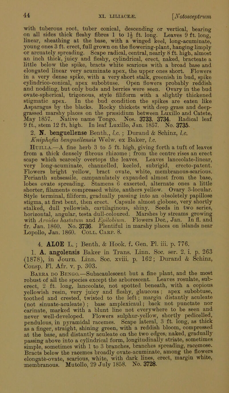 with tuberous root, tuber conical, descending or vertical, bearing on all sides thick fleshy fibres 1 to 1£ ft. long. Leaves 9 ft. long, linear, sheathing at the base, with a winged keel, long-acuminate, young ones 3 ft. erect, full grown on the flowering-plant, hanging limply or arcuately spreading. Scape radical, central, nearly 8 ft. high, almost an inch thick, juicy and fleshy, cylindrical, erect, naked, bracteate a little below the spike, bracts white scarious with a broad base and elongated linear very acuminate apex, the upper ones short. Flowers in a very dense spike, with a very short stalk, greenish in bud, spike cylindrico-conical, apex subobtuse. Open flowers probably reddish and nodding, but only buds and berries were seen. Ovary in the bud ovate-spherical, trigonous, style filiform with a slightly thickened stigmatic apex. In the bud condition the spikes are eaten like Asparagus by the blacks. Rocky thickets with deep grass and deep- grassed marshy places on the presidium between Luxillo and Catete, May 1857. Native name Tongo. Nos. 3733, 3734. Radical leaf 9 ft., stem 12 ft. high. In leaf Luxillo, Jan. 1857. No. 3735. 2. N. benguellense Benth., l.c. ; Durand & Schinz, l.c. Kniphofia benguellensis Welw. ex Baker, l.c. Huilla.—A fine herb 3 to 5 ft. high, giving forth a tuft of leaves from a thick densely fibrous rhizome ; from the centre rises an erect scape which scarcely overtops the leaves. Leaves lanceolate-linear, very long-acuminate, channelled, keeled, subrigid, erecto-patent. Flowers bright yellow, bract ovate, white, membranous-scarious. Perianth subsessile, campanulately expanded almost from the base, lobes ovate spreading. Stamens 6 exserted, alternate ones a little shorter, filaments compressed white, anthers yellow. Ovary 3-locular. Style terminal, filiform, gradually passing into an obsoletely papillose stigma, at first bent, then erect. Capsule almost globose, very shortly stalked, dull yellowish, cartilaginous, shiny. Seeds in two series, horizontal, angular, testa dull-coloured. Marshes by streams growing with Articles hastatum and Epilobium. Flowers Dec., Jan. In fl. and fr. Jan. 1860. No. 3736- Plentiful in marshy places on islands near Lopollo, Jan. 1860. Coll. Carp. 8. 4. ALOE L. ; Benth. & Hook. f. Gen. PI. iii. p. 776. 1. A. angolensis Baker in Trans. Linn. Soc. ser. 2. i. p. 263 (1878), in Journ. Linn. Soc. xviii. p. 162; Durand & Schinz, Consp. Fl. Afr. v. p. 303. Barra do Bengo.—Subacaulescent but a fine plant, and the most robust of all the species except the arborescent. Leaves rosulate, sub- erect, 2 ft. long, lanceolate, not spotted beneath, with a copious yellowish resin, very juicy and fleshy, glaucous ; apex subobtuse, toothed and crested, twisted to the left; margin distantly aculeate (not sinuate-aculeate) ; base amplexicaul; back not punctate nor carinate, marked with a blunt line not everywhere to be seen and never well-developed. Flowers sulphur-yellow, shortly pedicelled, pendulous, in pyramidal racemes. Scape lateral, 3 ft. long, as thick as a finger, straight, shining green, with a reddish bloom, compressed at the base, and distantly aculeate on the two edges, naked, gradually passing above into a cylindrical form, longitudinally striate, sometimes simple, sometimes with 1 to 3 branches, branches spreading, racemose. Bracts below the racemes broadly ovate-acuminate, among the flowers elongate-ovate, scarious, white, with dark lines, erect, margin white, membranous. Mutollo, 29 July 1858. No. 3728-